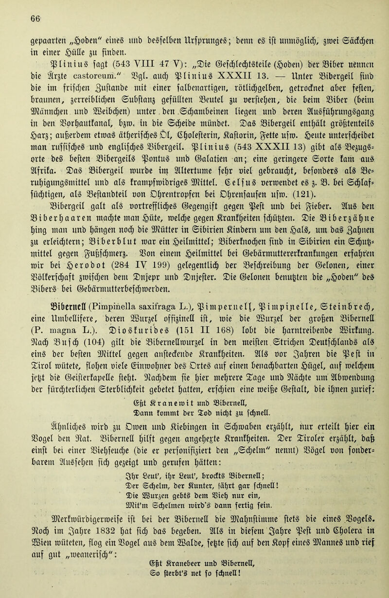 gepaarten „Hoben eines ltnb beSfelben Ursprunges; beim eS ift unmöglicß, gtoei ©äddjen in einer ^ütte gu finben. fßtiniuS fagt (543 VIII 47 V): „Sie ©efcßleößtsteite (Hoben) ber 33t6er nennen bie Strafe castoreum. Bgt. audj fptiniuS XXXII 13. — Unter Bibergeil finb bie im frifdjen 3ußanbe mit einer falUeiiartigen, rötlicßgelben, getrocfnet aber feften, braunen, §erreiblid^en ©ubftang gefüllten Beutel gu oerfteßen, bie beim 93iber (beim Biänncßeit unb Sßeibcßen) unter beit ©djambeinen liegen unb bereit 2IuSfüßrungSgang in ben Borßautlanal, bgto. in bie ©cßeibe münbet. SaS Bibergeil enthält größtenteils Harg; außerbem etroaS ätßerifößeS Dl, (Eßolefterin, üaftorin, gelte ufto. tgeute unterfcßeibet man rüffifd^eS unb englifcßeS Bibergeil. ^3liniuS (543 XXXII 13) gibt als BegugS* orte beS beften Bibergeils fpontuS unb ©alatien an; eine geringere ©orte fant aus Slfrifa. SaS Bibergeil tmtrbe im Slltertume feßr oiel gebraudjt, befonberS als Be= rußigungSmittet unb als frattipfroibrigeS Mittel. SelfuS oerraenbet eS g. B. bei ©cßlaf» fiidjtigen, als Beftanbteit oon Dßrentropfen bei Dßrenfaufen ufto. (121). Bibergeil galt als oortreffticßeS ©egengift gegen ^ßeft unb bei gieber. 2luS beit Biberßaaren macßte man §iite, raelcße gegen ^ranffjeiten fdjüßten. Sie Bibergeil)ne ßittg man unb Rängen nod^ bie Btütter in ©ibirien 5Unbern unt ben Hals, um baS gaßneu gu erteießtern; Bi berb lut toar ein Heilmittel; Biberfnocßett finb in ©ibirien ein ©ößuß* mittel gegen gußfdjtiterg. Bon einem Heilmittel bei ©ebärmuttererlranfungen erfahren mir bei He*okot (284 IV 199) gelegentlich ber Befdßreibung ber ©elonen, einer Bötferfcßaft gtoifdjen beut Snjepr unb Sitjefter. Sie ©elonen benußteu bie „Hoben beS BiberS bei ©ebärmutterbefeßroerben. BiberneH (Pimpinella saxifraga L.), pimpern eil, $ impin eile, ©teittbred;, eine UmbeUifere, bereit HBurgel offiginetl ift, toie bie SBurgel ber großen BiberneH (P. magna L.). SioSfuribeS (151 II 168) lobt bie Ejarntreibenbe 2ßirfung. 3Ia<h B tt f ch (104) gilt bie BibertteHiuurgel in ben meifteit ©tricßeit SeutfcßlanbS als eins ber beften Büttel gegen atiftedeitbe Slranfßeiteit. 211S oor gaßreit bie ^5 e ft in Sirol toiitete, flößen oiele (Simooßner beS DrteS auf einen benaeßbarten Hügel- auf roelcßem feßt bie ©eifterfapelle fteßt. Bacßbem fie ßier meßrere Sage unb Bädjte um 2tbioenbung ber fürchterlichen ©terbtidßleit gebetet ßatten, erfdjieit eine toeiße ©eftalt, bie ißnen gurief: (Sßt ^raneroit unb BiberneH, ®ann fommt ber 2ob nidjt 8U fcßneH. SlßnlidjeS toirb gu Dtoen unb Kiebingen in ©dfioaben ergäßlt, nur erteilt ßier ein Bogel ben Bat. BiberneH ßilft gegen atigeßepte Üranfßeiten. Ser Siroler ergäßlt, baß einft bei einer Bießfeudje (bie er perfonifigiert ben „©djelm nennt) Böget oon fonber= barem 2luSfeßen fieß gegeigt unb gerufen ßätten: gßr 8eut’, ißr SeuP, brocft§ BiberneH; ®er ©cßeltn, ber Gunter, fätjrt gar fcßnctl! ®ie SSur^en gebt§ bem Bieß nur ein, SJtiPm ©cßelmen roirb’S bann fertig fein. ■SRerltoürbigertoeife ift bei ber BiberneH bie Biaßnftimme ftetS bie eines BogelS. Bodß im gaßre 1832 ßat fieß baS begeben. 2IIS in biefent gaßre fßeft unb Gßolera in SBieit wüteten, flog ein Bogel aus bem HBalbe, feßte fidj auf ben üopf eines BfamteS unb rief auf gut „meauerifcß: ©ßt ^ranebeer unb BiberneH, <So fterbt’S net fo fdjneU!