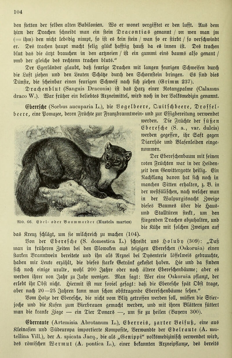 ben ftetten bet: felben alten Vabilonieri. 2Bo er monet oergifftet er ben lufft. 2luS bent £)irrt ber SDradljen fdjneibt man ein ftein SDracontiaS genannt / tm men man jnt (== it)m) ben rtid^t lebebig nintpt, fo ift eS fein ftein / man fo er ftirbt / fo oerfcfjtmnbt er. 3)eS tradjen l;aupt mac^t felig gtücf Ijafftig (»auf) ba eS innen ift. ®eS tragen blut baS bie ärpt braunen in ben ar^neien / ift ein gummi eins baitmS alfo genant / nntb ber gleiche beS redftenn tragen blutS. SDer ©gerlänber glaubt, bafj feurige SDradjen mit langen feurigen ©cfpoeifen burcl) bie Suft gieren unb ben Seuten ©cfjätse burcl) ben ©cfyornftein bringen. @3 finb bieS fünfte, bie fdjeinbar einen feurigen ©cfjroeif nadf) ftd^ gieren (©rirnm 237). ©radjenblut (Sanguis Draconis) ift baS §arj einer Votangpalme (Calamus draco W.). 2Bar früher ein beliebtes Irjneimütel, mirb nodfj in ber VolfSmebijin genannt. ©berefdje (Sorbus aucuparia L.), bie Vogelbeere, Duitfdjbeere, ®roffel = beere, eine fßomajee, bereu $rüdf)te jur gransbranntroein* unb jur ©ffigbereitung oermenbet merben. ®ie grüßte ber fiifjen ©berefcfje (S. a., var. dulcis) merben gegeffen, il)r ©aft gegen ®iarrljöe unb Vlafenleiben einge= nommen. ®er ©berefdjenbaunt mit feinen roten grüdjten mar in ber <geiben= Seit bem ©eroittergotte heilig. ©in Vacfiflang baoon Ijat fidj nodfj in mannen ©itten erhalten, j. V. in ber raeftfätifcfjen, nacl) melier man in ber 2öalpurgiSna<f)t 3roei9e biefeS VaumeS über bie <gauS= unb ©taütüren ftecft, um ben fliegenben ©rachen abjufialten, unb bie Stüfie mit foldfjen 3^eigen auf baS Streuj fdjlägt, um fie mildjreicf) 51t machen (104). Von ber ©berefdje (S. domestica L.) fd^reibt uns £>olubp (309): „SDafs mau in früheren 3^iten bei ben ©loroafen auS teigigen ©berefcfjen (Oskorusa) einen ftarfen Vranntroein bereitete unb if>n als Slrjnei bei SDpSenterie löffelroeis gebrauste, Ijaben mir Seute ergäfjlt, bie biefeS ftarfe ©etränf gefoftet fjaben. igie unb ba finben fidf) nodf) einige uralte, rool)l 200 $al)re ober nocf) ältere ©berefdjenbäunte; aber eS merben if)rer oon $al)r ju 3al)r meniger. Vtan fagt: 9öer eine Oskorusa pffanjt, ber erlebt ifir Obft nidjt. hiermit ift nur fooiel gefagt: bafj bie ©berefdje fpät Obft trage, aber nacl) 20—25 Qaljren famt man fdfjon obfttragenbe ©berefdfjenbäume feljen. Vom £>olje ber ©berefd^e, bie nic^t 00m Vlife getroffen merben foH, müffen bie ©Her* joclje unb bie Stufen jum Vierbrauen gemalt merben, unb mit iljren Vlättern füttert man bie franfe 3iege — ein S£ier SonarS —, um fie ju feilen (Vapern 300). ©betraute (Artemisia Abrotanum L.), ©berreiS, jarter Veifuf), eine auS Stleinafien unb ©itbeuropa importierte Stomp0fite, Verroanbte ber ©beiraute (A. mu- tellina Vill.), ber A. spicata Jacq., bie als „©entppi oolfSmebiäinifdf) oermenbet mirb, beS römifcfjen SSermut (A. pontica L.), einer befannten Strgneipflange, beS bereits 9lbb. 66. ©bei; ober SBaummarber (Mustela martes)