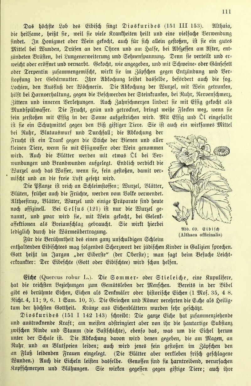 DaS fiöcfifte £ob beS ©ibifcfj fingt DioSfuribeS (151 III 153). 211tl;aia, bic Ijeilfame, fie, weit fie oiele ^ranfffeiten Ijextt unb eine oielfacfje Verroenbung finbet. git igonigmet ober Sßein gelocht, auc^ für fidl) allein geftojjen, ift fie ein gutes fDiittel bei SBunben, Prüfen an ben Dfjreit unb am igalfe, bei Stbfjeffen am 2tfter, ent= jünbeten Vrüften, bei £ungenerroeüerung unb ©efinenfpannung. Denn fie oerteitt unb er= roeicfit ober eröffnet unb oernarbt. ©efodtit, mie angegeben, unb mit ©cf)roeine= ober ©änfefett ober Serpentin 3ufammengemifcf)t, roirft fie im gäpfcfjen gegen ©ntjünbung unb Ver= ftopfung ber ©ebärmutter. gljre Stbfocliung leiftet baSfelbe, beförbert aucf) bie fog. Sodjien, ben SluSflufj ber äBödjnerin. Die Stbfocliung ber Söurget, mit SBein getrunfen, l;ilft bei <Qarnoerf)altung, gegen bie Vefcfnoerben ber ©teinfranfen, bei fRuljr, fReroenfcfimerä, gittern unb inneren Verlegungen. 21ucf) galmfcfimeräen linbert fie mit @ffig gelobt als SRunbfpülroaffer. Die grudtjt, grün unb getrocfnet, bringt roeijje Rieden roeg, menn fie fein jerftobeit mit (Siffig in ber ©onne aufgeftricfyen roirb. 9Rit @ffig unb Dl eingefalbt ift fie ein ©dfubmittet gegen ben Vife giftiger Diere. ©ie ift aud) ein roirffameS 2Rütel bei 3iuE)r, VlutauSrourf unb DurbfjfaK; bie 2Xbfod;uxrg ber grudjt ift ein Dranf gegen bie ©tidje ber Vienen unb aller fleinen Diere, menn fie mit ©ffigtoaffer ober 2Bein genommen roirb. 2ludj bie Vlätter roerbeit mit etroaS Dl bei Ver= rounbungeit unb Vranbrounben aufgelegt, ©nblidf) oerbicft bie löurjel aucf) baS Söaffer, roenn fie, fein geflogen, batnit oer= mifdjjt unb an bie freie Suft gefegt roirb. Die ^ßflanje ift reid) an ©d)teimftoffen; äßtirjel, Vlätter, Vlüten, früher aucf) bie griicf)te, roerben oom Volle oerroenbet. Slltfjeefirup, Vlätter, Söurjel unb einige Präparate finb fjeute nocf) offline!!. Vei ©elfuS (121) ift nur bie Sßurjel gc= nannt, unb jroar roirb fie, mit Söeiit gelobt, bei ©elenf* affeltionen als Vreiuntfcfilag gebraust, ©ie roirft hierbei lebiglicf) burcf) bie SBärmeübertragung. gür bie Veriifpntfieit beS einen ganj unfdfjulbigen ©d^leint entfjaltenben @ibifd)teeS mag folgenbeS ©djeräroort ber jübifd^en $iuber in ©alijien fpredfien. ©ott fieifjt im gargon „ber ©iberfte (ber Dberfte); man fagt beim Vefud^e Seicht» erfranfter: Der ©ibefdfite (®ott ober ©ibifcljtee) roirb fdtjon f»elfen. ©id)C (Quercus robur L.). Die Sommer* ober ©tieleidfe, eine ^upulifere, fiat bie reidfiften Vejielfungen jutn ©emütsleben ber SRenfcfjen. VereitS in ber Vibel gibt eS berühmte ©icfjett, (Südien als Denfmäler ober fjiftorifcfje ©icfien (1 9Rof. 35, 4 8. 3tic£)t.4, 11; 9, 6. 1 ©am. 10, 3). Die ©rieten unb fRönter oerefjrten bie @td£)e als £eilig= tum ber f)öcf)ften ©ottfieit. Oranje aus ©idfienblättern rourben fetjr gefd^äfet. DioSfuribeS (151 I 142 143) fdfjreibt: Die ganje @icf)e fiat äufatnmenjiefienbe unb auStrodnenbe $raft; am meiften abftringiert aber oon if»r bie fjautartige ©ubflanj jroifd^en fRinbe unb ©tamrn (bie VaftfdEjicfite), ebenfo baS, roaS um bie (Siegel fierurn unter ber ©dfiale ift. Die 2fbfocfjung baoon roirb benen gegeben, bie am 9Ragen, an Vulfr unb an Vlutfpeien leiben; aucf) roirb jenes fein geftofjen im gäpfcfjen ^,en an glufj leibenben grauen eingelegt. (Die Vlätter aber oerlleben frifdf) gefd^tagene 3Bunben.) 2luc^ bie ©icfjeln leiften baSfelbe. ©enoffen finb fie fjarntreibenb, oerurfacf)en ilopffdfimerjen unb Vfäfiungen. ©ie roirfen gegeffen gegen giftige Diere; audfj i£)re 9Ibb. 69. ©ibifd) (Althaea officinalis)