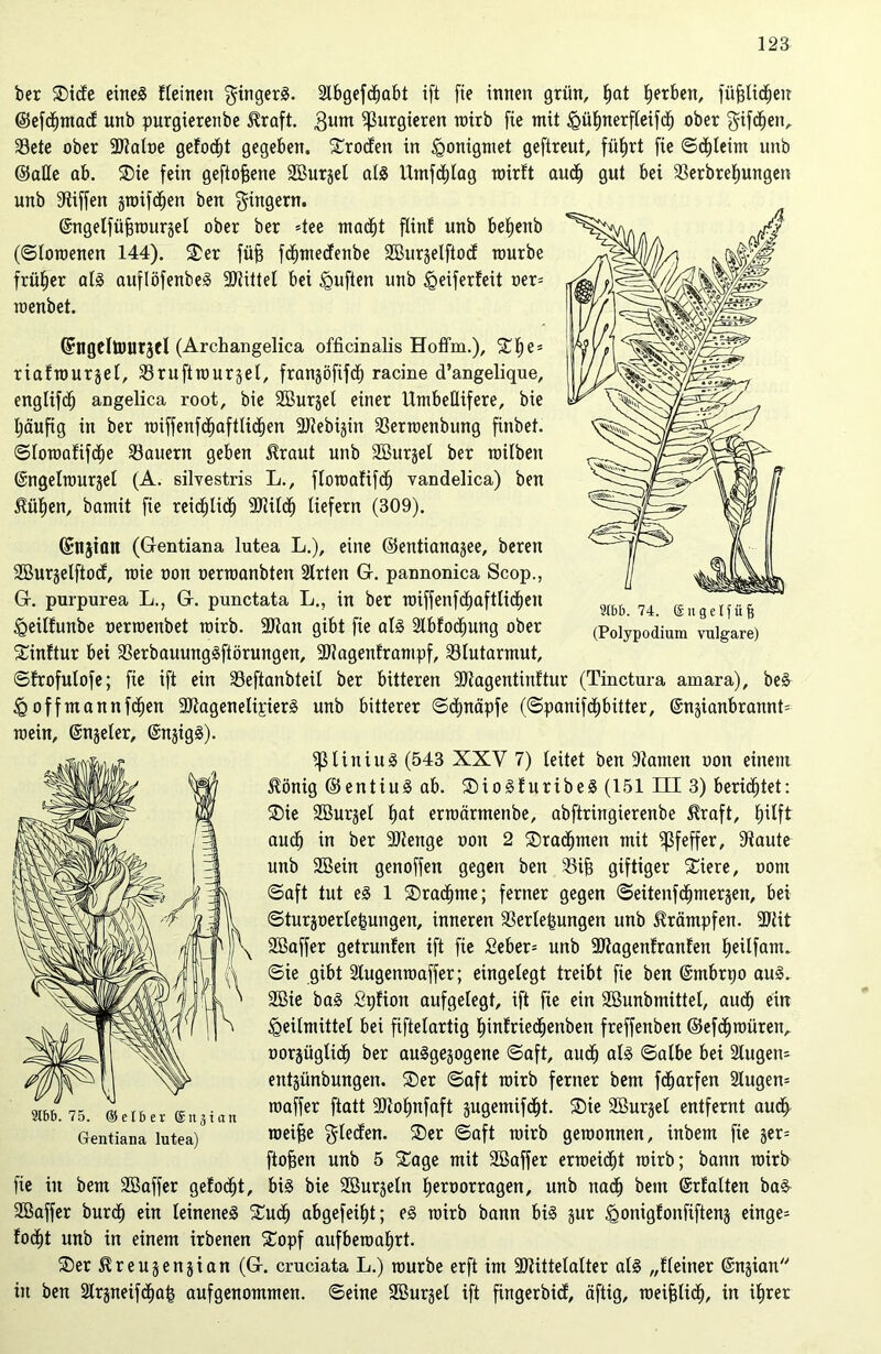 ber ®i<fe eines fleinen gingerS. Slbgefcfiabt ift fie innen grün, l)at gerben, füfjlicfiett ©efcfjmact unb purgierenbe Alraft. 3um purgieren wirb fie mit Hüfjnerfleifclj ober gifdjen, Sete ober SJtaloe gefocf)t gegeben. ®ro<fett in <gonigmet geftreut, füfyrt fie ©ci)Ieim unb ©äße ab. ®ie fein geftoftene SBurjel als Umfcf)Iag roirft audlj gut bei 33erbrel)ungen unb Siiffen jroifd^en ben Ringern. ©ngelfufirourgel ober ber =tee mad^t fünf unb befjenb (Slowenen 144). ®er fü§ fdjmecfenbe SBurgelftocf mürbe früher als auflöfenbeS Mittel bei Hüften unb ^eiferteit oer= roenbet. ©ngeltturjtl (Archangelica officinalis Hoffm.), Slje» riatrourjel, SBruftrourjel, franjofifc^ racine d’angelique, englifcfj angelica root, bie SBurjet einer Umbeßifere, bie Ijäufig in ber roiffenfdf)aftlidf)en Sltebijin 33erroenbung finbet. ©loroafifcfje dauern geben £raut unb SBurjel ber roilbeit ©ngelrourjel (A. silvestris L., floroatifcf) vandelica) ben ^üfjen, bamit fie reicfilidt) -äRilcf) liefern (309). ©njiati (Gentiana lutea L.), eine ©entianajee, beren SBurjelftod, roie oon oerraanbten Slrten G. pannonica Scop., G. purpurea L., G. punctata L., in ber raiffenfcfjaftlidjen Heilfunbe oerroenbet roirb. SJtan gibt fie als Stbfoc^ung ober ®inftur bei 33erbauungSftörungen, Sltagenframpf, Blutarmut, ©frofulofe; fie ift ein SSeftanbteil ber bitteren SJtagenünftur (Tinctura amara), beS H off mannfcfien -DtagenelipierS unb bitterer ©djnäpfe (©panifcfjbitter, ©njianbrannG ^3liniuS (543 XXV 7) leitet ben Stauten oon einem $önig ©entiuS ab. ®ioSfuribeS (151 III 3) berietet: ®ie SBurjel l)at erroärmenbe, abftringierenbe $raft, f)ilft aucfj in ber Sltenge oon 2 ©rahmen mit Pfeffer, Staute unb SBein genoffen gegen ben 33ifc giftiger ®iere, oont ©aft tut eS 1 ®racf)me; ferner gegen ©eitenfc^merjen, bei ©turjoerle^ungen, inneren Verlegungen unb Krämpfen. SJtit SBaffer getrunfen ift fie 2eber= unb SOtagenfranfen fjeilfam. ©ie gibt Slugenraaffer; eingelegt treibt fie ben ©mbrpo aus. 2ßie baS Spfion aufgelegt, ift fie ein Söunbmittel, audlj ein Heilmittel bei fiftelartig l)intried)enben freffenben ©efdfjroüren, oorjüglicf) ber ausgewogene ©aft, audlj als ©albe bei 2lugett= entjünbungen. ®er ©aft roirb ferner bem fdfjarfen 2lugen= roaffer ftatt SJtoljnfaft jugemifd^t. ®ie SBurjel entfernt audf> roeifje gtecfen. ®er ©aft roirb gewonnen, inbem fie jer= ftofjen unb 5 ®age mit SBaffer erweicht roirb; bann roirb bis bie SBurjeln Ijeroorragen, unb nadl) bem ©rfalten baS- Sßaffer burdjj ein leinenes ®ucf) abgefeimt; es roirb bann bis jur ^ortigfonfiften^ einge- focfjt unb in einem irbenen ®opf aufberoaljrt. ®er ^reujenjian (G. cruciata L.) rourbe erft im SDtütelalter als „fleiner ©njian in ben StrgneifdEja^ aufgenommen, ©eine Sßurwel ift fingerbid, äftig, roeifjlicfj, in iljrer roein, (Snjeler, ©njigS). 9166.75. (Selber Snjian Gentiana lutea) fie iit bem SBaffer getobt. 9t66. 74. @ it g e If ii fj (Polypodium vulgare)