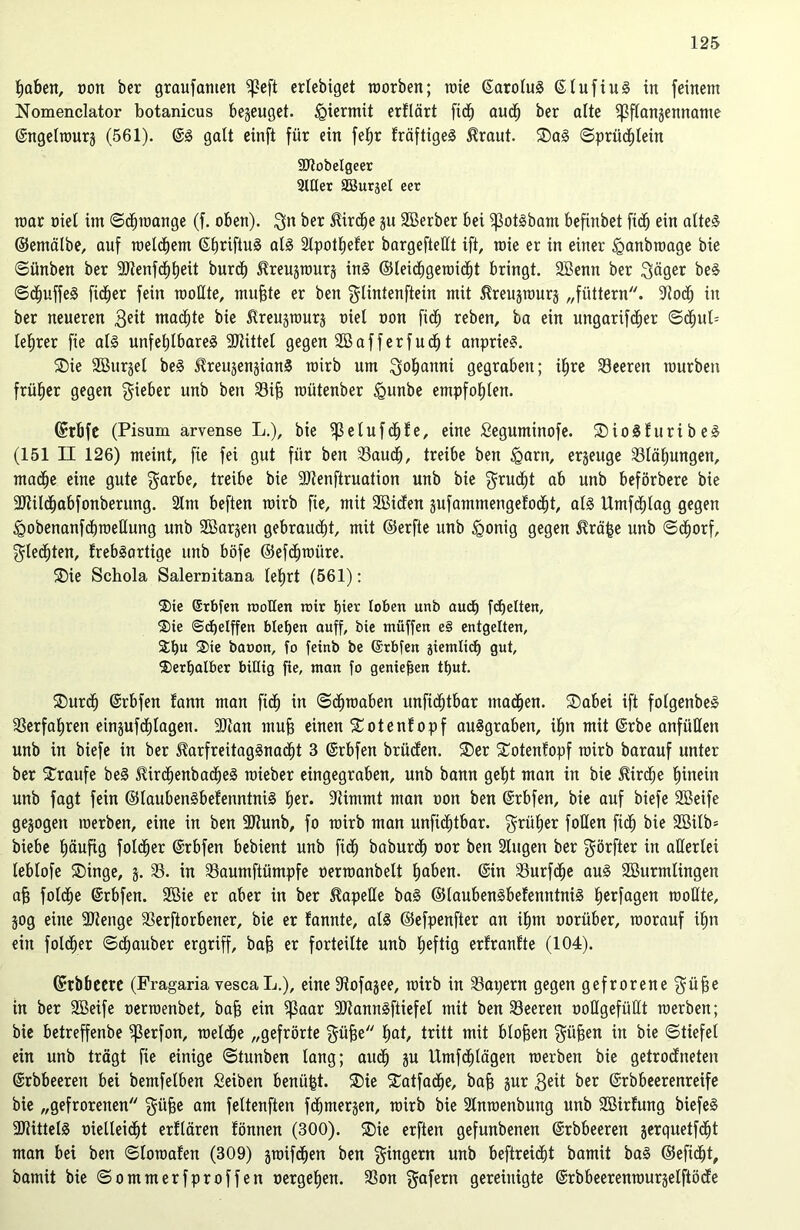 fabelt, oon ber graufamen fßeft erlebiget roorben; rate SaroluS SlufiuS in feinem Nomenclator botanicus bezeuget, hiermit erfldrt fid^ and) ber alte ^flanjennatne Sngelrourj (561). SS galt einft für ein feljr fräftigeS $raut. SaS Sprüchlein SJlobelgeer StUer SB3uräet eer mar oiel im Schwange (f. oben). $n ber Kirche gu SBerber bei fßotsbant befinbet fich ein altes- ©emälbe, auf welchem ©IjrifluS als Slpothefer bargefteßt ift, mie er in einer iganbroage bie Sünben ber SJZenfd^tjeit burch ^reujrourg ins ©leid£)geroid^t bringt. SBenn ber 3;äger beS ScljuffeS fidler fein raollte, mubte er ben $Iintenftein mit ^reugrourg „füttern. 9?od) in ber neueren $eit machte bie ßreugrourg oiel oon fiel) reben, ba ein ungarifd^er Schub leerer fie als unfehlbares Mittel gegen SBafferfudf) t anprieS. Sie Söurjel beS JtreugengianS roirb um ^o^anni gegraben; ihre Leeren mürben früher gegen lieber unb ben Sib raütenber £mnbe empfohlen. ßrbfe (Pisum arvense L.), bie fßeluf <hfe, eine Seguminofe. SioSfuribeS (151 II 126) meint, fie fei gut für ben Saud), treibe ben £arn, erzeuge Sitzungen, madhe eine gute $arbe, treibe bie ÜDtenftruation unb bie $rubf)t ab unb beförbere bie ■Utildhabfonberung. Slnt beften roirb fie, mit SBicfen gufammengefocht, als Umfdhlag gegen igobenanfchroeUung unb Söargen gebraucht, mit ©erfte unb <gonig gegen $rä£e unb Sdhorf, flechten, frebSartige unb böfe ©efdhroüre. Sie Schola Salernitana lehrt (561): Sie (Srbfen »rollen »rir l)ier toben unb auch fchelten, Sie (Scpelffen btefjen auff, bie muffen e§ entgelten, Sfm Sie baoon, fo fetnb be (Srbfen giemltd) gut, Serbaiber billig fie, man fo geniefjen tput. Surdb Srbfen fann man fich in Schwaben unftcbtbar madhen. Sabei ift folgenbeS Verfahren ein§ufd£)Iagen. ÜDtan mub einen Potentopf auSgraben, ihn mit Srbe anfüßen unb in biefe in ber $arfreitagSna<ht 3 (Srbfen brüden. Ser Sotenfopf roirb barauf unter ber Traufe beS StircbenbacbeS roieber eingegraben, unb bann geht man in bie Kirche hinein unb fagt fein ©laubenSbefenntniS her* Stimmt man oon ben Srbfen, bie auf biefe Sßeife gezogen roerben, eine in ben SJtunb, fo roirb man unficfitbar. früher foßen fidh bie 3öilb= biebe häufig foldher Srbfen bebient unb fich baburdh oor ben Singen ber $örfter in aßerlei leblofe Singe, g. S. in Saumftümpfe oerroanbelt haben. Sin Surfcf)e aus Sßurmlingen a§ folche Srbfen. 2Bie er aber in ber $apeße baS ©laubenSbefenntniS h^rfagert rooßte, 30g eine SJtenge Serftorbener, bie er fannte, als ©efpenfter an ihm oorüber, worauf ihn ein foldher Schauber ergriff, bab er forteilte unb heftig erfranfte (104). ©rbbeere (Fragaria vescaL.), eine fRofagee, roirb in Sapern gegen gefrorene $übe in ber SBeife oerroenbet, bab ein ^aar SütannSftiefel mit ben Seeren ooßgefüßt werben; bie betreffenbe fßerfon, welche „gefrörte $übe hat, tritt mit bloben güben in bie Stiefel ein unb trägt fie einige Stunben lang; auch gu Umfdhlägen werben bie getrodneten Srbbeeren bei bemfelben Seiben benü|t. Sie Satfadhe, bab i$ur $eit ber Srbbeerenreife bie „gefrorenen $übe am feltenften fd)mergen, roirb bie Slnroenbung unb SBirlung biefeS SJiittelS oielleidht erflären tonnen (300). Sie erften gefunbenen Srbbeeren gerquetfcbt man bei ben Sloroafen (309) jroifdhen ben Ringern unb beftreidht bamit bas ©eficht, bamit bie Sommerfproffen »ergehen. Son $afern gereinigte Srbbeerenrourgelftödfe