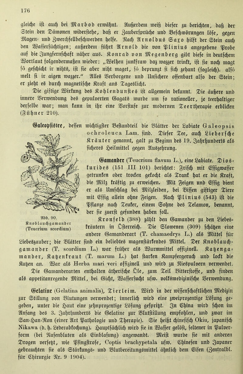 gleiche ift aucf) bei üötarbob ermähnt. Stußerbem rneiß biefer ju berieten, baß ber Stein ben Dämonen roiberfte^e, baß er 3auberfprücf)e unb Vefdtjroörungen töfe, gegen •ättagem ltnb 3merd)feßbefd)merben fjelfe. 9tacf) Slrnotbug Sapo fiilft berStein aud) ben SSafferfücfitigen; außerbcm fiiEjrt 2lrnotb bie ooit ^3tiniug angegebene $robe auf bie Qungfernfdfiaft näßer aug. ^onrab non 9Jtegenberg gibt biefe in beutfdfjem ÜBortlaut fotgenbermaßeu mieber: „2Bel§eu juntfram baj majjer trinft, ift fie nocf) ntagt fo gefd&id&t ir nifitg, ift fie aber nit)t maget, fö beprunjt fi fid) $et)ant (fogleid)), atfo mett fi ir aigen realer. 9lßeg Verborgene unb Unfidjere offenbart atfo ber Stein; er jiet)t eg burcf) magnetifcfie $raft an§ SSageSlic^t. ®ie giftige Söirfung beg $of)Ienbunfteg ift aßgemein befannt. Sie äußere unb innere Verroenbitng beg gepuloerten ©agatg mürbe um fo ratiouefler, je teerfiattiger berfetbe mar; man tarnt in ißr eine Vorftufe jur mobernen Seertßerapie erblideit ($ ii t) n e r 210). mid&tigfter Veftanbteit bie Vtätter ber Sabiate Galeopsis ocliroleuca Lam. finb. Siefer See, audt) Sieberfdfje Kräuter genannt, gatt ju Veginit beg 19. ^afirfiunbertg atg fidfjereg ^eitmittet gegen Stngjefiriing. ©Otnanber (Teucrium flavum L.), eineSabiate. Siog = furibeg (151 III 101) berichtet: grifcf) mit ©ffigroaffer getrunfen ober troden getobt atg Srant tjat er bie $raft, bie SKif} fräftig 31t ermeidtjen. 2Jüt geigen uub ®fft9 bient er atg Umfdfitag bei SJtitjteiben, bei Viffen giftiger Siere mit (Sffig aßeitt offne feigen. 9tac£) ^liniug (543) ift bie Sßflange nad^ Seuter, einem Soßne beg Setamon, benannt, ber fie guerft gefunben fjaben foß. 5?ronfelb (388) jäf)tt ben ©amaitber ju ben £iebeg= fräutern in Dfterreidj. Sie Storoenen (309) fräßen eine anbere ©amaitberart (T. chamaedrys L.) atg ÜDtittel für Siebegjauber; bie Vtätter finb ein beliebteg magenftärtenbeg 9)tütet. Ser $nobtaucf) = gantaitber (T. scordium L.) mar frittier atg SBurmmittet offigineß. $aßenga= manber, ^aßentraut (T. marum L.) tjat ftarfen ^ampfergerucf) unb todt bie $aßen an. 2Bar atg Herba mari veri offijineß unb rairb ju Viegputoern oermenbet. Sie ©amanberarten enthalten ätljerifd^e Dte, junt Seit Vitterftoffe, unb finbeit atg appetitanregenbe SDHttet, bei ©id;t, SBafferfucßt ufm. notfgmebiäinifd^e Verraenbung. ©etatine (Gelatina animalis), Sierleim. Söirb in ber raiffenfcfiaftlidfien ÜJtebijin jur Stiflung oon Vtutungen oermenbet; innerlidf) mirb eine jrceiprogentige Söfung ge= geben, unter bie <gaut eine jefmprojentige fiöfung gefprißt. gn ßfiina mirb fctjon im Anfang beg 3. gafjrtiunbertg bie ©etatine gur Vlutftißung empfohlen, unb jroar im San=§an=9ton (einer 2trt ^atfiotogie unb Sßerapie). Sie fjeißt cfiinefifcf) Okiu, japanifdE) Nikawa (b. t). £eberabtodf)ung). jgauptfädfiticf) mirb fie in SBaffer getöft, fettener in ^3utoer= form (bei Vafenbtuten atg (Sinbtafung) angemanbt. 9)teift mürbe fie mit anbereit Srogen oerfeßt, raie ^fingftrofe, Coptis bracbypetala ufm. ßtjinefen unb Japaner gebrauchten fie atg Stärfungg= unb Vlutbereitunggmittet äfjntid) bem (Sifen (gentratbt. für (Sljirurgie 9tr. 9 1904). ©aleoßfigtee, beffen 3166. 90. Äno&taudjgamanber (Teucrium scordium)