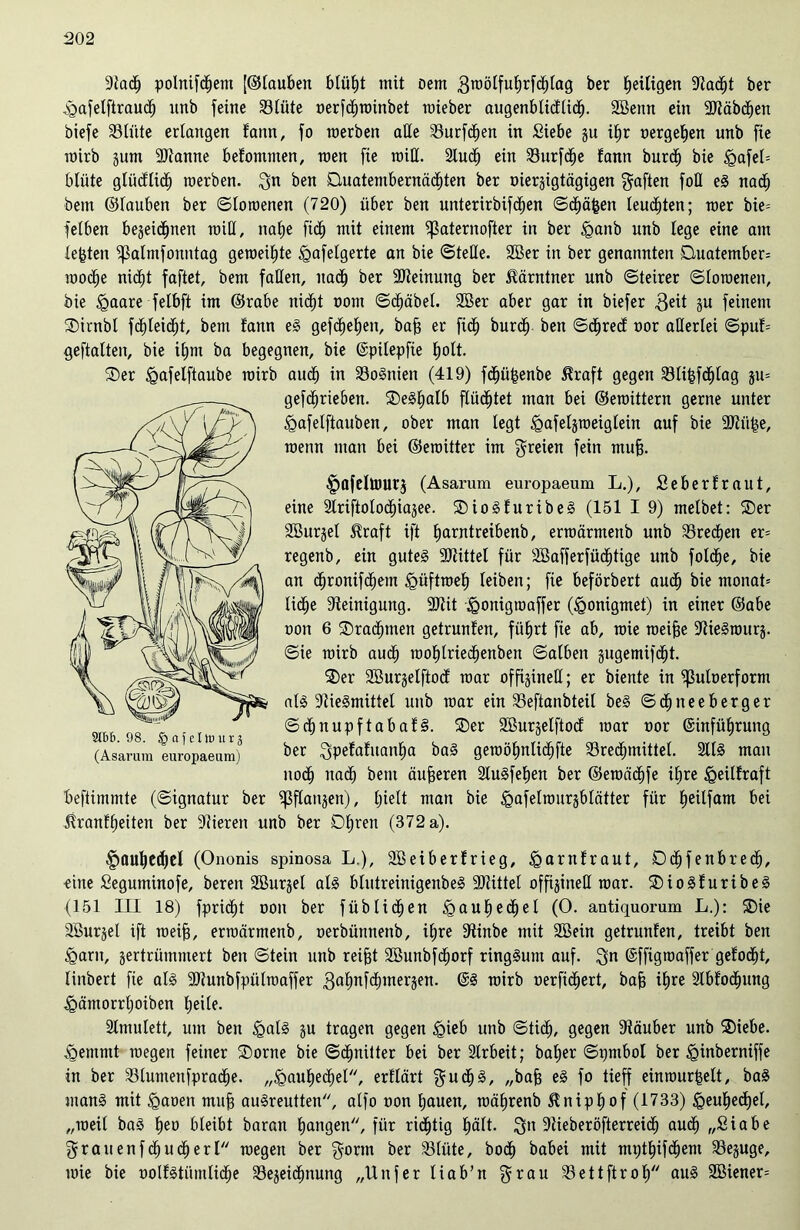 Stad) Politikern [©lauben blüht mit oem Sroötfuhrfchlag ber Zeitigen Stacht ber (gafelftrauch unb feine Blüte oerkminbet roieber augenblidlicf). SBenn ein Sötäbdhen biefe Blüte erlangen fattn, fo merben aße Burken in Siebe gu i£>r oergehen unb fie mirb gum Btanne befontmen, men fie miß. 2lud^ ein Burke lann burch bie <gafel= bliite glüdlicf) merben. Sn ben Ouatembernädhten ber oiergigtägigen Saften fofl eg nach bent ©lauben ber ©loroenen (720) über ben unterirbifchen ©dhäfceit leuchten; roer bie= fetben begeicfjnen miß, nahe fid^ mit einem ^aternofter in ber <ganb unb lege eine am lebten ^almfonntag gemeinte ^afelgerte an bie ©teße. Sßer in ber genannten Buatember= roodhe nicht faftet, bent faßen, nach ber Meinung ber Kärntner unb ©teirer ©loroenen, bie £>aare felbft im ©rabe nid^t oom ©cf)übel. 2Ber aber gar in biefer Seit p feinem SDirnbl kiekt, bent fann eg gefd^eEjen, baff er fiel) burch ben ©dfjred oor aßerlei ©puf= geftalten, bie ihm ba begegnen, bie (Epilepfie Ejott. 2)er <Qafelftaube mirb auch in Bosnien (419) fcfjüfcenbe $raft gegen Blifcklag gu= gekrieben. ®e§l»alb flüchtet man bei ©eroittern gerne unter <gafetftauben, ober man legt <Qafelgroeiglein auf bie SJtiihe, roenn man bei ©eroitter im freien fein muff. ^afeltturj (Asarum europaeum L.), Seberfraut, eine 3triftolocf)iajee. SDiogfuribeg (151 I 9) melbet: ®er Söttrgel Äraft ift ^arntreibenb, errcärmettb unb Brechen er= regenb, ein guteg SJtittel für SBafferfüchtige unb foke, bie an Ironikern ^üftmel) leiben; fie beförbert auch bie monat= liehe Steinigung. SJtit <QOitigroaffer (igonigmet) in einer ©abe nott 6 Drachmen getrunlen, führt fie ab, roie roeifje Stiegrourg. ©ie mirb auch mohlriedhenben ©alben gugemikt. ®er SBurgelftod mar offtgineß; er biente in ißulnerfornt alg Stiegmittel unb mar ein Beftanbteil be§ ©dhneeberger ©ebnupftabafg. ®er SBurgelftod mar oor (Einführung ber 3pefafuanha geroöhnlichfte Bredpnittel. 91l§ man uodh nach bent äußeren Slugfehett ber ©eroächfe ihre <QeiIfraft beftimmte (©ignatur ber ?ßflangen), l;mlt man bie ^afelrourgblätter für h^lf^nt bei ^ranfheitett ber Stieren unb ber Dhren (372 a). 9tbb. 98. § af eIlu ur j (Asarum europaeum) §auheif)el (Ononis spinosa L.), SBeiberfrieg, ügarnlraut, Ddhfenbrecf), eine Seguminofe, bereu Söurgel alg blutreinigenbeg SJtittel offtgineß mar. SDiogluribeg (151 III 18) fpridht ooit ber f üb licfjen <gauf)echel (0. antiquorum L.): SDie äöurgel ift roeifj, erraärmenb, oerbünnenb, ihre Stinbe mit SBein getrunfen, treibt ben £arn, gertrümntert ben ©tein unb reifet SBunbkorf ringgunt auf. Sn (Effigroaffer gelocht, linbert fie alg SJtunbfpütroaffer 3knkntergen. (Eg mirb oerfkert, bafe ihre Slbf'odhung Jgäntorrhoiben heile. Slmulett, um ben <gatg gu tragen gegen <gieb unb ©tidh, gegen Stäuber unb 3)iebe. Jgentntt megen feiner ®orne bie ©dhnilter bei ber Slrbeit; bafeer ©pntbol ber Jginberniffe in ber Blumenfpradhe. „Hauhechel, erklärt Sucfeg, „bafe eg fo tieff einrourfeelt, bag mang mit <gaoen muh augreutten, alfo non hauen, mährenb ßniphof (1733) §euhed)el, „meil bag heo bleibt baran hangen, für richtig hält- Sn Stieberöfterrek auch „Siabe Sraitenfchudherl megen ber Sorm ber Blüte, bodh babei mit mpthikem Beguge, roie bie oolfgtiünliche Begeidhnung „Uitfer liab’n Sr au Bettftroh aug 2ßiener=