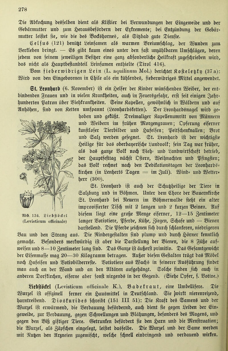 die 2lbfocf)ung begfelben bient als iUifiier bei iBernmnbungen ber ©iitgeroeibe unb ber Gebärmutter unb gum <Qeraugbeförbern ber ©gfremente; bei ©ntgünbung ber Gebär- mutter teiftet fie, roie bie beg 23o<fgl)orneg, alg ©i£bab gute dienfte. ©etfug (121) benüfct Seinfamen alg mannen 23reiumfcl)lag, ber SBunben jum 33erfteben bringt. — ©g gibt faunt eineg unter ben faft ungälßbaren Umfcfjlägen, bereit jebem non feinem jeraeitigen 33efi|er eine gang abfonberlidbje £eilfraft gugefctjrieben wirb,, bag nidfjt alg igauptbeftanbteil Seinfamen enthielte (dirol 416). 93om fieberroibrigen Sein (L. aquilinum Mol.) berietet ^oftele^t9 (37a); 2Birb non ben ©ingeborenen in ©l)ile alg ein fütjlenbeg, fteberroibrigeg SOtittel angeroenbeL ©t. Seontjorb (6. Dtooember) ift ein Reifer ber $inber roünfcfjeuben SBeiber, ber ent» binbenben grauen unb in oieleit üranffjeüen, auc^ in f^euerSgefa£)r, erft feit einigen Zaljr» Ijunberten Patron über S3iel)fran(:£)eiten. ©eine Kapellen, geioöfmticf) in SBälbern unb auf Sinken, finb non betten untfpannt (Seonf)arbgfetten). der Seonljarbgnagel tnirb ge» fjoben unb gefügt, dreimaliger Slapeßenumritt non -männern unb Söeibern im frühen 3}lorgengrauen; Opferung eiferner funftlofer dierbilber unb igufeifen; ißeitfcfienfnaßen; 23rot unb ©alg raerben gefegnet. ©t. Seonfjarb ift ber widjtigfte ^eilige für bag oberbaperifclje Sanbnolf; fein dag mar früher, alg bag gange 33olf nocf) Siel)» unb Sanbioirtfdjaft betrieb, ber <gauptfefttag näd^ft Oftern, Söeiljna^ten unb ^ßfingftert; bag Soll regnet nad^> ben debifationgtagen ber Seonljarbg» firmen (in Senljertg dagen = im Zuli). 2öinb» unb Söetter» Itjerr (300). ©t. Seonljarb ift aud) ber ©djut$f)eilige ber diere in ©algburg unb in iBölpnen. Unter bem ©l)ore ber 23auernfircf)e ©t. Seonljarb bei Steuern im SSöljmerwalbe ftef)t ein alter impronifierter difd^ mit 2 langen unb 2 fitrgen deinen. 2luf biefent liegt eine grofje Slienge eiferner, 12—15 Zentimeter langer 33otiotiere, ^ferbe, 5?üE>e, Riegen, ©cliafe unb — dienen barfteßenb. die ^ßferbe geicfnten fid) burdE) fcfßanferen, niebrigereit 2Öau unb ben ©trang aug. die Stinbergeftalten finb plump unb burcf) Körner tenntlid) gemalt. Sefonberg merfroürbig ift aber bie darftedung ber dienen, bie 8 $ü|3e auf» toeifen unb 8—10 Zentimeter lang finb. dag Gange ift äufjerft primitio. dag Gefamtgen)icf)t ber ©ifenmaffe mag 20—30 Kilogramm betragen. Slufjer biefeit Geftalten trägt bag SRöbel nocf) igufeifen unb SSotiobilberrefte. 93otiotiere aug SBadjg in feinerer Slugfüfjrung finbet inan aud) an ber Sßanb unb au ben Slltären aufgefjängt. ©oldje finbeit ,fid) aud; in anbereu dorffirdjen, eifente aber fonft nirgenbg in ber Gegenb. (©ietje Opfer, f. 33otioe.) Siebftödel (Levisticum officinale K.). iBabetraut, eine Umbellifere. die äßurgel ift offtgineß ferner ein ^augmittel in deutfd)lanb. ©ie [wirft nierenreigenb, fjarntreibenb. diogfuribeg fcfireibt (151 III 51): die ^raft beg ©ameng unb ber SBurget ift ermärmenb, bie Verbauung beförbernb, audf) bient fie gegen Seiben ber ©in» geroeibe, gur SSerbauung, gegen ©dfjweßungen unb Släljungen, befonberg beg 9)tageng, unb gegen ben SBif) giftiger diere. Getrunfen beförbert fie ben igarn unb bie SOtenftruation; bie Sßurgel, alg Zäpfd)en eingelegt, leiftet bagfelbe. die SBurgel unb ber ©ame werben mit Stufen ben Slrgneien gugemifc^t, welche fcfjneß einbringeitb unb oerbauenb mirfen. 2166. 134. Siebftöcfel (Levisticum officinale)