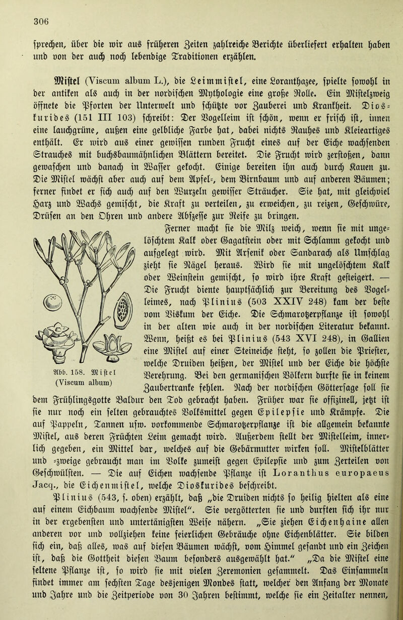 fpredijen, über bie roir aus früheren 3ei*en jal^trcid^e Senate überliefert erhalten fmben imb oon ber audj nodh tebenbige £rabitionen ergäben. Niftel (Yiscum album L.), bie Seimmiftet, eine Sorant^ajee, fpielte foroohl in ber antifen als auef) in ber norbifdjen -Sttjtfiologie eine grofse Stolle. ©in SJtifteljroeig öffnete bie Pforten ber Unterwelt unb fetzte oor 3<*wberei unb Hranffjeit. ®ioS = furibeS (151 III 103) fchreibt: ®er Sogetteim ift fdjön, roenn er frifc^ ift, innen eine taudjgrüne, aujäen eine gelbliche garbe fjat, babei nichts StaufieS unb HleieartigeS enthält, ©r wirb aus einer geroiffen runben $rucf)t eines auf ber ©icfje roachfenben ©traud^e§ mit budfjsbaumäl;nlicf)en blättern bereitet. ®ie $rucf)t roirb jerftofjen, bann geroafefjen unb banaef) in SBaffer getobt, ©inige bereiten il;n auch burdh Hauen ju. ®ie -Stiftet roäcfjft aber auä) auf bem 2Ipfet=, bem Sirnbaum unb auf anberen Säumen; ferner finbet er fidt) auch auf ben Sßurjeln gemiffer ©trauter, ©ie ^at, mit gleichet £>arj unb SöachS gemifefjt, bie Hraft ju oerteilen, ju erroeid^en, ju reijen, ©efchroitre, ®rüfen an ben Dtjren unb anbere Stbfjeffe jur Steife §u bringen. ferner macht fie bie S)iitj roeidh, roenn fie mit unge* löfchtent Half ober ©agatftein ober mit ©chtamm gefodht unb aufgelegt roirb. SJlit Slrfenif ober ©anbaradh als Umfcl)Iag §ief)t fie Stäget l)erau§. SBirb fie mit ungelöfdhtem Half ober SSeinftein gemifcht, fo roirb i£>re Hraft gefteigert. — ®ie grudht biente Ijauptfäd^lidb jur Sereitung beS Sogei* leimeS, nach ^liniuS (503 XXIY 248) fam ber befte oont SiSfurn ber ©i<he. 2)ie ©dt)maro|erpftanje ift forooljt in ber alten roie auch in ber norbifdhen Siteratur befannt. Söenn, Ijeifit eS bei ^3tiniuS (543 XYI 248), in ©aUien eine Stiftet auf einer ©teineiche fte^t, fo §oUen bie ^ßriefter, roelcfje SDruiben fjeifeen, ber -Stiftet unb ber ©icf)e bie hödhfte Sereljrung. Sei ben germanifchen Sölfern burfte fie in feinem 3aubertranfe fehlen. Stadh ber norbifdhen ©ötterfage foll fie bem grühlingSgotte Salbur ben £ob gebraut fjaben. früher roar fie offijirteH, jefet ift fie nur nodh ein fetten gebraustes SotfSmittel gegen ©pilepfie unb Hrämpfe. ®ie auf Rappeln, bannen ufro. oorfomntenbe ©djmaro&erpflanje ift bie allgemein befannte Stiftet, au§ beren f^rüd^ten Seim gemalt roirb. Slufierbem ftellt ber Stiftelteim, inner* lieh gegeben, ein Stittel bar, roelcfjeS auf bie ©ebärmntter roirfen foü. Stiftelbtätter unb =groeige gebraucht man im Sotfe jumeift gegen ©pilepfie unb jum 3e^teilen oon ©efSroülften. — ®ie auf ©i<hen roadhfenbe Spflange ift Loranthus europaeus Jacq., bie ©idhenmiftel, roeld^e ®ioS furibeS befdtjreibt. ^ßliniuS (543, f. oben) ergäbt, bafj „bie ©ruiben nichts fo heilig hielten als eine auf einem ©idhbaunt roadhfenbe -Stiftet, ©ie oergötterten fie unb burften fi<h if>o nur in ber ergebenden unb untertänigften SBeife nähern. „©ie jieljen ©id^en^aine allen anberen oor unb oolljieljen feine feierlichen ©ebräudEje ohne ©idhenblätter. ©ie bilben fiel) ein, bajü alles, roaS auf biefen Säumen roächft, oom <gintmel gefanbt unb ein 3ei<hen ift, baj) bie ©ottfjeit biefen Saum befonberS auSgeroät)lt fjat. „®a bie Stiftet eine feltene ^ftanje ift, fo roirb fie mit nieten 3eremonien gefammelt. SDaS ©infammein finbet immer am fedljften Sage beSjenigen StonbeS ftatt, welcher ben Slnfang ber 3)tonate unb 3af)re unb bie 3^itperiobe oon 30 Satiren beftimmt, roel^e fie ein 3*italter nennen, 9Cbb. 158. gRiftel (Viscum album)