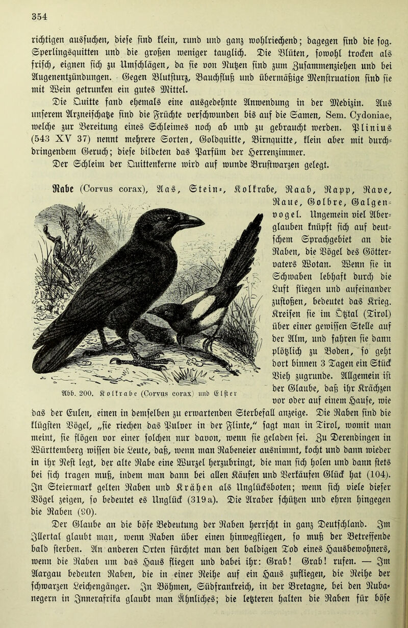 richtigen auSfudßen, biefe fittb ftein, runb tmb ganz woßtriecßenb; bagegen finb bie fog. ©perlingSquüten unb bie großen weniger taugticß. Sie Blüten, fowoßt troden als frifdß, eignen fid; j« Umfragen, ba fie non Stußen ftnb jum ßufammenzießen unb bei Slugenentjünbungen. ©egen Stutfturz, Saucßftuß unb übermäßige Sütenftruation finb fie mit SBein getrunfen ein gutes ÜDtittel. Sie Quitte fanb eßematS eine auSgebeßnte Slnwenbung in ber SJtebizin. SluS unferem Strjneifd^afee finb bie $rüd)te oerfdjwunben bis auf bie ©amen, Sem. Cydoniae, weldße zur Bereitung eines ©cßteimeS nod; ab unb ju gebraust merben. ^tiniuS (543 XV 37) nennt mehrere ©orten, ©otbquitte, Sirnquitte, ftein aber mit burcß» bringenbem ©erudß; biefe bÜbeten baS Parfüm ber Herrenzimmer. Ser ©cßteim ber Quittenferne roirb auf rounbe Sntftwarzen gelegt. Stabe (Corvus corax), SlaS, ©tein--, Holfrabe, Staab, Stapp, Staue, Staue, ©ofbre, ©atgen = o o g e t. Ungemein oiel 2Iber= glauben fniipft ficß auf beut» fcßern ©pracßgebiet an bie Staben, bie Sögel beS ©öfter» oaterS SBotan. SBenn fie in ©cßwaben lebhaft burcß bie Suft fliegen unb aufeinanber Zuftoßen, bebeutet baS $rieg. Greifen fie im Dßtat (Sirot) über einer geroiffen ©teUe auf ber Stirn, unb faßten fie bann plößtiöß zu Soben, fo geßt bort binnen 3 'Sagen ein ©tüd Sief) zugrunbe. StUgemein ift ber ©taube, baß ißr 5Mcßzen oor ober auf einem Haufe, wie baS ber (Sitten, einen in bentfelben zu ertoartenben ©terbefafX aitzeige. Sie Staben finb bie ftügften Söget, „fie riecßett baS Suloer in ber gtinte, fagt mau in Sirot, womit man meint, fie ftögen oor einer fotcßen nur baoon, toenn fie getaben fei. 3U ®erenbingen in SBürttemberg toiffen bie Seute, baß, wenn man Stabeneier auSnimmt, focßt unb bann wieber in ißr Steft legt, ber alte Stabe eine Söurzel ßerzubringt, bie man ficß ßoten unb bann ftetS bei ficß tragen muß, inbetn man bann bei aßen Käufen unb Serfäufeu ©tüd ßat (104). Sn ©teiermarf gelten Staben unb fräßen als UngtüdSboten; wenn fid; oiete biefer Söget geigen, fo bebeutet eS Ungtüd (319 a). Sie Slraber fcßitßen unb eßren hingegen bie Staben (90). Ser ©taube an bie böfe Sebeutung ber Staben ßerrfcßt in ganz Seutfcßlanb. Sm Sßertat gtaubt man, wenn Staben über einen ßinwegftiegen, fo muß ber Setreffenbe batb fterben. Stn anberett Orten fürdßtet man ben batbigen Sob eines HauSbewoßnerS, wenn bie Siaben um baS Hau§ fliegen unb babei ißr: ©rab! ©rab! rufen. — Snt Stargau bebeuten Staben, bie in einer Steiße auf ein iganS zufliegeu, bie Steiße ber fcßwarzen Seicßengänger. Su Sößntett, ©übfranfreidß, in ber Sretagne, bei ben Stuba» negerrt in ^nnerafrifa gtaubt man StßntidjeS; bie teßteren ßatten bie Staben für böfe Stbb. 200. ®oI!rabe (Corvus corax) unb @(fter