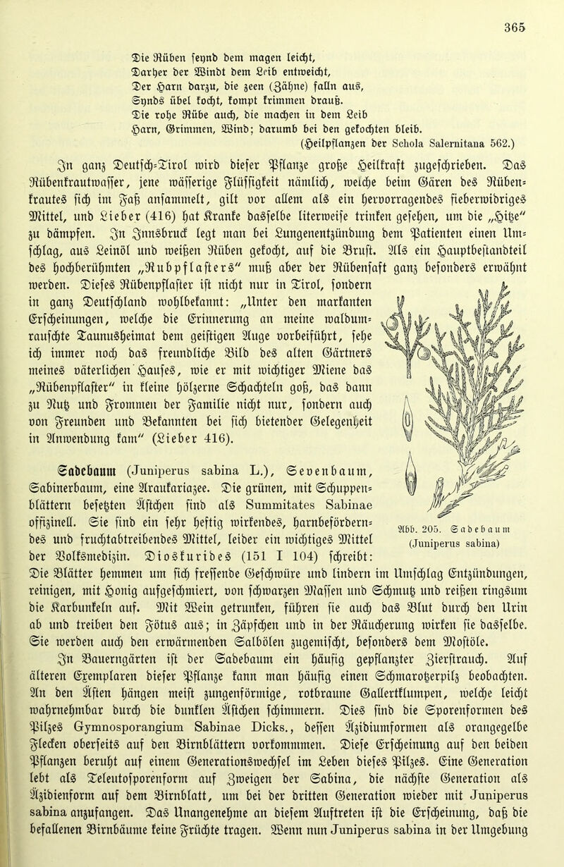 ®ie Stäben fetjnb bem magen leicht, $artjer ber SBinbt bem Seib entroeicbt, ®er Harn bargu, bie zeen (3äf)ne) fatln au§, (SpnbS übel fodjt, fompt frimmen braut). Sie rolje Stübe aucf), bie machen in bem Setb Harn, ©rimnten, 2Binb; batumb bei ben gefocfjten bleib. (Heilpflanzen ber Schola Salernitana 562.) $n gang ®eutfcf)=£irol toirb biefer ^3f£an§e grofje (geilfraft gugefc^rteben. ©aS Sftübenfrauttoaffer, jene toäfferige ^lüffigfeit nämlich, toeicfje beim ©ären beS 9tüben= frauteS fid) im gafs anfammelt, gilt oor allem als ein EjeroorragenbeS fiebertoibrigeS bittet, nnb Sieber (416) fjat itranfe baSfelbe titerioeife trinfen gefeljen, um bie „Hijze gu bämpfen. $n ^mtSbrud legt man bei Sungenentgimbung bem Patienten einen Unt= fdjlag, aus Seinöl nnb meinen dtüben gefodjt, auf bie Söruft. SllS ein Hauptbeftanbteü beS ^oc^berüfimten „9t ubpf I a ft er 3 mufj aber ber dtübenfaft gang befonberS ermähnt roerben. ©iefeS 9tübenpflafter ift nid^t nur in ©irol, fonbern in gang ©eutfcljlanb toofjlbefannt: „Unter ben marfanten ErfMeinungen, toelclje bie Erinnerung an meine roalbutm rauf^te ©aunuSljeimat bem geiftigen 2luge üorbeifü£)rt, fefje idlj immer noch baS freunblicfje ^öilb beS alten ©ärtnerS meines oäterli^en'HaufeS, raie er mit wuchtiger SJtiene baS „9iübenpflafter in Ueine Ijölgerne ©dljacbteln gofj, baS bann 31t 9tu|j nnb frommen ber gamilie nicht nur, fonbern and) oon greunben unb SBefannten bei fidfj bietenber ©elegenljeit in Slntoenbung tarn (Sieber 416). ©abebaum (Juniperus sabina L.), ©eoenbaum, ©abinerbaum, eine Slraufariagee. ©ie grünen, mit ©djuppen* blättern befe^ten äXftd^en finb als Summitates Sabinae offigineH. ©ie finb ein fe^r Heftig rairfenbeS, l)arnbeförbern= beS unb frudljtabtreibenbeS SDtittel, leiber ein mistiges SRittel ber SSoIfSmebijin. ©ioSfuribeS (151 I 104) fcfjreibt: ©ie Sölätter hemmen um fidj freffenbe ©efdjtoüre unb tinbern im Umfcfjlag Entgünbungen, reinigen, mit Honig aufgefcljmiert, oon fdjtoargen SUtaffeu unb ©djmug unb reifen ringsum bie Harbunfeln auf. 9)tit 2Bein getrunfen, führen fie auch baS 93lut burdh ben Urin ab unb treiben ben götuS auS; in 3<Ü’fd)en unb in ber 9täudherung toirfen fie baSfetbe. ©ie raerben auch ben erroärmenben ©albölen gugemifcht, befonberS bem SDtoftöle. 3n Sauerngärten ift ber ©abebaum ein Ijäuftg gepflanzter 3terftraudh. 2Utf älteren Exemplaren biefer ^ßflange fann man Häufig einen ©dhmarofcerpilg beobachten. 2ln ben Säften langen meift gungenfönnige, rotbraune ©adertflumpen, toelclje leidet mafirnefimbar burdj bie bunflen Säftdjen flimmern. ©ieS finb bie ©porenfornten beS SßilgeS Gymnosporangium Sabinae Dicks., beffen Sägibiuntformen als orangegelbe Rieden oberfeitS auf ben SBirnblättern oorfomntmen. ©iefe ErfdEjeinung auf ben beiben SPflangen beruht auf einem ©enerationStoedjfel im Seben biefeS SßitgeS. Eine ©eneration lebt als ©eleutofporenform auf 3roeigen ber ©abina, bie nächfte ©eneration als 2lgibienform auf bem SBirnblatt, um bei ber brüten ©eneration roieber mit Juniperus sabina angufangen. ©aS Unangenehme an biefem Auftreten ift bie ErfdEjeinung, bajj bie befallenen Sirnbäume feine Früchte tragen. SBenn nun Juniperus sabina in ber Umgebung