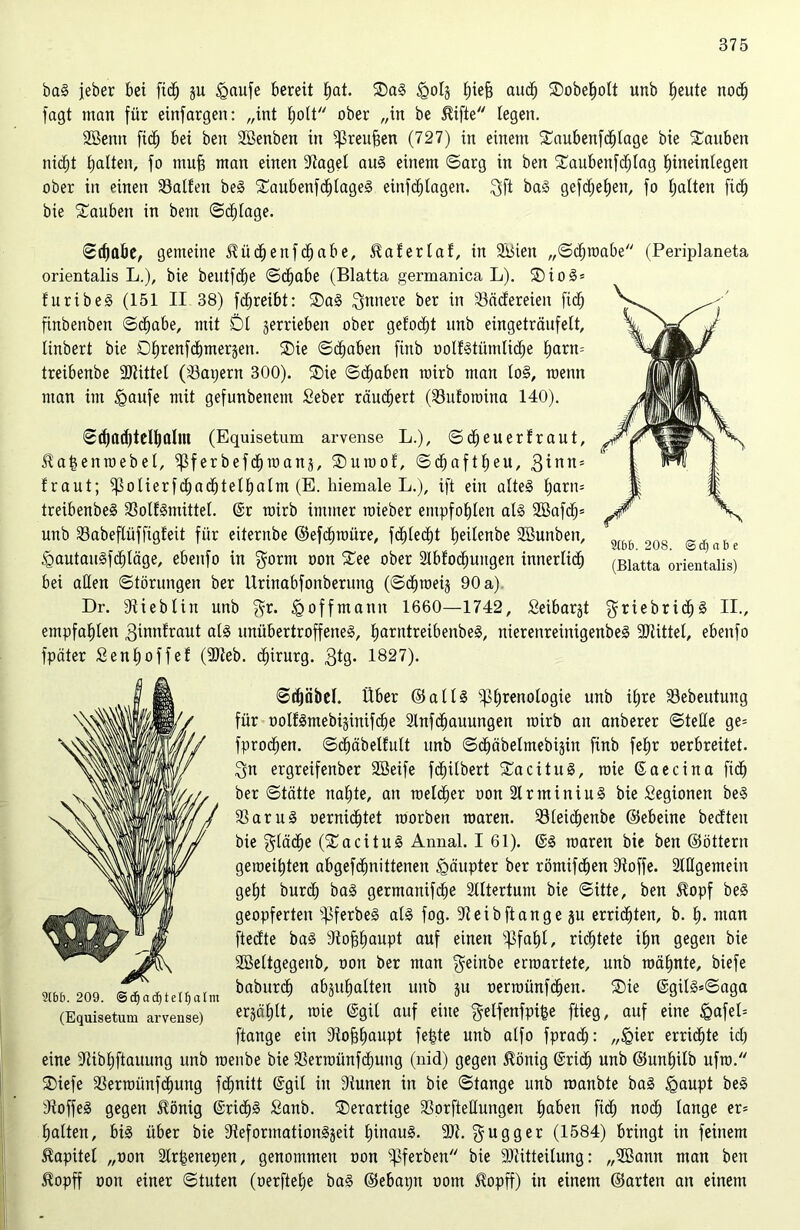 bag jeher bei fidj ju <gaufe bereit fjat. Sag igolg f)iefj audf) SDobe^oIt unb tjeute nobl) fagt man für einfargeit: „int Ijolt ober „in be Hifte legen. SBenn fid^ bei beit Sßenben in ißreufien (727) in einem Saubenfclilage bie tauben nicljt galten, fo mufj man einen dtagel aug einem ©arg in ben Saubenfdljlag tnneinlegen ober in einen halfen beg Saubenfcljlageg einfdfjlagen. $ft bag gefcf;e£)enr fo galten fid) bie tauben in bem ©erläge. ©d)abe, gemeine Hiidtienfcljabe, Material, in Sbien „©dEjtoabe (Periplaneta orientalis L.), bie bentfd^e ©d)abe (Blatta germanica L). Siog = furibeg (151 II 38) fdjreibt: Sag innere ber in Sämereien fidfj finbenben ©d^abe, mit Dt getrieben ober getodjt nnb eingeträufett, tinbert bie Dljrenfdbmergen. Sie ©traben finb oolfgtüttilidje £)arn= treibenbe SJiittet (Samern 300). Sie ©cfjaben mirb man lo§, roenn man im <gaufe mit gefunbenem Seber räuchert (Sdufotoina 140). 9(66. 208. ©d) a b e (Blatta orientalis) ©cf)ad)telbalm (Equisetum arvense L.), ©ctjeuerfraut, Hafgentoebel, $ferbefdfjtoanj, Suioof, ©dfjaftfjeu, 3^nni traut; Rotierfcfjactjtelfjatm (E. hiemale L.), ift ein alteg l;arn= treibenbeg 33olfgmittel. @r mirb immer roieber empfohlen alg 2öafcf)= unb S3abeftüffigfeit für eiternbe ©efcljtoüre, fd^led^t fjeitenbe SBuubeit, (gautaugfdjläge, ebenfo in gorm oon See ober Slbfocfmitgen innerlich bei allen Störungen ber Urtnabfonberuttg (©cfjioeig 90 a) Dr. diieblin unb $r. Igoffmamt 1660—1742, Seibarjt griebricfjg II., empfahlen gimtfraut alg unübertroffeneg, Ijarntreibenbeg, nierenreinigenbeg -Büttel, ebenfo fpciter Senljoffef (SM>. Chirurg. 3^9* 1827). ©d)äbel. Über ©attg ^Phrenologie unb ifjre £3ebeutung für oolfgmebi§inifche Slnfdfiauungen mirb an anberer ©teile ge= fprocfjen. ©cf)äbetfult unb ©dhäbelmebigin finb fetir oerbreitet. 3n ergreifenber SBeife fc^ilbert Sacitug, raie ©aecina fidj ber ©tätte naljte, an melier oon SIrminiug bie Segionen beg iBarug oernicf)tet toorben roaren. 33leichenbe ©ebeine bedteu bie ^tädhe (Sacitug Annal. I 61). ©g waren bie ben ©öttern geroeihten abgefdmittenen Häupter ber röntifdjen dtoffe. Sillgemein geht burcf) bag germanifdbe Slltertum bie ©itte, ben Hopf beg geopferten ^pferbeg alg fog. Steibftangeju errieten, b. I). man ftedte bag dtofjfiaupt auf einen ißfaljl, richtete iljn gegen bie Sßeltgegenb, oon ber man ^einbe erroartete, unb roätinte, biefe baburcf) abjuljalten unb ju oerioünfdjen. Sie ©güg=©aga erzählt, roie ©git auf eilte $elfenfpi|e ftieg, auf eine &afel= ftange ein dio^aupt feiste unb alfo fprad): „<gier errichte ich eine dtibljftauung unb toenbe bie SSerioünfd)ung (nid) gegen Honig (Sridh unb ©unl)ilb ufio. Siefe Skrioünfdljung fchnitt ©gil itt diunen in bie ©tange unb roanbte bag igaupt beg dioffeg gegen Honig ©ridl)g Sanb. Serartige Sorftedungen haben fidh nocf) lange er= halten, big über bie dieformationggeit Ijinaug. dOt. gugger (1584) bringt in feinem Hapitel „oon Slrfgenepen, genommen oon ^ferben bie dDütteilung: „SBann man ben Hopff oon einer ©tuten (oerftetje bag ©ebapn oom Hopff) in einem ©arten an einem 9(66.209. ©d)acf)tel()alm (Equisetum arvense)