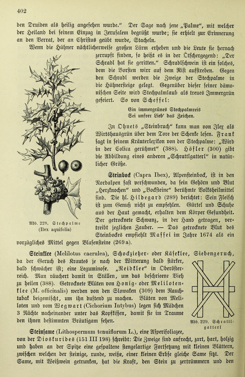 ben Sruiben als Zeitig angefefjen mürbe. Ser ©age nad) jene „Salute, mit melier ber £eitanb bei feinem ©ingug in $erufatem begrübt mürbe; fie erhielt gur ©rinnerung an ben Serrat, ber an ©hrtftuS geübt mürbe, ©tachetn. SBenn bie £>ütmer nächttichermeife großen Särnt ergeben unb bie Seute fie hernach gerrupft finben, fo f)eifit eS in ber Dtfdjergegenb: „Ser ©chrabt hat fie geritten. ©dirabtfchmein ift ein foldjeS, bem bie Sorften roirr auf bem Stift aufftreben. ©egen ben ©d)rabi roerben bie $meige ber ©tedjpatme in bie ^ütjnerfteige gelegt. (Gegenüber biefer feiner bämo-- nifdjen ©eite mirb ©tedjpatmtaub als treues immergrün gefeiert, ©o non ©d) eff et: ©in immergrünes ©tedjpalmreiS @ei unfrer Sieb' baS Reichen. 3n DtjnetS „©teinbruch fann man non $tep all SöirtShauSgrün über bem Sore ber ©djenfe tefen. $ranf fagt in feinem JMuterlepifon oon ber ©teäjpatme: „2Birb in ber ©otica geriitjmet (388). § oft er (300) gibt bie Stbbitbung eines anberen „©chratttgatterl in natür= tiefer ©röfje. ©teinbod (Capra Ibex), Sltpenfteinbod, ift in ben Storbatpen faft nerfchrautiben, ba fein ©etjörn unb Slttt „.<Qergfnoct)en unb „Sodfteine berühmte 33otf^^eirmittet finb. Sie b)t. ^ilbegarb (289) berichtet: ©ein gteifd) ift gutn ©enujj nid^t gu empfehlen, ©ürtet unb ©cfjutie aus ber <gaut gemacht, erhalten bem Körper ©efunbheit. Ser getrodnete ©djraang, in ber <ganb getragen, oer= treibt jeglichen 3auber. — SaS getrodnete 33tut beS ©teinbodeS empfiehlt ÜDtaffei im $ahre l674 als ein oorgüglidjeS Stiftet gegen Stafenfteine (269 a). ©tcintlce (Melilotus caerulea), ©cho<Jgieb)er= ober ^äfeftee, ©iebengerud), ba ber ©eruch beS trautes je nach ber SBitterung halb ftärfer, batb fd^mädher ift; eine Seguminofe. „5teibfiee in Dberöfter* reich- SDtan räuchert bamit in ©fallen, um baS befdjrieene Sieh gu heilen (388). ©etrodnete Stüten non <gonig= ober Stelitoten* ftee (M. officinalis) raerben oon ben ©toroafen (309) bem 3taucfj= tabaf beigemifcht, um ihn buftenb gu machen. Sliiten non Steti* loten unb oom Sßegraart (Cichorium Intybus) legen fidj Stäbchen 3 9täd)te nadjeinanber unter baS ^opffiffen, bamit fie im Sraume ben ihnen beftimmten ^Bräutigam fehen. ©teinfante (Lithospermum tenuiflorum L.), eine Stfperifotiagee, uon ber SioSfuribeS (151III198) fdjreibt: Sie3a»eige finb aufrecht, gart, hart, tjotgig unb haben an ber ©pi|e eine gefpattene ftengetartige gortfefgung mit fteinen Slättern, graifdjen roelchen ber fteinige, runbe, meifje, einer fteinen ©rbfe gleite ©ame fifct. Ser ©ame, mit SBeifiraein getrunfen, hat bie ^raft, ben ©teilt gu gertrümmern unb ben 2166.229. ©djrattb gattert 9(66. 228. © t e d) p n l nt e (Ilex aquifolia)