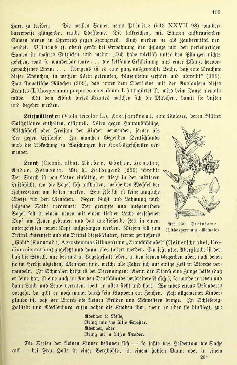 <gant gu treiben. — ©ie meinen ©amen nennt fßliniuS (543 XXVII 98) rounber= barerroeife glängenbe, runbe ©beffteine. ©ie falfreid)ett, mit ©äuren aufbraufenben ©amen bienen in Öfterreich gegen IgarngrieS. Slud) raerben fie als 3au^e^mittet oer= roenbet. fßtiniuS (f. oben) gerät bei ©rroähmmg ber ^ftanje mit ben perlenartigen ©amen in roahreS ©ntgiiden unb meint: ,,gd) ^cibe roirflidj unter ben fßflangett nid)t§ gefeiten, roaS fo nmnberbar märe ... bie feltfatne (Srfc^einitng aus einer Sßflange heroor* getoachfetter ©teilte . . . Übrigens ift eS eine gang auSgemadfte ©adje, baff eine ©radjme biefer ©teincfjen, in meinem Söeitt getrunfen, Slafenfteine gerftört unb abtreibt (388). ©aS floroafifcfje Stäbchen (309), baS unter bem Dberfleibe mit ben SluStäufern biefeS ^rauteS (Lithospermum purpureo-coeruleum L.) umgürtet ift, mirb beim ©ange niemals miibe. Seit bem Slbfub biefeS trautes roafdjeit fid) bie Stäbchen, bamit fie buften unb begehrt mcrbett. ©tiefmütterdjeit (Viola tricolor L.), greifamf raut, eine Siolagee, bereit Blätter ©altgplfäure enthalten, offigittell. SSirb gegen <gautauSfd)läge, Stild)fd)orf ober greifant ber $inber oerroenbet, ferner als ©ee gegen ©pilepfie. gn manchen ©egettbett ©euifddanbS mirb bie 2Ibfod)ung gu 2öafd)ungen ber ürebSgefdjroüre oer= roenbet. ©tord) (Ciconia alba), Slbebar, ©bei) er, Igonoter, Slttber, § ein ob er. ©ie Ijl. ^ilbegarb (289) fdjreibt: ©er ©tord) ift oon Statur einfältig, er fliegt in ber mittleren £uftfd)id)t, roo bie Sögel fiel; aufhatten, roeldje ben 2Bed)fel ber galjreSgeüen am beften merfeit. ©ein gleifdj ift feine taugliche ©peife für ben Stenfdjen. ©egen ©id)t unb Sähntung mirb folgenbe ©albe oerorbnet: ©er gerupfte unb auSgeroeibete Sogei foll in einem neuen mit einem Keinen £od)e oerfefjenen ©opf am fetter gebraten unb baS auSfliefcenbe gett in einem m 230 @tfinfame untergefefden neuen ©opf aufgefangen roerben. ©iefem foß gutn (Lithospermum officiuale) ©rittet Särenfett unb ein ©rittet biefeS Sutter, ferner gerfto^eneS ,,©id)t (^ornrabe, AgrostemmaGithago)unb „©ranchfdmabel (Seifjerfchttabel, Ero- dium cicutarium) gugefefct unb bann alles foliert roerbett, ©in feljr alter Aberglaube ift ber, ba$ bie ©tördje nur bei uns in Sogelgeftalt leben, in ben fernen ©egenben aber, itad) benett fie im £erbft abgiefjen, Stenfd)en ftnb, roeldje alle gaf)re fid^ auf einige geit in ©tördje oer= roanbetn. gn ©djroaben fiei^t eS bei ©erenbingen: Söemt ber ©tord^ eine gütige hätte (baff er feine l;at, ift eine auch int Sorbett ©eutfchlanbS oerbreitete Slnfid^t), fo roitrbe er reben unb bann Sanb unb Seute oerraten, toeil er alles fielet unb hört. 2Bo ittbeS etroaS SefottbereS oorgeht, ba gibt er noch immer burd) fein klappern ein Reichen, gaft allgemeiner £inber= glaube ift, baff ber ©tord) bie fleinen Sriiber unb ©d)toeftern bringe. gn ©df)leSroig= iQolftein unb Siedlenburg rufen baher bie Knaben ihm, roentt er über fie hinfliegt, gu: Abebaer to Sefie, Sring mir 'ne lütje ©mefter. Abebaer, ober Söring mi ’n tütjert Srober. ©ie ©eelett ber fleinen $inber befinben fid) — fo fajjjte baS tgeibentum bie ©ac£)e auf — bei grau <goße in einer Serghöhte, in einem h^hün Saum ober in einem 26*