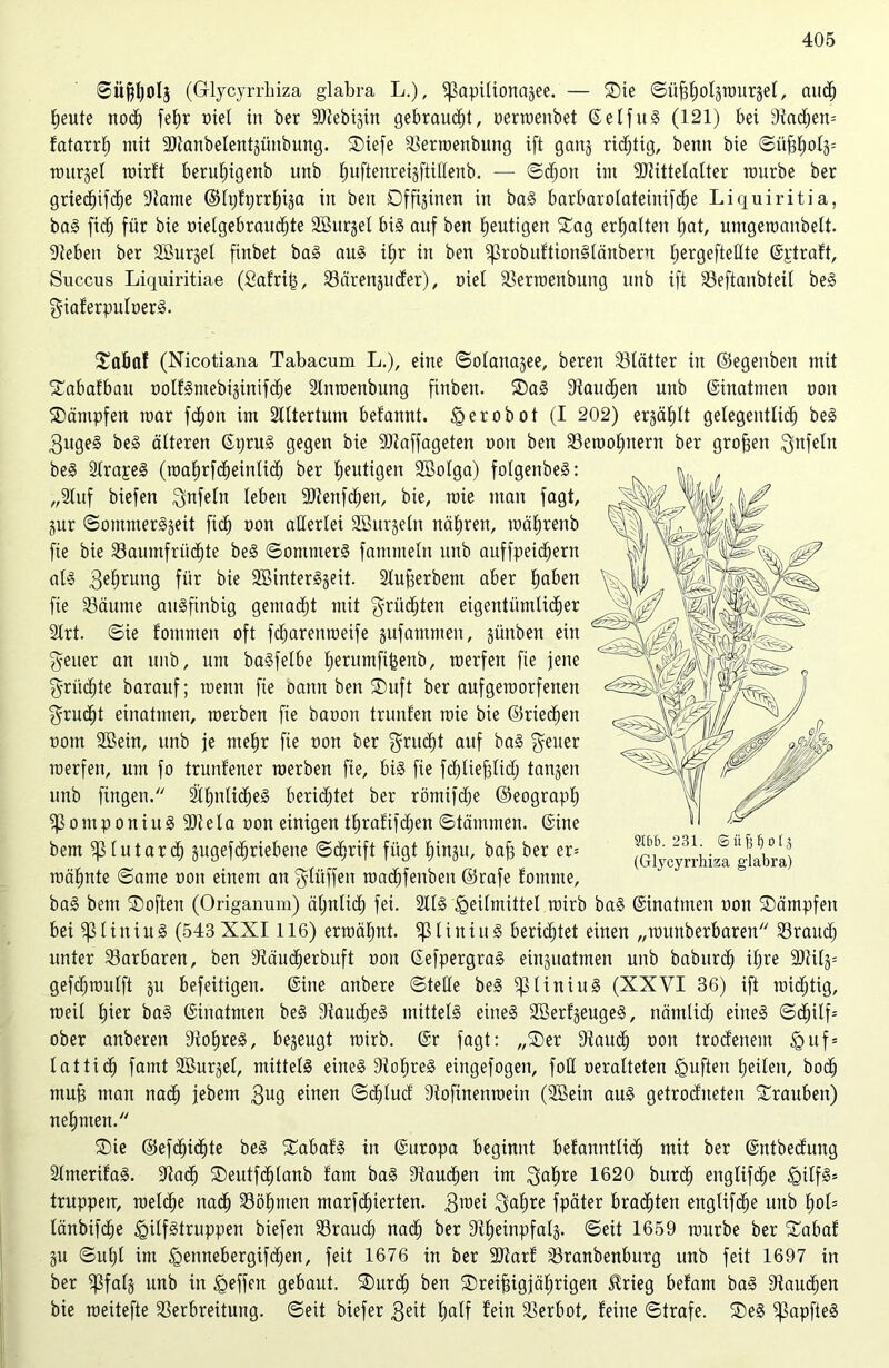 ©itfftola (Glycyrrhiza glabra L.), ^apilionagee. — ®ie ©üffholgroursel, auch E)eute noch fetjr oiel in ber SOiebigin gebraust, oerroenbet ©elflt§ (121) bei 9fad;en= fatarrl) mit 3}tanbelen4ünbung. ®iefe Serroenbuttg ift gatt§ richtig, betut bie ©üfjhol^ rottrjel roirft beruf)igenb unb ^uftenreisftidenb. — ©diott im SDZittetatter mürbe ber gried)ifcf)e 9tame ©Ipfprrfjga in beit Dffijinen in bag barbarolateiitifche Liquiritia, bag fic^ für bie oielgebrauchte SBurjel big auf ben heutigen 5Tag erhalten hat, umgeroanbelt. 9teben ber SÖurjel finbet bag aug itjr in ben $ßrobuftion§länbern IjergefteHte ©ptraft, Succus Liquiritiae (ßafrip, Särenjuder), nie! Serroenbuttg unb ift Seftanbteil beg giaferpuloerg. £abaf (Nicotiana Tabacum L.), eine ©olattajee, bereu Blätter in ©egeitben mit £abafbau nolföntebijinifctje 21nroenbung firtbeit. ®a§ Staunen unb ©inatmen oon Kämpfen mar fchott im Slttertum befannt. ^erobot (I 202) ergäbjlt gelegentlich beg 3uge§ beg älteren ©prug gegen bie Staffageten uoit ben Seroohnerit ber großen Unfein beg Slrapeg (roahrfdheittlich ber heutigen 2Solga) folgenbeg: „2tuf biefen Unfein leben Steitfchen, bie, mie man fagt, jur ©ontmergjeit fiel) non allerlei SBurjelit nähren, mährenb fie bie Saumfrüchte beg ©ommerg fammeln unb auffpeidjern alg 3ef)rung für bie 2Binterggeit. Stufjerbem aber h^üen fie Säume augfinbig gemacht mit gritdjteu eigentümlicher 2lrt. ©ie fomnten oft fdjarenroeife äitfantmen, jimben ein Reiter an unb, um bagfelbe herumfi£enb, raerfen fie jene Früchte barauf; menn fie oantt beit ®uft ber aufgeroorfetten $rud)t einatnten, roerben fie baooit trunfen mie bie ©riechen üont 2Bein, unb je mehr fie uoit ber $rudht auf bag geuer roerfen, um fo trunl'ener raerben fie, big fie fdhliefjlidj tan-jen unb fingen/7 älhitlidjeg berichtet ber röntifdje ©eograph S o nt p o n i u g 9)t e I a uon einigen thrafifdjen ©täntmen. ©ine bem Sfutarch pgefdjriebeite ©dhrift fügt hin;$u, bafj ber er= mahnte ©ame oon einem an glüffen roadhfeitben ©rafe fomtne, bag beut ®often (Origanum) ähnlich fei. Sllg Heilmittel roirb bag ©inatmen non ®ämpfen bei ^31 i n i u g (543 XXI 116) ermähnt. S1i n i tt g berichtet einen „rounberbaren Srattch unter Sarbaren, ben Stäucherbuft oon ©efpergrag einjuatmen unb babttrch ihre 3JUlg= gefcfjroulft ju befeitigen. ©ine anbere ©teile beg Sp t i n i it g (XXVI 36) ift raidjtig, meil hier bag ©inatmen beg 9iaud)eg mitteig eineg Söerfgeugeg, nämlich eineg ©cl)ilf= ober anberen Siohreg, bezeugt roirb. ©r fagt: „®er Staudh oott trodenem Huf* lattidh famt Söurjel, mitteig eineg Stofireg eingefogen, foü oeralteten Hüften heilen, bod) muff man nach jebem $ug einen ©dhlud Stofinenroein (2Bein aug getrockneten Trauben) nehmen. ®ie ©efchidhte beg Sabafg in ©ttropa beginnt befanntlidfj mit ber ©ntbedung Slmerifag. Stadl) ®eutfdhlanb tarn bag Stauchen im $al»re 1620 burch eitglifdfje HÜf§s truppen, roeldje nach Söhnten marfb£)ierten. Sroei $ahre fpäter brachten englifche unb hol* länbifdhe HÜfätruppen biefen Sraud; nach ber Üt^eirtpfalg. ©eit 1659 mürbe ber £abaf ju ©uljl im Hennebergifchen, feit 1676 in ber SOtarf Sranbenburg unb feit 1697 in ber Sfalj nnb in Heffen gebaut. SDnrd) ben ^Dreißigjährigen Strieg befam bag Staudjen bie roeitefte Serbreitung. ©eit biefer $eit ha*f fein Serbot, feine ©träfe. ®eg ^apfteg 8166.231. cs ii B 0 o r 3 (Glycyrrhiza glabra)