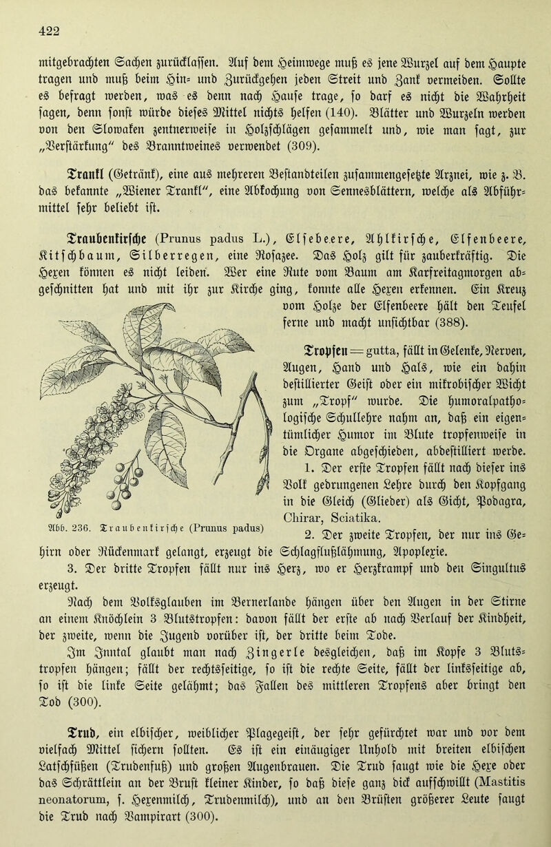 mitgebracfjten ©ac£)en gurüdlaffen. Stuf bem «geimmege mufj eS jene SBurgel auf bem Raupte tragen unb muff beim £in= unb gurücfgetjen febeu «Streit unb 3«^ oermeiben. Sollte eS befragt werben, was eS benn nacf) Igaufe trage, fo barf eS nidfjt bie 2öat)rf)eit fagen, benn fonft mürbe biefeS Spittel uidljtS Reifen (140). ^Blätter unb Söurgeln werben üou ben ©lowafen jentnerweife in ^o!gfcf)lägen gefammelt unb, wie man fagt, gur „Berftärfung beS Branntweines oerwenbet (309). Oranfl (©etränf), eine aus mehreren Beftanbteilen gufammengefefste Slrgtiei, wie g. B. baS befannte „SBiener Oranfl, eine Slbfocfjung non ©enneSblättern, welche als Slbfüfir* mittel fef)r beliebt ift. Oraubenftrfdje (Prunus padus L.), (Slf ebe.ere, Sl^lf irf cfj e, (Slfenbeere, $itf<ä)baum, ©itberregen, eine Stofagee. OaS <golg gilt für gauberfräftig. Oie <gepen fönnen eS nicf)t leiben. 2öer eine Stute oont Baum am 5tarfreüagmorgen ab* gefcfpiitten l)at unb mit il)r gur $ird£je ging, tonnte ade <gepen erfennen. (Sin 5treug oom £olge ber (Slfenbeere f)ält ben Teufel ferne unb ntacf)t unfidftbar (388). Orofjfeit = gutta, fällt in ©elenf'e, Steroen, Slugen, iganb unb <galS, wie ein baf)in befüdierter ©eift ober ein mifrobifcfjer SBicljt gunt „Oropf würbe. Oie l)umoralpatf)o* logifcfje ©cljullefjre na£)m an, bafj ein eigen* tiimtid^er Junior im Blute tropfenmetfe in bie Organe abgefdEjieben, abbeftidiert werbe. 1. Oer erfte Oropfen fädt naclj biefer ins Bolf gebrungenen £ef)re burcf) ben Jlopfgang in bie ©leid) (©lieber) als ©icE)t, ‘ißobagra, Chirar, Sciatika. 31&&. 236. Srau&enfirfAe (Prunus padus) „ ~ ? m y 1 ' 2. Oer gwette Oropfen, ber nur tnS ©e* f)irn ober Stüctenmarf gelangt, erzeugt bie ©cfjlagflufjläljmung, Slpoplepie. 3. Oer britte Oropfen fädt nur ins <gerg, wo er igergframpf unb ben ©ingultuS erzeugt. Stacf) bem BolfSglauben im Bernerlanbe Rängen über ben Slugen in ber ©tirne an einem Stnöcfilein 3 Blutstropfen: baoon fädt ber erfte ab nacf) Berlauf ber ^inb^eit, ber jweite, wenn bie Qugenb vorüber ift, ber britte beim Oobe. 3m 3nntal glaubt man nad) 3tngerle beSgteidfjen, baff im 5lopfe 3 Bluts* tropfen Rängen; fädt ber recfjtSfeitige, fo ift bie rechte ©eite, fädt ber UnfSfeitige ab, fo ift bie linfe ©eite gelähmt; baS gaden beS mittleren OropfenS aber bringt ben Oob (300). Orub, ein elbifdjer, weiblicher ißlagegeift, ber fef)r gefürchtet war unb oor bem oielfacfj SJtittel fiebern fodten. (SS ift ein einäugiger Unfjolb mit breiten elbifcfjen Satfchfü^en (Orubenfujj) unb großen Slugenbrauen. Oie Orub faugt wie bie fgepe ober baS ©dfjrättlein an ber Bruft Heiner Jlinber, fo baff biefe gang bicf auffcfimidt (Mastitis neonatorum, f. «gepenmilcfj, Orubenmildf)), unb an ben Brüften größerer £eute faugt bie Orub nadj Bampirart (300).