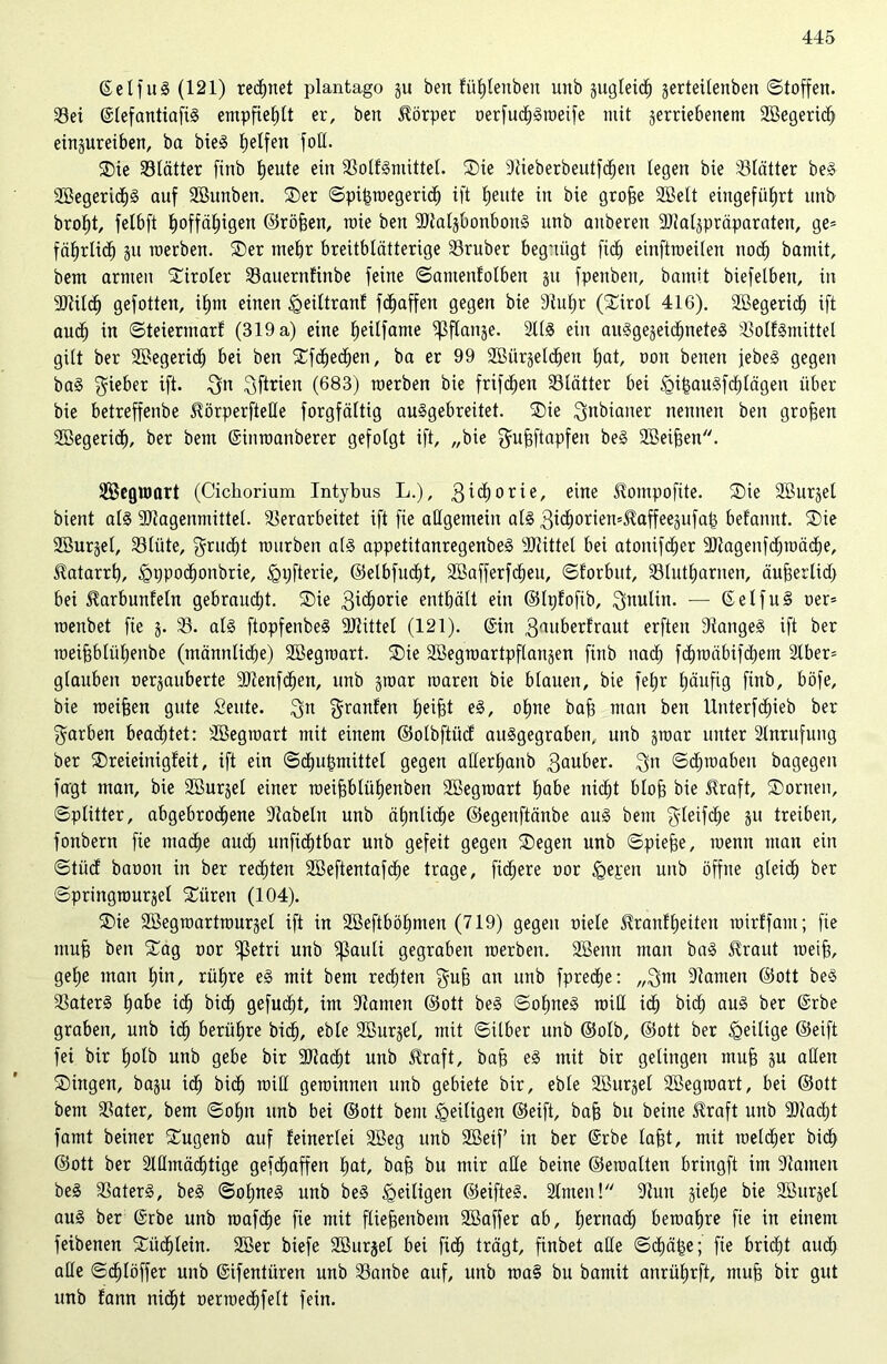 ©eifug (121) regnet plantago gu ben füßlenben unb gugleid) gerteilenben Stoffen. Vei ©lefantiafig empfiehlt er, ben Körper oerfucßgroeife mit getriebenem 2Begeri<h eingureiben, ba bieg Reifen foß. Sie S3tätter finb E)eute ein SSolfgmittel. Sie -Wieberbeutfchen legen bie Blätter beg 2öegerid)g auf SBunben. Ser Spißroegerid) ift tjente in bie grobe 3Belt eingefiiljrt unb broßt, felbft l)offcil)igen ©roßen, raie ben SJfalgbonboug nnb anberen ÜDlalgpräparaten, ge* fä^rltc^ gu merben. Ser mehr breitblätterige Vruber begnügt ftdj einftroeilen noch bamit, bem armen Siroler Vauetnlinbe feine Samenfolben gu fpeitben, bamit biefelben, in 9Wil<h gefotten, ißm einen £eiltran! fdjaffen gegen bie 3tul;r (Sirol 416). Söegerich ift auch in Steiermarf (319 a) eine l)eilfame ^flanje. 311g ein anggegeic^neteg Vollgmittel gilt ber SBegerid) bei ben Sfcßechen, ba er 99 2Bürgelb^en hat, oon benen jebeg gegen bag lieber ift. ^n 3ftrien (683) merben bie frifdjen Sölätter bei <gißaugßhlägen über bie betreffenbe üörperfteße forgfältig auggebreitet. Sie ^nbiauer nennen ben großen Sßegerid), ber bem ©inroanberer gefolgt ift, „bie gußftapfen beg SBeißen. Segmart (Cichorium Intybus L.), 3^c()or^e/ eine ^ompofite. Sie SBurgel bient alg -üJtagenmittel. Verarbeitet ift fie aßgemein alg 3i<horiett=51affeegufaß befannt. Sie Sßurgel, Vlüte, $rud)t mürben alg appetitanregenbeg 9)tittel bei atonifdfer -Dtagenfchmäcbe, Katarrh, ^ppocfjonbrie, §pfterie, ©elbfucßt, 2Bafferf<heu, Sforbut, Vlutßarnen, äußerÜd) bei üarbunleln gebraucht. Sie 31dl)orie enthält ein ©Iplofib, 3nulin. — ©eifug oer* roenbet fie g. V. alg ftopfenbeg Vtittel (121). ©in 3aaberfraut erften Siangeg ift ber roeißblühenbe (männliche) Sßegroart. Sie SBegraartpflangen finb nach fchmäbifcßem 3lber* glauben oergauberte 9Wenfd)en, unb groar roaren bie blauen, bie feßr häufig finb, böfe, bie roeißen gute Seute. $n ^ranfen heißt eg, ohne bah man ben Unterfd)ieb ber färben beamtet: Söegroart mit einem ©otbftüd auggegraben, unb groar unter Slnrufung ber Sreieinigfeit, ift ein Scßußmittel gegen aßerfjanb 3aut)er- 311 ©djroaben bagegen fagt man, bie SBurgel einer roeißblühenben SBegmart habe nicht bloß bie üraft, Sorneu, Splitter, abgebrochene 9iabeln unb ähnliche ©egenftänbe aug bem fyleifdfe gu treiben, fonbern fie mache auch unfichtbar unb gefeit gegen Segen unb Spieße, roenn man ein Stüd baoon in ber rechten Sßeftentafche trage, fid)ere oor <gepen unb öffne gleich ber Springrourgel Süren (104). Sie SBegroartrourgel ift in 2Beftböl)men (719) gegen oiele Utaidheüen roirffam; fie muß ben Sag oor ißetri unb ißauli gegraben merben. SBenti man bag £raitt roeiß, geße man hin, rühre eg mit bem rechten $uß an unb fpreche: „3m -Warnen ©ott beg Vaterg E)abe ich bich gefudft, im Vanten ©ott beg Sohneg miß ich hieß aug ber ©rbe graben, unb ich berühre bich, eble Söurgel, mit Silber unb ©olb, ©ott ber ^eilige ©eift fei bir ßolb unb gebe bir 9Wacf)t unb üraft, baß eg mit bir gelingen muß gu aßen Singen, bagu ich bich miß gereimten unb gebiete bir, eble SBurgel SBegroart, bei ©ott bem Vater, bem Soßn unb bei ©ott bem ^eiligen ©eift, baß bu beine üraft unb 9)tadjt famt beiner Sugenb auf feinerlei 2Beg unb 2Betf’ in ber ©rbe laßt, mit roeldjer bich ©ott ber Slßinächtige gefchaffen hat, baß bu mir aße beine ©eroalten bringft im Vatnen beg Vaterg, beg Soßneg unb beg ^eiligen ©eifteg. 3lnten! 3tun gietje bie Söurget aug ber ©rbe unb maßhe fie mit fließenbem SBaffer ab, ßerna<h beroaßre fie in einem feibenen Sticßlem. 2Ber biefe Sßurgel bei fid) trägt, ßnbet aße Scßäße; fie bricht auch aße Schlöffer unb ©ifentüren unb Vaitbe auf, unb ma§ bu bamit anrüßrft, muß bir gut unb fann nicht oerroechfelt fein.