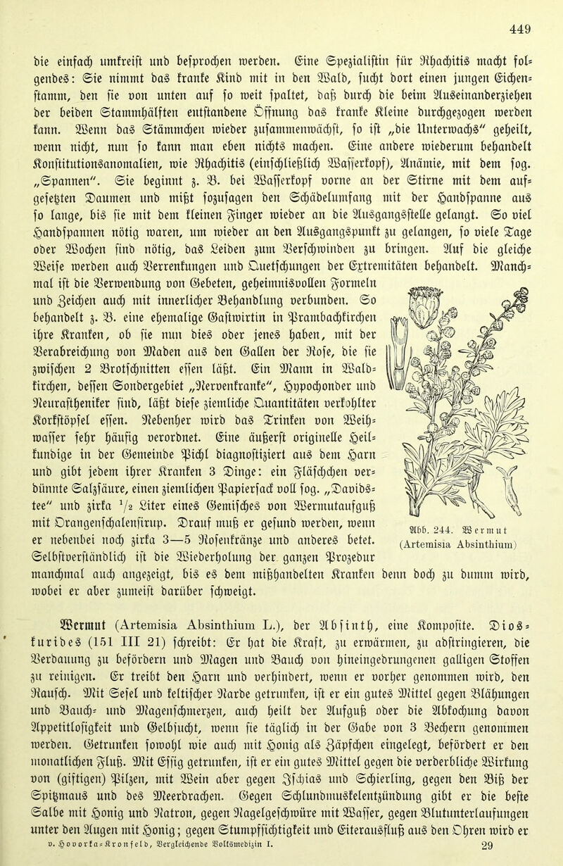 bie einfad; umfreift unb befprod;en roerben. Sine ©pejialifiin für VljadjitiS macht foh genbeS: Sie nimmt baS tränte Jhnb mit in ben 2öalb, fucfjt bort einen jungen (Sidjern ftamm, ben fie non unten auf fo raeit fpaltet, baf) burd) bie beim äluäeinanberjietjen ber beiben Stammljälften entftanbene Dffnung baS traute Steine burdjgejogen merben fann. 2Benn baS Stämmdjen roieber jufammenmädjft, fo ift „bie UnterroadjS geheilt, wenn nidjt, nun fo fann man eben nidjtS ntadjen. (Sine anbere raieberunt bef;anbett ÄonftitutionSanomalien, roie 9tljachiti§ (einfdjliejjlich SBafferfopf), Slnämie, mit bem fog. „(Spannen. Sie beginnt 3. 23. bei SBafferfopf oorne an ber Stirne mit bem auf= gefegten ®aumen unb mifjt fojufagen ben Sdjäbelutufang mit ber ^anbfpanne aus fo tauge, bis fie mit bem fteinen Ringer roieber an bie 2luSgangSftetIe gelangt. So oiet iganbfpannen nötig roaren, um roieber an ben 2lu§gangSpunft 31t gelangen, fo oiele £age ober Sßodjen finb nötig, baS Seiben 3um Verfdjroinbett gu bringen. Stuf bie gleiche 2öeife roerben and; Verrentungen unb Quetfdjungen ber (Sptremitäten betjanbett. 9)fand;= mal ift bie Verroenbung non ©ebeten, getjeimniSoollen Formeln unb 3eid;en auc^ mit innerlicher 23ef;anblung oerbunben. So betjanbett 3. 23. eine ehemalige ©aftroirtin in ^rambadjfirdjen ihre Oranten, ob fie nun bieS ober jenes haben, mit ber Verabreichung non 9Jtaben auS ben ©alten ber 2tofe, bie fie groifdjen 2 Vrotfdjuitten effen löfjt. (Sin Dtann in 2Balb= firdjen, beffen Soubergebiet „Veroenfranfe, ^ppodjonber unb Veitrafttjenifer finb, läfjt biefe giemlidje Quantitäten uerfotj^er $orfftöpfel effen. Siebenter roirb baS Printen non 2Beil;= roaffer fetjr häufig nerorbnet. (Sine äufjerft originelle <gei(= funbige in ber ©emeinbe ißicht biagnofti§iert aus bem £>arn unb gibt jebem ihrer Traufen 3 Qinge: ein $läfd;d;en ner= bünnte Salgfäure, einen gietnlidjen ^3apierfaci nott fog. „®aoibS= tee unb 3trfa V2 Siter eines ©entifcfjeS oon Sßermutaufgufj mit Draugenfdjalenfirup. Qrauf mufj er gefunb roerben, roenn er nebenbei noch sirfa 3—5 Diofenfränge unb anbereS betet. Setbftoerflänblich ift bie 2Bieberfjolung ber gangen Vu)3ebur mandpnal auch ange3eigt, bis eS bem mifehanbelten Itranfen beim bod; 311 bumnt roirb, roobei er aber sumeift bariiber fdjroeigt. Vßemutt (Artemisia Absinthium L.), ber 2tbfintt;, eine ^ompofite. ®ioS = furibeS (151 III 21) fcfjreibt: (Sr hat bie straft, 31t erroärmen, 31t abftringieren, bie Verbauung gu beförbern unb Klagen unb Vauch non tjineingebrungenen galligen Stoffen 31t reinigen. (Sr treibt ben §arn unb uertjinbert, roenn er oorher genommen roirb, ben Vaufcf). Vtit Sefet unb feltifcljer Siarbe getrunfen, ift er ein gutes SDtittet gegen 23tähungen unb Vaudj= unb ÜDtagenfdjmergen, auch hält ber Sbufguh ober bie Stbfodjung baoon 2tppetittofigfeit unb ©etbfudjt, roenn fie täglich in ber ©abe oon 3 23echern genommen roerben. ©etrunfen forootjt roie auch mit §oitig als 3äpf<hen eingelegt, beförbert er ben mouatlidjen glufs. 9)tit (Sffig getrunfen, ift er ein gutes Mittel gegen bie oerberbtidje 2öirfung oon (giftigen) Pilsen, mit 2ßein aber gegen 3fdjiaS unb Schierling, gegen ben Vijj ber SpigmauS unb beS 90teerbrad;en. ©egen SdjtunbmuSfelentgünbung gibt er bie befte Salbe mit £ronig unb Vatron, gegen 9tagelgefchroüre mit SBaffer, gegen Vtutunterlaufungen unter ben 2lugen mit <gonig; gegen Stumpffidjtigfeit unb (SiterauSflufj auS ben Dljren roirb er n. ^ODorfasfironfetb, SSerglei^ertbe S3oU§mebtäin I. 29