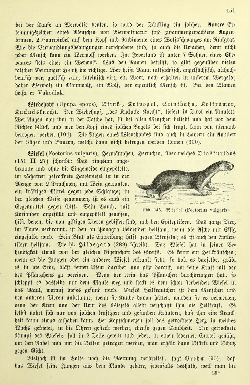 bei ber Saufe au SBerroötfe benf'en, fo roirb ber Säufltng ein folcfjer. Slnbere Er* fennungSjeidjen eines SJtenfcben non Sßerrootfnatur finb jufammengeraac^fene 2tugen= brauen, 2 igaarroirbet auf bem £opf unb Stubimente eines 2öolfSfdjroanjeS am 9tüdgrat. 2Bie bie SerroanblungSbebingungen oerfc^iebene finb, fo and) bie Urfadjen, beim nid^t feber Stenfcf) fantt ein Söerroolf roerben. 3;m $enerlanb ifi unter 7 ©öljnen eines @t;e= paareS ftetS einer ein SBerroolf. 2BaS ben Stauten betrifft, fo gibt gegenüber oielen fallen Seutungen £erl3 bie nötige. SBer Reifet SJtann (attfäcfififd^, angetfächfifd), altt;odp beutfo^ roer, gaetifd; vair, tateinifcf) vir), ein SBort, itod; erhalten in unferent SBergelb; bal;er Söerroolf ein SJtannroolf, ein SBolf, ber eigentlich SDtenfd) ift. Sei ben ©tarnen Ijeifjt er Yukodlak. Sicbeljofif (Upupa epops), ©tinf=, Äotuogel, ©tinffjahn, ^otfrämer, $ududSfned)t. Ser 2Biebeb>opf, „beS JlududS Unecht, liefert in Sirot ein Stmulett. 2öer Slugen non ihm in ber Safd;e hat, ift bei allen 9Jteufd)en beliebt unb hat oor bem Stichler ©lüd, unb roer ben Jtopf eines folgen SogelS bei fich trägt, famt non nientanb betrogen .roerben (104). Sie Stugen eines 2öiebel;opfeS finb audh in Saijern ein Stmulett ber Säger unb Säuern, welche bann nicht betrogen roerben tonnen (300). SStefel (Foetorius vulgaris), ^erntännbhen, lgermd;en, über roeldjeS SioSturibeS (151 II 27) fdfreibt: SaS ringsum ange* brannte unb ohne bie Eingeroeibe eingepöfelte, im ©chatten getrodnete IgauSroiefel ift in ber ■Stenge non 2 Sradpnen, mit SBein getrunten, ein fräftigeS SJtittel gegen jebe ©Klange; in ber gleichen SBeife genommen* ift eS auch ein ©egenmittet gegen ©ift. ©ein Saud;, mit Storianber angefüllt unb eingepöfelt genoffen, hilft benen, bie non giftigen Sieren gebiffen finb, unb ben Epileptifern. SaS ganje Sier, im Sopfe oerbratmt, ift ben an ipobagra Seibenben heitfam, wenn bie 2tfd;e mit Effig eingefalbt roirb. ©ein Slut als Einreibung hilft gegen ©frofetn; eS ift audh ben Epilep= tifern heilfam. Sie Id- iQilbegarb (289) fdhreibt: SaS Söiefel hat in feiner Se= henbigfeit etroaS non ber gleichen Eigenfchaft beS ©reifS. ES fennt ein <Qeilfräutd)en; roenn eS bie Sangen ober ein anbereS SBiefel erfranft fiel;t, fo holt eS baSfelbe, gräbt eS in bie Erbe, bläft feinen SUetn barüber nnb pifet barauf, um feine $raft mit ber beS d>flän§djenS §u nereinen. Sßenn ber Urin baS ^flän-jchen burchbrungen hat, fo fdhleppt eS baSfelbe mit bem SStaule weg unb ftedt eS bem fd)on fterbenben Söiefel in baS SJtaut, worauf biefeS gefunb roirb. SiefeS ^eilfräutchen ift bem SDtenfthen unb ben anberen Sieren unbefannt; roenn fie Slunbe banon hätten, würben fie eS oerroerten, benn ber Sltem unb ber Urin beS SöiefelS allein oerfchafft ihm bie Igeiltraft. ES fetbft nährt fidh nur non folcfjen fräftigen unb gefunben Kräutern, bafs ihm eine $lranf= heit faum etroaS anhaben famt. Sei Slopffchmerjen foll baS getrodnete Igerj, in roeid;eS 2Bad)S gefnetet, in bie Dhren geftedt roerben, ebenfo gegen Saubl;eit. Ser getrodnete Stumpf be§ SBiefelS foll in 2 Seite geteilt unb jeber, in einen lebernen ©ürtel genäht, um beu Stabet unb um bie ©eiten getragen roerben, man erhält bann ©tärfe unb ©dt)Ut3 gegen ©idht. Sietfach ift im Solfe noch bie Slteinung nerbreitet, fagt Srelfm (90), bafi baS Söiefel feine jungen aus bem SJtunbe gebäre, jebeufaHS beShalb, weil man bie 29* 9Ui6. 245. 333 1 e f e t (Foetorius vulgaris)