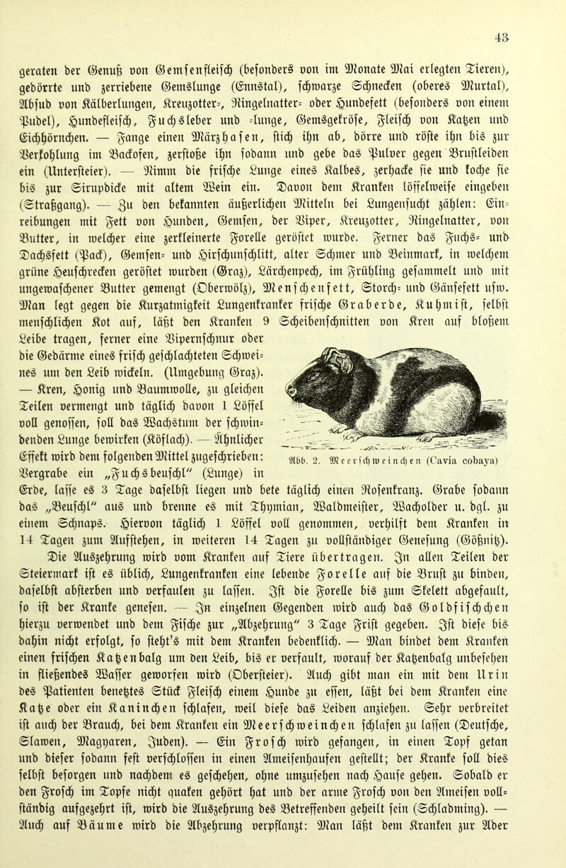 geraten ber @enu§ non ©emfenfteifc^ (befonberS üon im 9}tonate 3}tai erlegten Spieren), gebörrte unb jerriebene ©emälungc (©nngtal), f(^^n)Qräe ©d^neden (oberem 3)turtnl), 2tb)ub t?on ^älberlungen, treujotter=, i)tingelnntter= ober ^imbefett (befonberg oon einem '■^ubel), ^imbefleifd), ^uc^glcber unb 4unge, ©emggefröfe, oon Ra|en unb ©ic^^örnc^en. — ^ange einen aJJörä 1^ q f e n, ftic^ i^n nb, börrc unb röftc i^n big jur '4^er.fo^lung im 33adofen, jerftofee i^n fobaun unb gebe bag ^^uloer gegen SSruftleiben ein (Unterfteier). — 3timm bie frifd^e Sunge eineg 5lalbeg, jer^acfe fic unb fo(^e ftc big jur ©irupbicfe mit altem 2ßein ein. 5Daoon bem Oranten löffelraeife eingebeu (©tra^gang). — 3u ben befannten äu§erlid^en 9Jiitteln bei Sungen)udl)t jä^len: ©iu- reibungen mit gett oon ^unben, ©emfen, ber 5]iper, ilreujotter, 9tingelnatter, oon 33utter, in meldber eine jerfleinerte goreHe geröftet mürbe, ferner bag giidl;g= unb ®ad^gfett (^act), @emfen= unb ^irfd^unfdl;titt, alter ©dbmer unb 33eiumnrf, in meldl;em grüne §eufd^recfen geröftet mürben (®rnj), Särd^enped^, im f^rül)ling gefammelt unb mit uugeroafdliener 33utter gemengt (Obermotj), fDtenfd^enfett, ©tordl)= unb ©änfefett ufm. 3)tan legt gegen bie ^urjatmigfeit Sungenfranfer frifd^e @r ab erbe, 5?ut)mift, felbft menfc^Iid^en ^ot auf, läjgt ben 5lranfeu 9 ©d^eibenfc^nitten oon ^ren auf bloffem Seibe tragen, ferner eine 3^ipernfcl)nur ober bie ©ebärme eineg frifd^ gefc^lad^teten ©cf)mei= neg um ben Seib micEetn. (Umgebung ©raj). — ^ren, §onig unb Saummolle, ju gleidljen fCeilen oermengt unb täglich baoon 1 Söffet ooQ genoffen, foü bag 2Bacbgtum ber fd^min= benben Sunge bemirfen (^öflad^). — äll^nlid^er (Sffeft roirb bem folgeubenSJJittel jugefc^rieben: ^45ergrabe ein „f^ud^gbeufd^l (Sunge) in @rbe, laffe eg 3 Xage bafelbft liegen unb bete täglich einen Stofenfranj. ©rabe fobann bag „33euf(^t aug unb brenne eg mit fTfipmian, SBatbmeifter, SBad^olber u. bgt. ju einem ©c^napg. fpieroon täglid^ 1 Söffel ooH genommen, oer^ilft bem J?ranfen in 14 Etagen jum äluffte^en, in meiteren 14 Tagen 511 ooüftänbigcr ©enefung (©öfeni^). Tie 2lug5el)rung mirb 00m Uranien auf Tiere übertragen. allen Teilen ber ©teiermarf ift eg üblid^, Sungenfranfen eine tebenbe f^orelle auf bie 33ruft ju binbeu, bafelbft abfterben unb oerfaulen ju laffen. 3fl f^oretle big jum ©felett abgefault, fo ift ber Traufe genefen. — einjelnen ©egenben mirb aud^ bag ©olbfifdt)d^en llierju oerroenbet unb bem äur „Slb^elirung 3 Tage f^rift gegeben. 3ft i’iefe big ba’^in nidbt erfolgt, fo ftel)t’g mit bem Uranien bebentlic^. — 3Jton binbet bem Uranfeii einen frifd^en Ha^enbalg um ben Seib, big er oerfault, morauf ber ^a^enbalg unbefeljen in flie^enbeg SBaffer gemorfen roirb (Dberfteier). 2lud^ gibt man ein mit bem Urin bcg ^Patienten bene|teg ©tüdl gleifd^ einem §unbe jn effen, löfet bei bem Uranien eine 5la^e ober ein ^anind^en fd^lafen, meil biefe bag Seiben anjiel)en. ©el)r oerbreitet ift aiic^ ber Srauc^, bei bem ilranleu ein SJleerfd^meincben fc^lafen ju laffen (Teutfc^e, ©lamen, 9)tagparen, gilben). — ©in grofd^ mirb gefangen, in einen Topf getan unb biefer fobann feft oerfd^loffen in einen 2lmeifenl;aufen geftellt; ber kraule foß bieg felbft beforgen unb naclibem eg gefc^el^en, ol)ne umjufe^en nach §aufe ge^en. ©obalb er ben ^rofd^ im Topfe nid^t quafen geliört ^at unb ber arme oon ben 3lmeifen ooß* ftänbig aufgejelirt ift, roirb bie Stugge^rung beg Setreffenben gel)eift fein (©d^labming). — 2lud^ auf 33äumc mirb bie 2lbjel)rung oerpflauät: fOian läjgt bem kraulen jur 3lber §Jbb. 2. TO c £ tue in djen (Cavia cobaya)