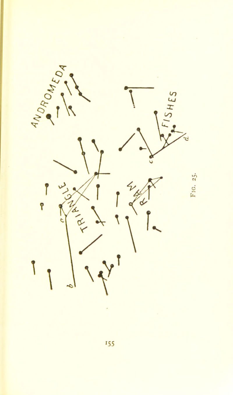 T *55 Fig. 25.