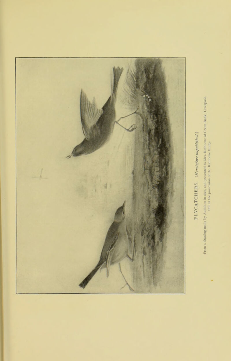 FM CATCHERS. {Heretofore unpublished.)