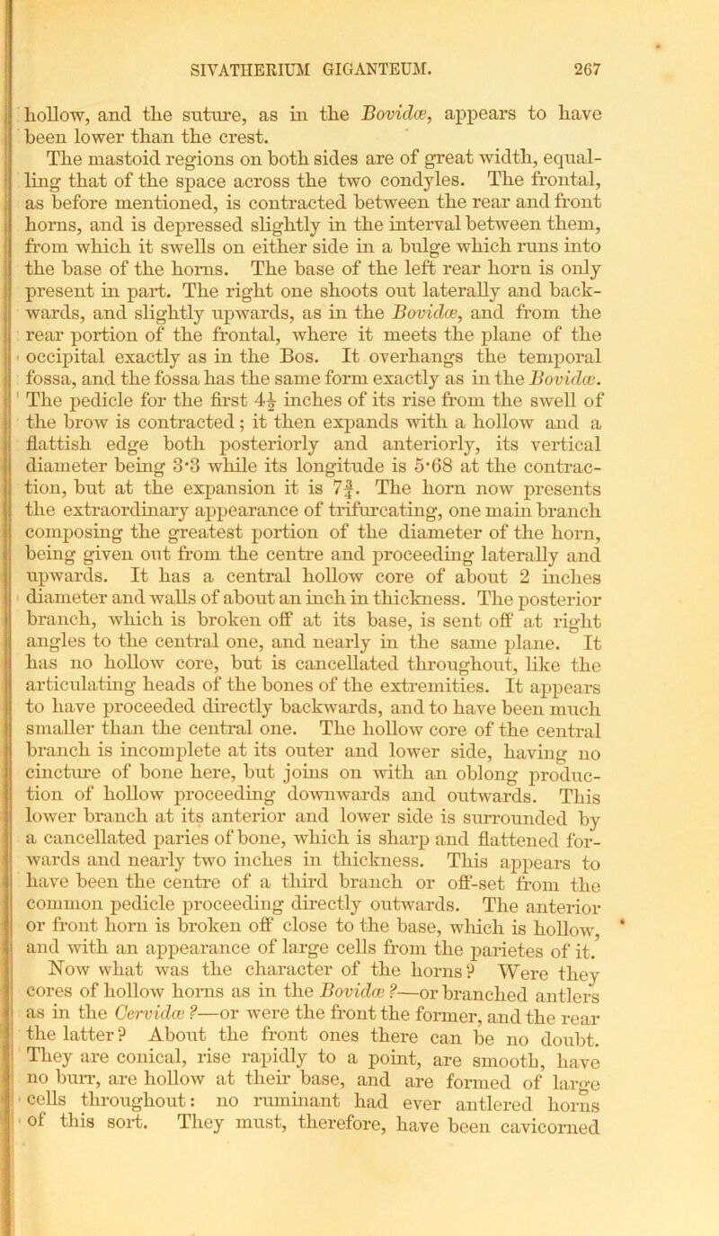 hollow, and the suture, as in the Bovidce, appears to have been lower than the crest. The mastoid regions on both sides are of gTeat width, equal- ling that of the space across the two condyles. The frontal, as before mentioned, is contracted between the rear and front horns, and is depressed slightly in the interval between them, from which it swells on either side in a bulge which runs into the base of the horns. The base of the left rear horn is only present in part. The right one shoots out laterally and back- wards, and slightly upwards, as in the Bovidce, and from the rear portion of the frontal, where it meets the plane of the ■ occipital exactly as in the Bos. It overhangs the temporal fossa, and the fossa has the same form exactly as in the Bovidce. ' The pedicle for the first 44 inches of its rise from the swell of the brow is contracted; it then expands with a hollow and a flatfish edge both posteriorly and anteriorly, its vertical diameter being 3*3 while its longitude is 5’68 at the contrac- tion, bxit at the expansion it is 7f. The horn now presents the extraordinary appearance of trifurcating, one main branch composing the greatest portion of the diameter of the horn, being given out from the centre and proceeding laterally and upwards. It has a central hollow core of about 2 inches • diameter and walls of about an inch in thickness. The posterior branch, which is broken off at its base, is sent oft at right angles to the central one, and nearly hi the same plane. It has no hollow core, but is cancellated throughout, like the articulating heads of the bones of the extremities. It appears to have proceeded directly backwards, and to have been much smaller than the central one. The hollow core of the central branch is incomplete at its outer and lower side, having no cincture of bone here, but joins on with an oblong produc- tion of hollow proceeding downwards and outwards. This lower branch at its anterior and lower side is surrounded by a cancellated paries of bone, which is sharp and flattened for- wards and nearly two inches in thickness. This appears to have been the centre of a third branch or off-set from the common pedicle proceeding directly outwards. The anterior or front horn is broken off close to the base, which is hollow and with an appearance of large cells from the parietes of it. Now what was the character of the horns? Were they cores of hollow horns as in the Bovidce ?—or branched antlers | as in the Cervidw ?—or were the front the former, and the rear the latter ? A bout the front ones there can be no doubt. ! They are conical, rise rapidly to a point, are smooth, have i no burr, are hollow at their base, and are formed of large 11 cells throughout: no ruminant had ever antlered horns of this sort. They must, therefore, have been cavicorned