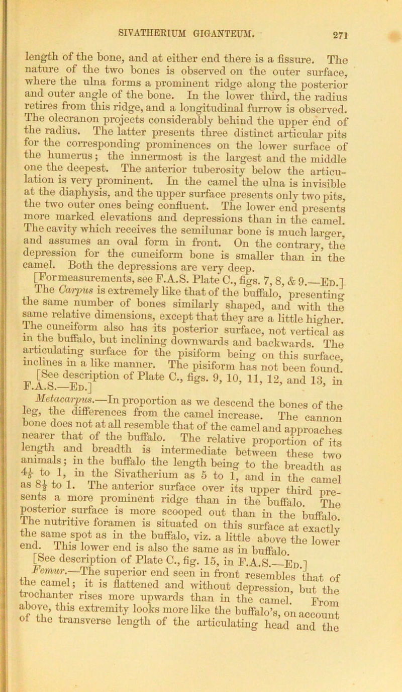 length of tlie bone, and at either end there is a fissure. The nature of the two bones is observed on the outer surface, where the ulna forms a prominent ridge along the posterior and outer angle of the bone. In the lower third, the radius retires from this ridge, and a longitudinal furrow is observed. The olecranon projects considerably behind the upper end of the radius. The latter presents three distinct articular pits for the corresponding prominences on the lower surface of the humerus; the innermost is the largest and the middle one the deepest. The anterior tuberosity below the articu- lation is very prominent. In the camel the ulna is invisible at the diaphysis, and the upper surface presents only two pits, the two outer ones being confluent. The lower end presents more marked _ elevations and depressions than in the camel. The cavity which receives the semilunar bone is much larger* and assumes an oval form in front. On the contrary,the depression for the cuneiform bone is smaller than in the camel. Both the depressions are very deep. [Formeasurements, see F.A.S. Plate C., figs. 7, 8, & 9.—Ed 1 The Cai-pus is extremely like that of the buffalo, presenting the same number of bones similarly shaped, and with the same relative dimensions, except that they are a little higher, lhe cunefform also has its posterior surface, not vertical as intiie buffalo, but inclining downwards and backwards The articulating surface for the pisiform being on this surface, inclines a ,llke manner. The pisiform has not been found F A5S-ED1]Ptl°n °f Hate C'’ figS' 9’ 10’ H’ 12’ and 13’ in Metacarpus.—In proportion as we descend the bones of the leg, the differences from the camel increase. The cannon bone does not at all resemble that of the camel and approaches nearer that of the buffalo. The relative proportion of its length and breadth is intermediate between these two animals; m the buffalo the length being to the breadth as e SlJatllcrumi as 5 to 1, and in the camel as to 1. The anterior surface over its upper third ore sents a more prominent ridge than in the buffalo The posterior surface is more scooped out than in the buffalo ihe nutritive foramen is situated on this surface at exact! v the same spot as in the buffalo, viz. a little above the lowe? end. This lower end is also the same as in buffalo [See description of Plate C., fig. 15, in F.A S —Ed 1 Femur. The superior end seen in front resembles that of the camel; it is flattened and without depression, but the trochanter rises more upwards than in the camel. From above, this extremity looks more like the buffalo’s, on account of the transverse length of the articulating head and the