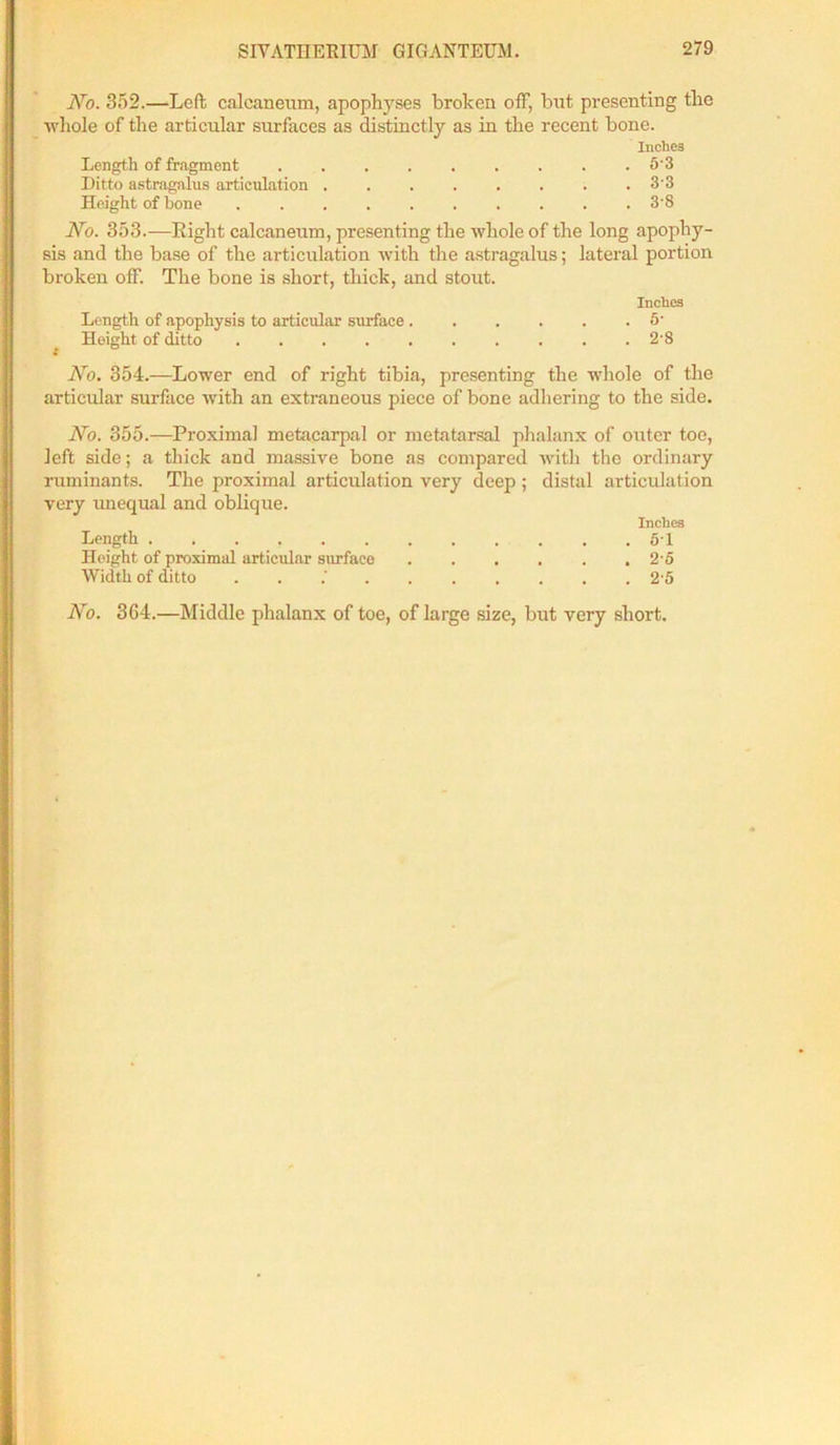 No. 352.—Left calcaneum, apophyses broken off, but presenting tlie whole of the articular surfaces as distinctly as in the recent bone. Inches Length of fragment 5‘3 Ditto astragalus articulation ........ 3-3 Height of bone .......... 3'8 No. 353.—Right calcaneum, presenting the whole of the long apophy- sis and the base of the articulation with the astragalus; lateral portion broken off. The bone is short, thick, and stout. Inches Length of apophysis to articular surface ...... 6* Height of ditto 2'8 No. 354.—Lower end of right tibia, presenting the whole of the articular surface with an extraneous piece of bone adhering to the side. No. 355.—Proximal metacarpal or metatarsal phalanx of outer toe, left side; a thick and massive bone as compared with the ordinary ruminants. The proximal articulation very deep; distal articulation very unequal and oblique. Inches Length 5'1 Height of proximal articular surface 2'5 Width of ditto 2-5 No. 364.—Middle phalanx of toe, of large size, but very short.