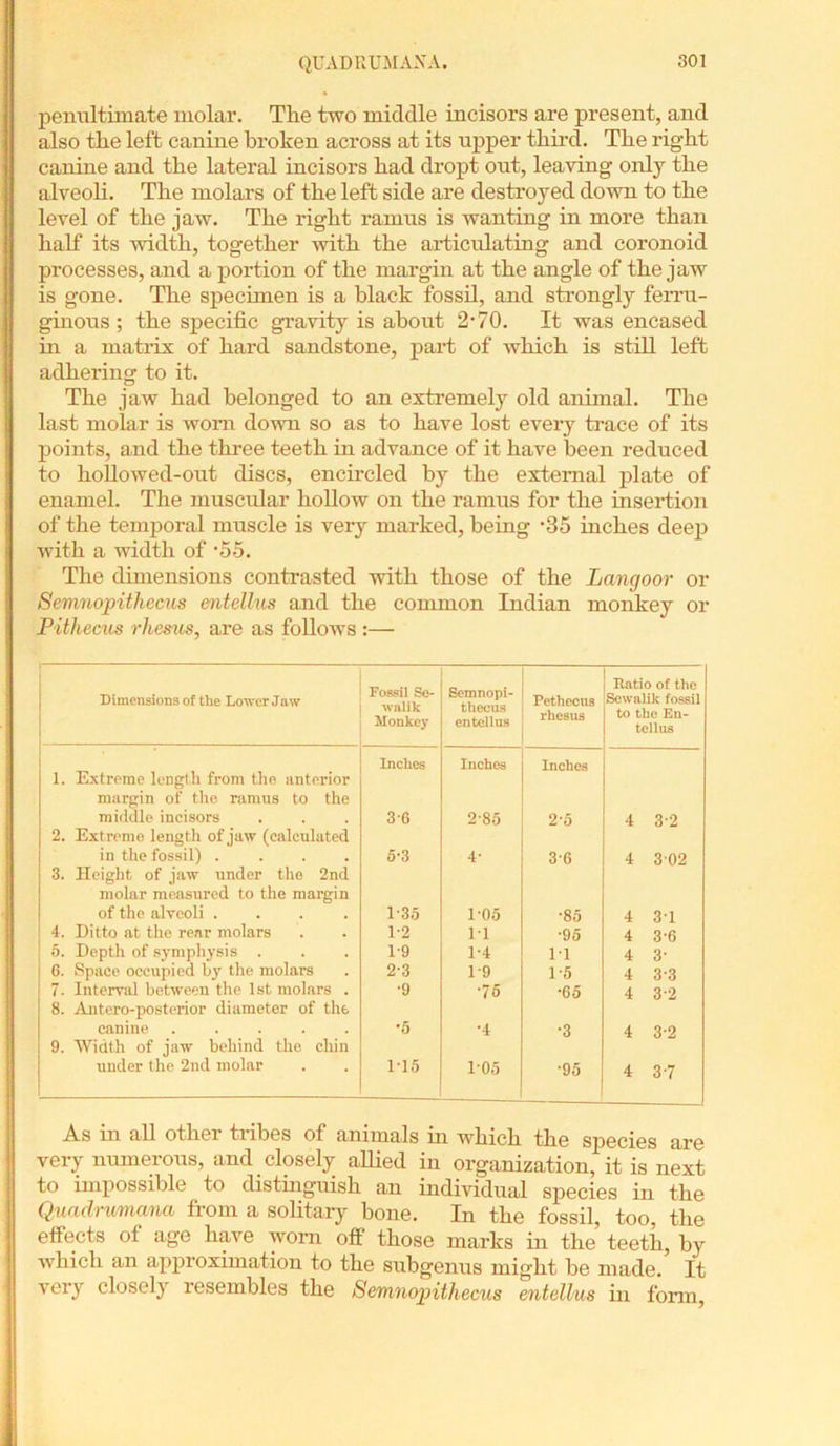 penultimate molar. The two middle incisors are present, and also the left canine broken across at its upper third. The right canine and the lateral incisors had dropt out, leaving only the alveoli. The molars of the left side are destroyed down to the level of the jaw. The right ramus is wanting in more than half its wddtli, together with the articulating and coronoid processes, and a portion of the margin at the angle of the jaw is gone. The specimen is a black fossil, and strongly ferru- ginous ; the specific gravity is about 2-70. It was encased in a matrix of hard sandstone, part of which is still left adhering to it. The jaw had belonged to an extremely old animal. The last molar is worn down so as to have lost every trace of its points, and the three teeth in advance of it have been reduced to hollowed-out discs, encircled by the external plate of enamel. The muscular hollow on the ramus for the insertion of the temporal muscle is very marked, being ‘35 niches deep with a width of -55. The dimensions contrasted with those of the Langoor or Semnopithecus entellus and the common Indian monkey or Pithecus rhesus, are as follows :— Dimensions of the Lower Jaw Fossil Se- wfilik Monkey Semnopi- thecus entellus Pethecus rhesus Ratio of the Sewnlik fossil to the En- tellus Inches Inches Inches 1. Extreme length from the anterior margin of the ramus to the middle incisors 36 2-85 2-5 4 3-2 2. Extreme length of jaw (calculated in the fossil) .... 5-3 4- 3-6 4 302 3. Height of jaw under the 2nd molar measured to the margin of the alveoli .... 1-35 1-05 *85 4 31 4. Ditto at the rear molars 1-2 11 •95 4 3-6 5. Depth of symphysis . 1-9 1-4 11 4 3- 6. Space occupied by the molars 23 1-9 1-5 4 3-3 7. Interval between the 1st molars . 8. Antero-posterior diameter of the •9 •75 •65 4 3-2 canine ..... •5 •4 •3 4 3-2 9. Width of jaw behind the chin under the 2nd molar 1-15 105 •95 4 37 As in all other tribes of animals hi which the species are very numerous, and closely allied in organization, it is next to impossible to distinguish an individual species in the Quadrumana from a solitary bone. In the fossil, too, the effects of age have worn off those marks in the teeth, by which an approximation to the subgenus might be made. It very closely resembles the Semnopithccus entellus in form,