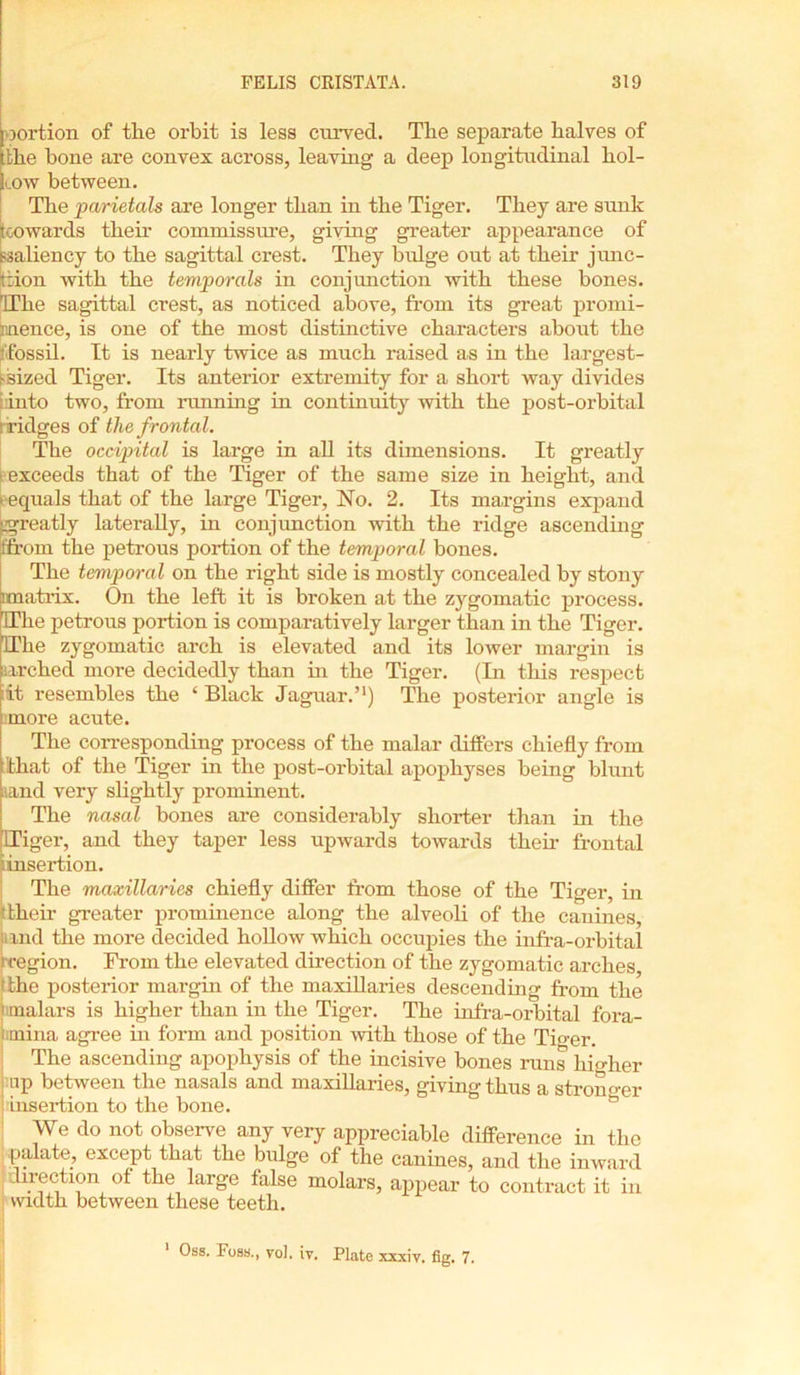 [oortion of the orbit is less curved. The separate halves of tthe hone are convex across, leaving a deep longitudinal liol- Icow between. The parietals are longer than in the Tiger. They are sunk (cowards their commissure, giving greater appearance of psaliency to the sagittal crest. They bulge out at their junc- :ion with the temporals in conjunction with these bones. TThe sagittal crest, as noticed above, from its great promi- jinence, is one of the most distinctive characters about the lifossil. It is nearly twice as much raised as in the largest- > sized Tiger. Its anterior extremity for a short way divides i:into two, from running in continuity with the post-orbital ' ridges of the frontal. The occipital is large in all its dimensions. It greatly f exceeds that of the Tiger of the same size in height, and > equals that of the large Tiger, No. 2. Its margins expand ^greatly laterally, in conjunction with the ridge ascending (from the petrous portion of the temporal bones. The temporal on the right side is mostly concealed by stony imatrix. On the left it is broken at the zygomatic process. 'The petrous portion is comparatively larger than in the Tiger. IThe zygomatic arch is elevated and its lower margin is arched more decidedly than in the Tiger. (In this respect iit resembles the ‘ Black Jaguar.’1) The posterior angle is more acute. The corresponding process of the malar differs chiefly from That of the Tiger in the post-orbital apophyses being blunt land very slightly prominent. The nasal bones are considerably shorter than in the ITiger, and they taper less upwards towards their frontal i insertion. The maxillaries chiefly differ from those of the Tiger, in ttheir greater prominence along the alveoli of the canines, and the more decided hollow which occupies the infra-orbital rcegion. From the elevated direction of the zygomatic arches, 'the posterior margin of the maxillaries descending from the malars is higher than in the Tiger. The infra-orbital fora- mina agree in form and position with those of the Tiger. The ascending apophysis of the incisive bones runs hmher up between the nasals and maxillaries, giving thus a stronger insertion to the bone. We do not observe any very appreciable difference in the palate, except that the bulge of the canines, and the inward i section of the large false molars, appear to contract it in width between these teeth. Oss. Foss., vol. iv. Plate xxxiv. fig. 7.