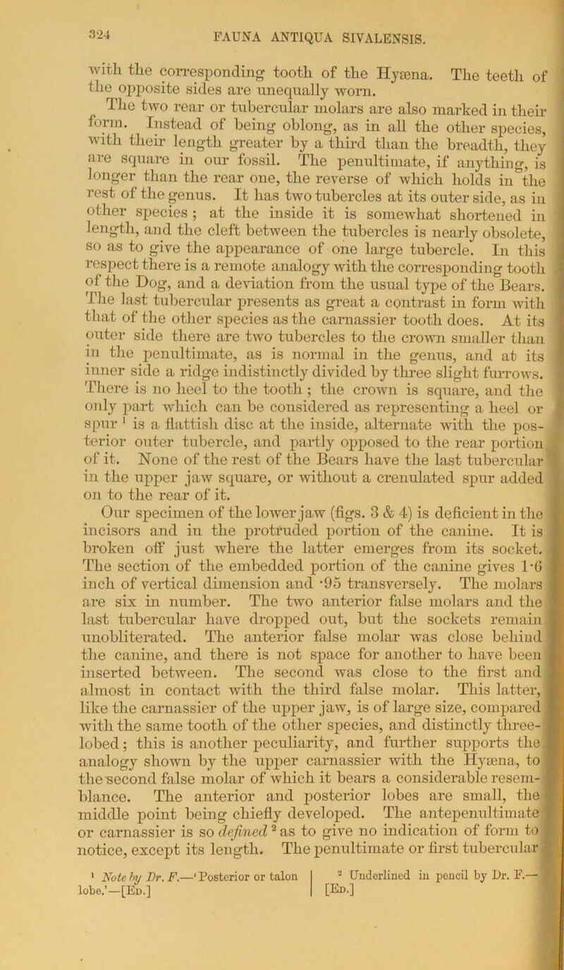 with the corresponding tooth of the Hyama. The teeth of the opposite sides are unequally worn. The two rear or tubercular molars are also marked in their form. Instead of being oblong, as in all the other species, -i with their length greater by a third than the breadth, they ‘ are square in our fossil. The penultimate, if anything, is longer than the rear one, the reverse of which holds in the . rest of the genus. It has two tubercles at its outer side, as in j other species ; at the inside it is somewhat shortened in \ length, and the cleft between the tubercles is nearly obsolete, so as to give the appearance of one large tubercle. In this i respect there is a remote analogy with the corresponding tooth i of the Dog, and a deviation from the usual type of the Bears. ] The last tubercular presents as great a contrast in form with : that of the other species as the carnassier tooth does. At its I outer side there are two tubercles to the crown smaller than I in the penultimate, as is normal in the genus, and at its inner side a ridge indistinctly divided by three slight furrows. There is no heel to the tooth ; the crown is square, and the ] only part which can be considered as representing a heel or spur 1 is a flattish disc at the inside, alternate with the pos- terior outer tubercle, and partly opposed to the rear portion j of it. None of the rest of the Bears have the last tubercular! in the upper jaw square, or without a crenulated spur added j on to the rear of it. Our specimen of the lower jaw (figs. 3 & 4) is deficient in the ] incisors and in the protruded portion of the canine. It is J broken off just where the latter emerges from its socket. I The section of the embedded portion of the canine gives 1 -0 I inch of vertical dimension and •95 transversely. The molars I are six in number. The two anterior false molars and the I last tubercular have dropped out, but the sockets remain! unobliterated. The anterior false molar was close behind 1 the canine, and there is not space for another to have been I inserted between. The second was close to the first and I almost in contact with the third false molar. This latter, ! like the carnassier of the upper jaw, is of large size, compared! with the same tooth of the other species, and distinctly three- I lobed; this is another peculiarity, and further supports the! analogy shown by the upper carnassier with the Hyaena, to fl the'second false molar of which it bears a considerable resem- 1 blance. The anterior and posterior lobes are small, the! middle point being chiefly developed. The antepenultimate! or carnassier is so defined2 as to give no indication of form to! notice, except its length. The penultimate or first tubercular! 1 Note try Dr. F.—* Posterior or talon 3 Underlined in pencil by Dr. F.— * lobe.’—[Ed.] [Ed.]
