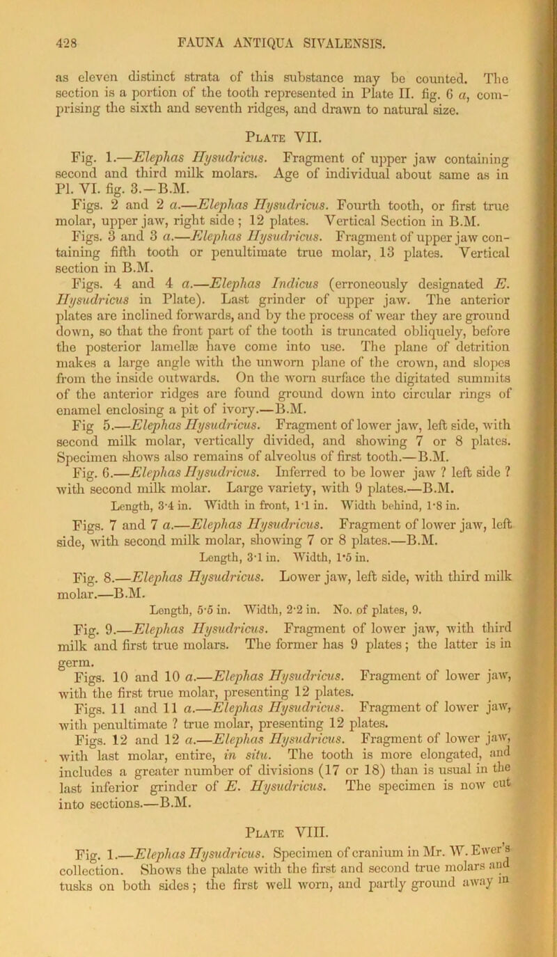 as eleven distinct strata of this substance may be counted. The section is a portion of the tooth represented in Plate II. fig. 6 a, com- prising the sixth and seventh ridges, and drawn to natural size. Plate VII. Fig. 1.—Elephas Ilysudricus. Fragment of upper jaw containing second and third milk molars. Age of individual about same as in PI. VI. fig. 3.-B.M. Figs. 2 and 2 a.—Elephas Ilysudricus. Fourth tooth, or first true molar, upper jaw, right side; 12 plates. Vertical Section in B.M. Figs. 3 and 3 a.—Elephas Ilysudricus. Fragment of upper jaw con- taining fifth tooth or penultimate true molar, 13 plates. Vertical section in B.M. Figs. 4 and 4 a.—Elephas Indicus (erroneously designated E. Ilysudricus in Plate). Last grinder of upper jaw. The anterior plates are inclined forwards, and by the process of wear they are ground down, so that the front part of the tooth is truncated obliquely, before the posterior lamellae have come into use. The plane of detrition makes a large angle with the unworn plane of the crown, and slopes from the inside outwards. On the worn surface the digitated summits of the anterior ridges are found ground down into circular rings of enamel enclosing a pit of ivory.—B.M. Fig 5.—Elephas Ilysudricus. Fragment of lower jaw, left side, with second milk molar, vertically divided, and showing 7 or 8 plates. Specimen shows also remains of alveolus of first tooth.—B.M. Fig. 6.—Elephas Ilysudricus. Inferred to be lower jaw ? left side ? with second milk molar. Large variety, with 9 plates.—B.M. Length, 3-4 in. Width in front, T1 in. Width behind, 1*8 in. Figs. 7 and 7 a.—Elephas Ilysudricus. Fragment of lower jaw, left side, with second milk molar, showing 7 or 8 plates.—B.M. Length, 3-l in. Width, 1*5 in. Fig. 8.—Elephas Ilysudricus. Lower jaw, left side, with third milk molar.—B.M. Longth, 5'5 in. Width, 2'2 in. No. of plates, 9. Fig. 9.—Elephas Ilysudricus. Fragment of lower jaw, with third milk and first true molars. The former has 9 plates; the latter is in germ. Figs. 10 and 10 a.—Elephas Ilysudricus. Fragment of lower jaw, with the first true molar, presenting 12 plates. Figs. 11 and 11 a.—Elephas Ilysudricus. Fragment of lower jaw, with penultimate ? true molar, presenting 12 plates. Figs. 12 and 12 a.—Elephas Ilysudricus. Fragment of lower jaw, with last molar, entire, in situ. The tooth is more elongated, and includes a greater number of divisions (17 or 18) than is usual in the last inferior grinder of E. Ilysudricus. The specimen is now cut into sections.—B.M. Plate VIII. Fig. 1.—Elephas Ilysudricus. Specimen of cranium in Mr. W. Ewer s collection. Shows the palate with the first and second true molars and tusks on both sides; the first well worn, and partly ground away m