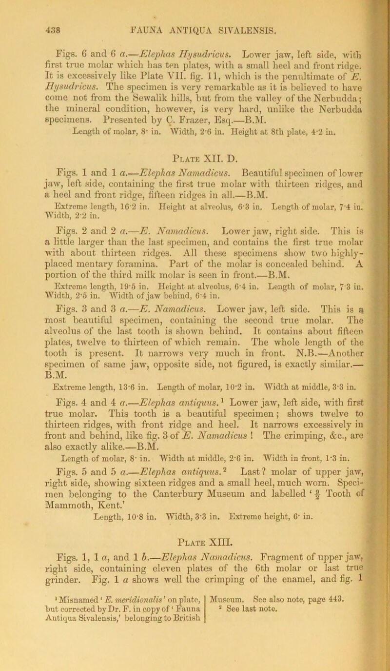 Figs. 6 and 6 a.—Elepluis Ilysudricus. Lower jaw, left side, with first true molar which has ten plates, with a small heel and front ridge. It is excessively like Plate VII. fig. 11, which is the penultimate of E. Ilysudricus. The specimen is very remarkable as it is believed to have come not from the Sewalik hills, but from the valley of theNerbudda; the mineral condition, however, is very hard, unlike the Nerbudda specimens. Presented by C. Frazer, Esq.—B.M. Length of molar, 8' in. Width, 2-6 in. Height at 8th plate, 4'2 in. Plate XII. D. Figs. 1 and 1 a.—Elephas Namcidicus. Beautiful specimen of lower jaw, left side, containing the first true molar with thirteen ridges, and a heel and front ridge, fifteen ridges in all.—B.M. Extreme length, 16'2 in. Height at alveolus, 6-3 in. Length of molar, 7'4 in. Width, 2-2 in. Figs. 2 and 2 a.—E. Namcidicus. Lower jaw, right side. This is a little larger than the last specimen, and contains the first true molar with about thirteen ridges. All these specimens show two highly- placed mentary foramina. Part of the molar is concealed behind. A portion of the third milk molar is seen in front.—B.M. Extreme length, 19'5 in. Height at alveolus, 6'4 in. Length of molar, 7'3 in. Width, 2-5 in. Width of jaw behind, 6'4 in. Figs. 3 and 3 a.—E. Namcidicus. Lower jaw, left side. This is a most beautiful specimen, containing the second true molar. The alveolus of the last tooth is shown behind. It contains about fifteen plates, twelve to thirteen of which remain. The whole length of the tooth is present. It narrows very much in front. N.B.—Another specimen of same jaw, opposite side, not figured, is exactly similar.— B.M. Extreme length, 13‘6 in. Length of molar, 10-2 in. Width at middle, 3 3 in. Figs. 4 and 4 a.—Elephas antiquus.1 Lower jaw, left side, with first true molar. This tooth is a beautiful specimen; shows twelve to thirteen ridges, with front ridge and heel. It narrows excessively in front and behind, like fig. 3 of E. Namadicus ! The crimping, &c., are also exactly alike.—B.M. Length of molar, 8- in. Width at middle, 2-6 in. Width in front, 1‘3 in. Figs. 5 and 5 a.—Elephas antiquus.2 Last? molar of upper jaw, right side, showing sixteen ridges and a small heel, much worn. Speci- men belonging to the Canterbury Museum and labelled * Tooth of Mammoth, Kent.’ Length, 10‘8 in. Width, 33 in. Extreme height, C- in. Plate XIII. Figs. 1,1a, and 1 b.—Elephas Namaclicus. Fragment of upper jaw, right side, containing eleven plates of the 6th molar or last true grinder. Fig. 1 a shows well the crimping of the enamel, and fig. 1 Museum. See also note, page 443. 2 See last note. •Misnamed ‘ E. meridionalis’ on plate, but corrected by Dr. F. in copy of ‘ Fauna Antiqua Sivalensis,’ belonging to British