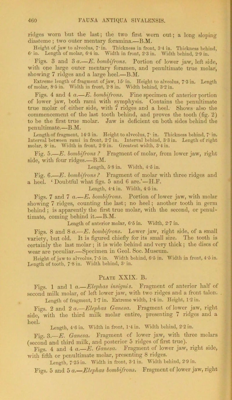 ridges worn but the last; the two first worn out; a long sloping diasteme ; two outer mentary foramina.—B.M. Height of jaw to alveolus, 7'in. Thickness in front, 3'4 in. Thickness behind, 6- in. Length of molar, 6'4 in. Width in front, 2-3 in. Width behind, 2-9 in. Figs. 3 and 3 a.—E. bovibifrons. Portion of lower jaw, left side, with one large outer mentary foramen, and penultimate true molar, showing 7 ridges and a large heel.—B.M. Extreme length of fragment of jaw, 15' in. Height to alveolus, 7'3 in. Length of molar, 8'5 in. Width in front, 2'8 in. Width behind, 3'2 in. Figs. 4 and 4 a.—E. bovibifrons. Fine specimen of anterior portion of lower jaw, both rami with symphysis. Contains the penultimate true molar of either side, with 7 ridges and a heel. Shows also the commencement of the last tooth behind, and proves the tooth (fig. 2) to be the first true molar. Jaw is deficient on both sides behind the penultimate.—B.M. Length of fragmont, 14'3in. Height to alveolus, 7'in. Thickness behind, 7'in. Interval between rami in front, 2'7 in. Interval behind, 3'3 in. Length of right molar, 8' in. Width in front, 2'9 in. Greatest width, 3'4 in. Fig. 5.—E. bovibifrons ? Fragment of molar, from lower jaw, right side, with four ridges.—B.M. Length, 5'8 in. Width, 4-5 in. Fig. 6.—E. bovibifrons ? Fragment of molar with three ridges and a heel. ‘ Doubtful what figs. 5 and G are.’—II.F. Length, 4'4 in. Width, 4'5 in. Figs. 7 and 7 a.—E. bovibifrons. Portion of lower jaw, with molar showing 7 ridges, counting the last; no heel; another tooth in germ behind ; is apparently the first true molar, with the second, or penul- timate, coming behind it.—B.M. Length of anterior molar, 6'5 in. Width, 2'7 in. Figs. 8 and 8 a.—E. bovibifrons. Lower jaw, right side, of a small variety, but old. It is figured chiefly for its small size. The tooth is certainly the last molar ; it is wide behind and very thick ; the discs of wear are peculiar.—Specimen in Geol. Soc. Museum. Height of jaw to alveolus, 7'5 in. Width behind, C'5 in. Width in front, 4 o in. Length of tooth, 7'8 in. Width behind, 3' in. Plate XXIX. B. Figs. 1 and 1 a.—Elephas insignis. Fragment of anterior half of second milk molar, of left lower jaw, with two ridges and a front talon. Length of fragment, 1'7 in. Extreme width, 1-4 in. Height, 1'2 in. Figs. 2 and 2 a.—Elephas Ganesa. Fragment of lower jaw, right side, with the third milk molar entire, presenting 7 ridges and a heel. Length, 4'6 in. Width in front, 1-4 in. Width behind, 2'2 in. PV. 3.—E, Ganesa. Fragment of lower jaw, with three molars (second and third milk, and posterior 5 ridges of first true). Figs. 4 and 4 a.—E. Ganesa. Fragment of lower jaw, right side, with fifth or penultimate molar, presenting 8 ridges. Length, 7'25iu. Width in front, 3T in. Width behind, 2 9 in. Figs. 5 and 5 a.—Elephas bovibifrons. Fragment of lower jaw, right