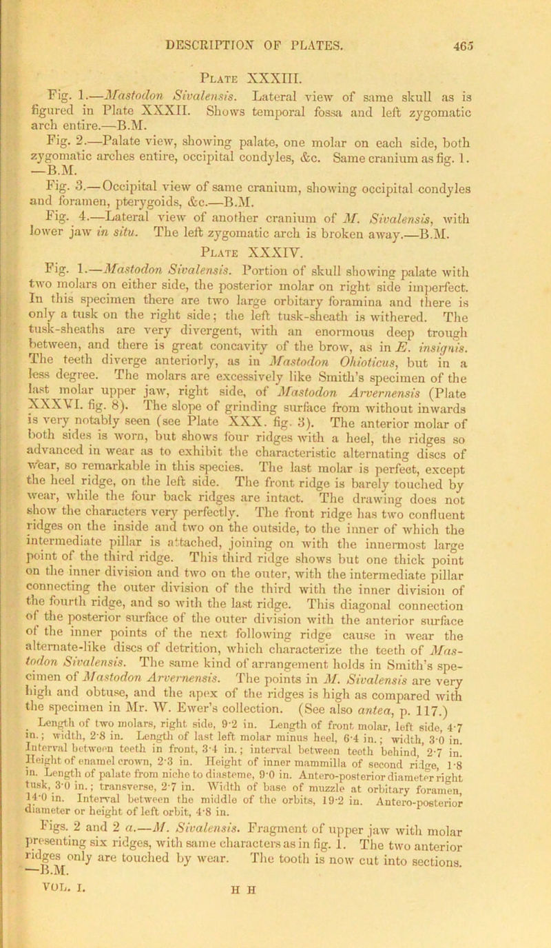 Plate XXXIII. Pig- 1.—Mastodon Sivalensis. Lateral view of same skull as is figured in Plate XXXII. Shows temporal fossa and left zygomatic arch entire.—B.M. Fig. 2.—Palate view, showing palate, one molar on each side, both zygomatic arches entire, occipital condyles, &c. Same cranium as fie. 1. —B.M. big. 3.— Occipital view of same cranium, showing occipital condyles and foramen, pterygoids, &c.—B.M. Pig- 4.—Lateral view of another cranium of M. Sivalensis, with lower jaw in situ. The left zygomatic arch is broken away.—B.M. Plate XXXIV. Pig- 1.—Mastodon Sivalensis. Portion of skull showing palate with two molars on either side, the posterior molar on right side imperfect. In this specimen there are two large orbitary foramina and there is only a tusk on the right side; the left tusk-sheath is withered. The tusk-sheaths are very divergent, with an enormous deep trough between, and there is great concavity of the brow, as in E. insignis. The teeth diverge anteriorly, as in Mastodon Ohioticus, but in a less degree. The molars are excessively like Smith’s specimen of the last molar upper jaw, right side, of Mastodon Arvernensis (Plate XXXVI. fig. 8). The slope of grinding surface from without inwards is very notably seen (see Plate XXX. fig. 3). The anterior molar of both sides is worn, but shows four ridges with a heel, the ridges so advanced in wear as to exhibit the characteristic alternating discs of wear, so remarkable in this species. The last molar is perfect, except the heel ridge, on the left side. The front ridge is barely touched by wear, while the four back ridges are intact. The drawing does not show the characters very perfectly. The front ridge has two confluent ridges on the inside and two on the outside, to the inner of which the intermediate pillar is attached, joining on with the innermost large point of the third ridge. This third ridge shows but one thick point on the inner division and two on the outer, with the intermediate pillar connecting the outer division of the third with the inner division of the fourth ridge, and so with the last ridge. This diagonal connection of the posterior surface of the outer division with the anterior surface ot the inner points of the next following ridge cause in wear the alternate-like discs of detrition, which characterize the teeth of Mas- todon Sivalensis. The same kind of arrangement holds in Smith’s spe- cimen of Mastodon Arvernensis. The points in M. Sivalensis are very high and obtuse, and the apex of the ridges is high as compared with the specimen in Mr. W. Ewer’s collection. (See also antea, p. 117.) . Length of two molars, right, side, 92 in. Length of front molar, left side, 47 m.; width, 28 in. Length of last left molar minus heel, 64 in.; width, 30 in. Interval between teeth in front, 3-4 in.; interval between teoth behind, 27 in Height of enamel crown, 2‘3 in. Height of inner mammilla of second ridge, 18 in. Length of palate from nieho to diasteme, 9'0 in. Antero-posterior diameter rio-ht tusk, 3-0 in.; transverse, 27 in. Width of base of muzzle at orbitary foramen, H’O in. Interval between the middle of the orbits, 19'2 in. Antero-posterior diameter or height of left orbit, 4'8 in. Figs. 2 and 2 a.—M. Sivalensis. Fragment of upper jaw with molar presenting six ridges, with same characters as in fig. 1. The two anterior ridges only are touched by wear. The tooth is now cut into sections —B.M. VOL. I. H H