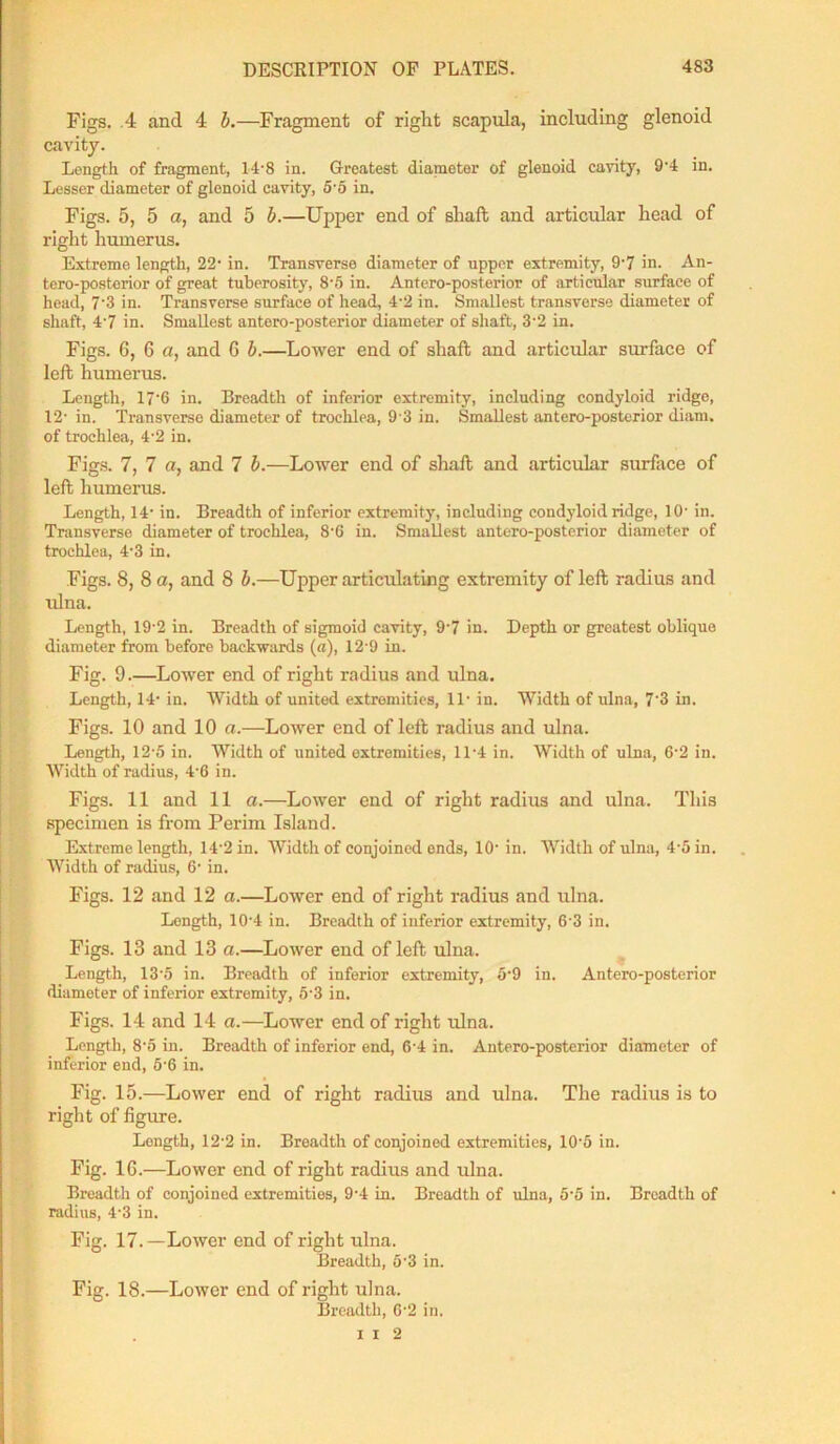 Figs. .4 and 4 b.—Fragment of right scapula, including glenoid cavity. Length of fragment, 14-8 in. Greatest diameter of glenoid cavity, 9'4 in. Lesser diameter of glenoid cavity, 5\5 in. Figs. 5, 5 a, and 5 b.—Upper end of shaft and articular head of right humerus. Extreme length, 22' in. Transverse diameter of upper extremity, 9'7 in. An- tero-posterior of great tuberosity, 8'5 in. Antero-posterior of articular surface of head, 7'3 in. Transverse surface of head, 4'2 in. Smallest transverse diameter of shaft, 4'7 in. Smallest antero-posterior diameter of shaft, 3-2 in. Figs. 6, 6 a, and 6 b.—Lower end of shaft and articular surface of left humerus. Length, 17'G in. Breadth of inferior extremity, including condyloid ridge, 12- in. Transverse diameter of trochlea, 9'3 in. Smallest antero-posterior diam. of trochlea, 4'2 in. Figs. 7, 7 a, and 7 b.—Lower end of shaft and articular surface of left humerus. Length, 14- in. Breadth of inferior extremity, including condyloid ridge, 10’ in. Transverse diameter of trochlea, 8'G in. Smallest antero-posterior diameter of trochlea, 4-3 in. Figs. 8, 8 a, and 8 b.—Upper articulating extremity of left radius and ulna. Length, 19‘2 in. Breadth of sigmoid cavity, 9'7 in. Depth or greatest oblique diameter from before backwards (a), 12’9 in. Fig. 9—Lower end of right radius and ulna. Length, 14* in. Width of united extremities, 11* in. Width of ulna, 7'3 in. Figs. 10 and 10 a.—Lower end of left radius and ulna. Length, 12'5 in. Width of united extremities, 11'4 in. Width of ulna, G'2 in. Width of radius, 4'G in. Figs. 11 and 11 a.—Lower end of right radius and ulna. This specimen is from Perim Island. Extreme length, 14'2 in. Width of conjoined ends, 10’ in. Width of ulna, 4-5 in. Width of radius, 6- in. Figs. 12 and 12 a.—Lower end of right radius and ulna. Length, 10-4 in. Breadth of inferior extremity, 6-3 in. Figs. 13 and 13 a.—Lower end of left ulna. Length, 13'5 in. Breadth of inferior extremity, 5'9 in. Antero-posterior diameter of inferior extremity, 5'3 in. Figs. 14 and 14 a.—Lower end of right ulna. Length, 8-5 in. Breadth of inferior end, 6'4 in. Antero-posterior diameter of inferior end, 5'6 in. Fig. 15.—Lower end of right radius and ulna. The radius is to right of figure. Length, 12-2 in. Broadth of conjoined extremities, 10'5 in. Fig. 1G.—Lower end of right radius and ulna. Breadth of conjoined extremities, 9'4 in. Breadth of ulna, 5’5 in. Breadth of radius, 4’3 in. Fig. 17.—Lower end of right ulna. Breadth, 5-3 in. Fig. 18.—Lower end of right ulna. Breadth, 6-2 in. I I 2