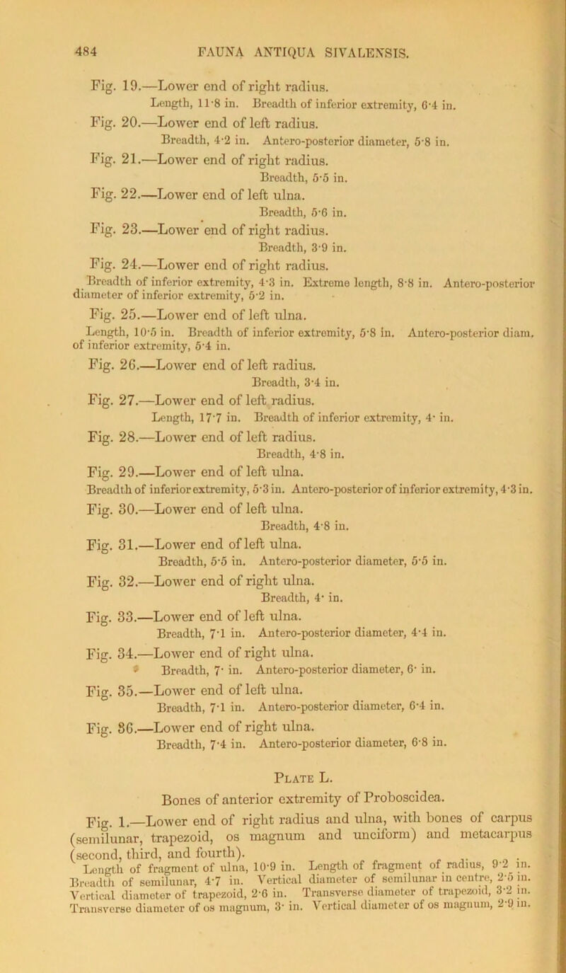 Fig. 19.—Lower end of right radius. Length, 11'8 in. Breadth of inferior extremity, 6-4 in. Fig. 20.—Lower end of left radius. Breadth, 4-2 in. Antero-posterior diameter, 5'8 in. Fig. 21.—Lower end of right radius. Breadth, 5-5 in. Fig. 22.—Lower end of left ulna. Breadth, 5‘6 in. Fig. 23.—Lower end of right radius. Breadth, 3-9 in. Fig. 24.—Lower end of right radius. Breadth of inferior extremity, 43 in. Extreme length, 8 8 in. Antero-posterior diameter of inferior extremity, 5’2 in. Fig. 25.—Lower end of left ulna. Length, 10-5 in. Breadth of inferior extremity, 5‘8 in. Antero-posterior diam. of inferior extremity, 5‘4 in. Fig. 26.—Lower end of left radius. Breadth, 3’4 in. Fig. 27.—Lower end of left radius. Length, 177 in. Breadth of inferior extremity, 4- in. Fig. 28.—Lower end of left radius. Breadth, 4-8 in. Fig. 29.—Lower end of left ulna. Breadth of inferior extremity, 5-3 in. Antero-posterior of inferior extremity, 4-3 in. Fig. 30.—Lower end of left ulna. Breadth, 4'8 in. Fig. 31.—Lower end of left ulna. Broadth, 5'5 in. Antero-posterior diameter, 5‘5 in. Fig. 32.—Lower end of right ulna. Breadth, 4- in. Fig. 33.—Lower end of left ulna. Breadth, 7'1 in. Antero-posterior diameter, 4-4 in. Fig. 34.—Lower end of right ulna. t Breadth, 7- in. Antero-posterior diameter, 6- in. Fig. 35.—Lower end of left ulna. Breadth, 7'1 in. Antero-posterior diameter, 6-4 in. Fig. 86.—Lower end of right ulna. Breadth, 7’4 in. Antero-posterior diameter, 6'8 in. Plate L. Bones of anterior extremity of Proboscidea. jijg i—Lower end of right radius and ulna, with bones of carpus (semilunar, trapezoid, os magnum and unciform) and metacarpus (second, third, and fourth). Length of fragment of ulna, 10'9 in. Length of fragment of radius, 9 2 in. Breadth of semilunar, 47 in. Vertical diameter of semilunar in centre, 2 5 in. Vertical diameter of trapezoid, 2-6 in. Transverse diameter of trapezoid, 3-2 in. Transverse diamotor of os magnum, 3' in. Vertical diameter of os magnum, 2 J in.