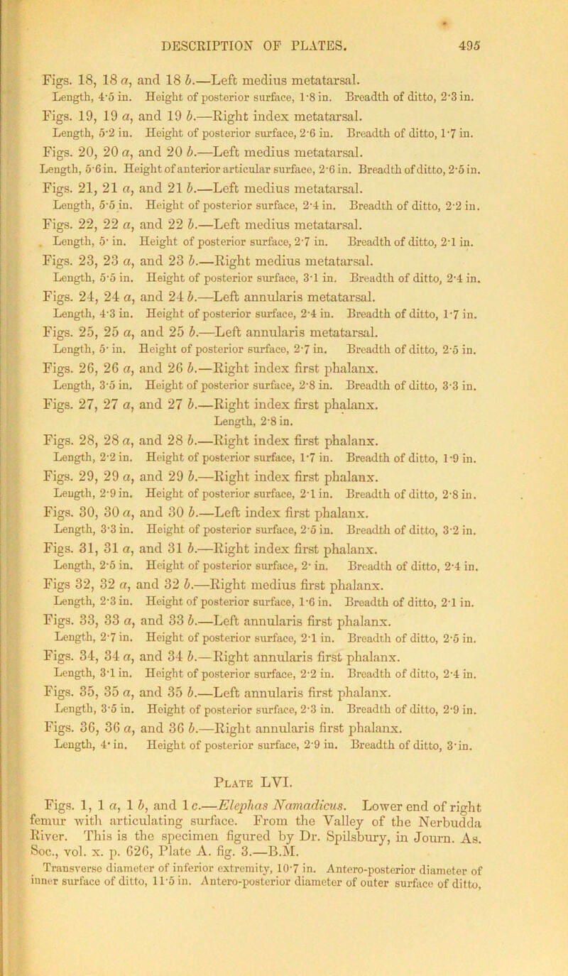 Figs. 18, 18 a, and 18 b.—Left medius metatarsal. Length, 4'5 in. Height of posterior surface, l-8 in. Breadth of ditto, 2'3 in. Figs. 19, 19 a, and 19 b.—Right index metatarsal. Length, 5-2 in. Height of posterior surface, 2'G in. Breadth of ditto, 17 in. Figs. 20, 20 a, and 20 b.—Left medius metatarsal. Length, O'Gin. Height of anterior articular surface, 2-G in. Breadth of ditto, 2-5 in. Figs. 21, 21 a, and 21 b.—Left medius metatarsal. Length, 5-5 in. Height of posterior surface, 2-4 in. Breadth of ditto, 2'2 in. Figs. 22, 22 a, and 22 b.—Left medius metatarsal. . Length, 5- in. Height of posterior surface, 27 in. Breadth of ditto, 21 in. Figs. 23, 23 a, and 23 b.—Right medius metatarsal. Length, 5”5 in. Height of posterior surface, 3-1 in. Breadth of ditto, 27 in. Figs. 24, 24 a, and 24 b.—Left annularis metatarsal. Length, 4’3 in. Height of posterior surface, 2-4 in. Breadth of ditto, 17 in. Figs. 25, 25 a, and 25 b.—Left annularis metatarsal. Length, o- in. Height of posterior surface, 27 in. Breadth of ditto, 2'5 in. Figs. 26, 26 a, and 26 b.—Right index first phalanx. Longth, 3-5 in. Height of posterior surface, 2-8 in. Breadth of ditto, 3'3 in. Figs. 27, 27 a, and 27 b.—Right index first phalanx. Length, 2-8 in. Figs. 28, 28 a, and 28 b.—Right index first phalanx. Length, 2-2 in. Height of posterior surface, 17 in. Breadth of ditto, 1-9 in. Figs. 29, 29 a, and 29 b.—Right index first phalanx. Length, 2'9 in. Height of posterior surface, 2'1 in. Breadth of ditto, 2-8 in. Figs. 30, 30 a, and 30 b.—Left index first phalanx. Length, 33 in. Hoight of posterior surface, 25 in. Breadth of ditto, 32 in. Figs. 31, 31a, and 31 b.—Right index first phalanx. Length, 2-5 in. Height of posterior surface, 2- in. Breadth of ditto, 27 in. Figs 32, 32 a, and 32 b.—Right medius first phalanx. Length, 2-3 in. Height of posterior surface, l'G in. Breadth of ditto, 27 in. Figs. 33, 33 a, and 33 b.—Left annularis first phalanx. Length, 27 in. Height of posterior surface, 27 in. Breadth of ditto, 2‘5 in. Figs. 34, 34 a, and 34 b.—Right annularis first phalanx. Length, 37 in. Height of posterior surface, 2'2 in. Breadth of ditto, 27 in. Figs. 35, 35 a, and 35 b.—Left annularis first phalanx. Length, 3-5 in. Height of posterior surface, 2-3 in. Breadth of ditto, 2-9 in. Figs. 36, 36 a, and 36 b.—Right annularis first phalanx. Length, 4* in. Height of posterior surface, 2’9 in. Breadth of ditto, 37n. Plate LYI. Figs. 1, 1 a, 1 b, and lc.—Eleplias Namadicus. Lower end of right femur with articulating surface. From the Valley of the Nerbudda River. This is the specimen figured by Dr. Spilsbury, in Journ. As. Soc., vol. x. p. 626, Plate A. fig. 3.—B.M. Transverse diameter of inferior extremity, 107 in. Antero-posterior diameter of inner surface of ditto, 11-5 in. Antero-posterior diameter of outer surface of ditto,