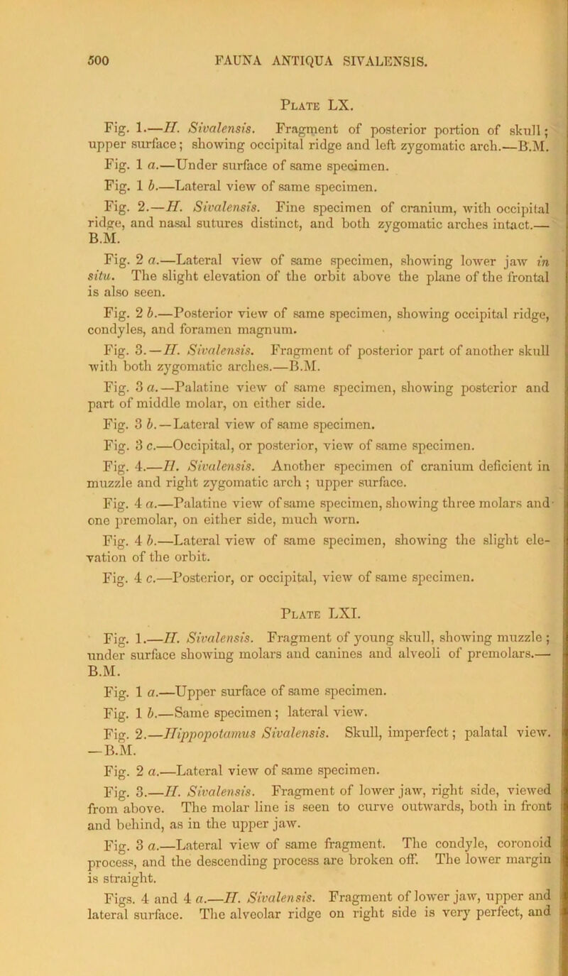 Plate LX. Fig. L—II. Sivalensis. Fragment of posterior portion of skull; upper surface; showing occipital ridge and left zygomatic arch.—B.M. Fig. 1 a.—Under surface of same specimen. Fig. 1 b.—Lateral view of same specimen. Fig. 2.—II. Sivalensis. Fine specimen of cranium, with occipital ridge, and nasal sutures distinct, and both zygomatic arches intact.— B.M. Fig. 2 a.—Lateral view of same specimen, showing lower jaw in situ. The slight elevation of the orbit above the plane of the frontal is also seen. Fig. 2 b.—Posterior view of same specimen, showing occipital ridge, condyles, and foramen magnum. Fig. 3.—II. Sivalensis. Fragment of posterior part of auother skull with both zygomatic arches.—B.M. Fig. 3 a.—Palatine view of same specimen, showing posterior and part of middle molar, on either side. Fig. 3 b. — Lateral view of same specimen. Fig. 3 c.—Occipital, or posterior, view of same specimen. Fig. 4.—II. Sivalensis. Another specimen of cranium deficient in muzzle and right zygomatic arch ; upper surface. Fig. 4 a.—Palatine view of same specimen, showing three molars and- one premolar, on either side, much worn. Fig. 4 b.—Lateral view of same specimen, showing the slight ele- vation of the orbit. Fig. 4 c.—Posterior, or occipital, view of same specimen. Plate LXI. Fig. 1.—II. Sivalensis. Fragment of young skull, showing muzzle ; under surface showing molars and canines and alveoli of premolars.— B.M. Fig. 1 a.—Upper surface of same specimen. Fig. 1 b.—Same specimen; lateral view. Fig. 2.—Hippopotamus Sivalensis. Skull, imperfect; palatal view. — B.M. Fig. 2 a.—Lateral view of same specimen. Fig. 3.—H. Sivalensis. Fragment of lower jaw, right side, viewed from above. The molar line is seen to curve outwards, both in front and behind, as in the upper jaw. Fig. 3 a.—Lateral view of same fragment. The condyle, coronoid process, and the descending process are broken off. The lower margin is straight. Figs. 4 and 4 a.—II. Sivalensis. Fragment of lower jaw, upper and lateral surface. The alveolar ridge on right side is very perfect, and