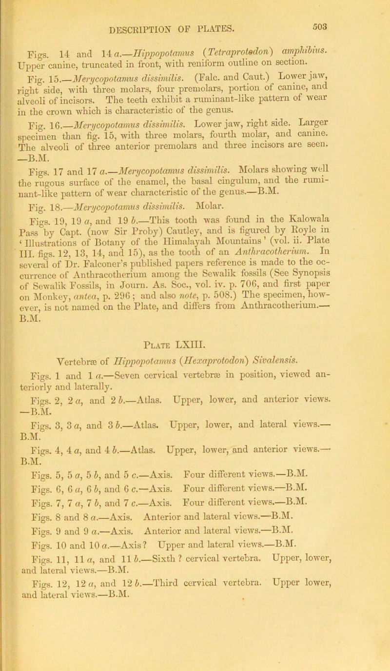 Figs. 14 and 14 a.—Hippopotamus (Tetraprotodon) amphibius. Upper canine, truncated in front, with reniform outline on section. Fig. 15.—Merycopotamus dissimilis. (Falc. and Caut.) Lower jaw, right side, with three molars, four premolars, portion of canine, and alveoli of incisors. The teeth exhibit a ruminant-like pattern of wear in the crown which is characteristic of the genus. Fig. 1G.—Merycopotamus dissimilis. Lower jaw, right side. Larger specimen than fig. 15, with three molars, fourth molar, and canine. The alveoli of three anterior premolars and three incisors are seen. —B.M. Figs. 17 and 17 a.—Merycopotamus dissimilis. Molars showing well the rugous surface of the enamel, the basal cingulum, and the rumi- nant-like pattern of wear characteristic of the genus.—B.M. Fig. 18.—Merycopotamus dissimilis. Molar. Figs. 19, 19 a, and 19 5.—This tooth was found in the Kalowala Pass°by Capt. (now Sir Proby) Cautley, and is figured by Boyle in ‘ Illustrations of Botany of the Himalayah Mountains ’ (vol. ii. Plate III. figs. 12, 13, 14, and 15), as the tooth of an Anthracotherium. In several of Ur. Falconer’s published papers reference is made to the oc- currence of Anthracotherium among the Sewalik fossils (See Synopsis of Sewalik Fossils, in Journ. As. Soc., vol. iv. p. 706, and first paper on Monkey, antea, p. 296 ; and also note, p. 508.) The specimen, how- ever, is not named on the Plate, and differs from Anthracotherium.— B.M. Plate LXIII. Vertebra of Hippopotamus (Hexaprotodon) Sivalensis. Figs. 1 and 1 a.—Seven cervical vertebra in position, viewed an- teriorly and laterally. Figs. 2, 2 a, and 2 b.—Atlas. Upper, lower, and anterior views. —B.M. Figs. 3, 3 a, and 3 b.—Atlas. Upper, lower, and lateral views.— B.M. Figs. 4, 4 a, and 4 b.—Atlas. Upper, lower, and anterior views.— B.M. Figs. 5, 5 a, 5 b, and 5 c.—Axis. Four different views.—B.M. Figs. 6, 6 a, 6 b, and 6 c.—Axis. Four different views.—B.M. Figs. 7, 7 a, 7 b, and 7 c.—Axis. Four different views.—B.M. Figs. 8 and 8 a.—Axis. Anterior and lateral views.—B.M. Figs. 9 and 9 a.—Axis. Anterior and lateral views.—B.M. Figs. 10 and 10 a.—Axis? Upper and lateral views.—B.M. Figs. 11, 11 a, and 11 b.—Sixth ? cervical vertebra. Upper, lower, and lateral views.—B.M. Figs. 12, 12 a, and 12 5.—Third cervical vertebra. Upper lower, and lateral views.—B.M.