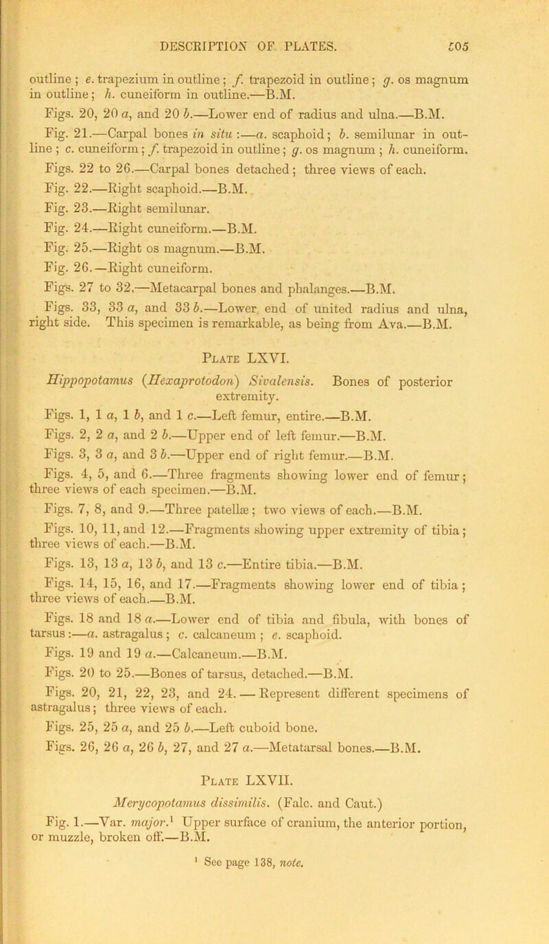 outline ; e. trapezium in outline ; f. trapezoid in outline ; g. os magnum in outline; h. cuneiform in outline.—B.M. Figs. 20, 20 a, and 20 b.—Lower end of radius and ulna.—B.M. Fig. 21.—Carpal bones in situ :—a. scaphoid; b. semilunar in out- line ; c. cuneiform; f trapezoid in outline; g. os magnum ; h. cuneiform. Figs. 22 to 26.—Carpal bones detached ; three views of each. Fig. 22.—Right scaphoid.—B.M. Fig. 23.—Right semilunar. Fig. 24.—Right cuneiform.—B.M. Fig. 25.—Right os magnum.—B.M. Fig. 26.—Right cuneiform. Figs. 27 to 32.—Metacarpal bones and phalanges.—B.M. Figs. 33, 33 a, and 33 b.—Lower end of united radius and ulna, right side. This specimen is remarkable, as being from Ava.—B.M. Plate LXVI. Hippopotamus (llexaprotodon) Sivalensis. Bones of posterior extremity. Figs. 1, 1 a, 1 b, and 1 c.—Left femur, entire.—B.M. Figs. 2, 2 a, and 2 b.—Upper end of left femur.—B.M. Figs. 3, 3 a, and 3 b.—Upper end of right femur.—B.M. Figs. 4, 5, and 6.—Three fragments showing lower end of femur; three views of each specimen.—B.M. Figs. 7, 8, and 9.—Three patellae; two views of each.—B.M. Figs. 10, 11, and 12.—Fragments showing upper extremity of tibia; three views of each.—B.M. Figs. 13, 13 a, 13 b, and 13 c.—Entire tibia.—B.M. Figs. 14, 15, 16, and 17.—Fragments showing lower end of tibia; three views of each.—B.M. Figs. 18 and 18 a.—Lower end of tibia and fibula, with bones of tarsus:—a. astragalus ; c. calcaneum ; e. scaphoid. Figs. 19 and 19 a.—Calcaneum.—B.M. Figs. 20 to 25.—Bones of tarsus, detached.—B.M. Figs. 20, 21, 22, 23, and 24. — Represent different specimens of astragalus; three views of each. Figs. 25, 25 a, and 25 b.—Left cuboid bone. Figs. 26, 26 a, 26 b, 27, and 27 a.—Metatarsal bones.—B.M. Plate LXV1I. Merycopotamus dissimilis. (Falc. and Caut.) Fig. 1.—Var. major.1 Upper surface of cranium, the anterior portion, or muzzle, broken off.—B.M. 1 Sec page 138, note.