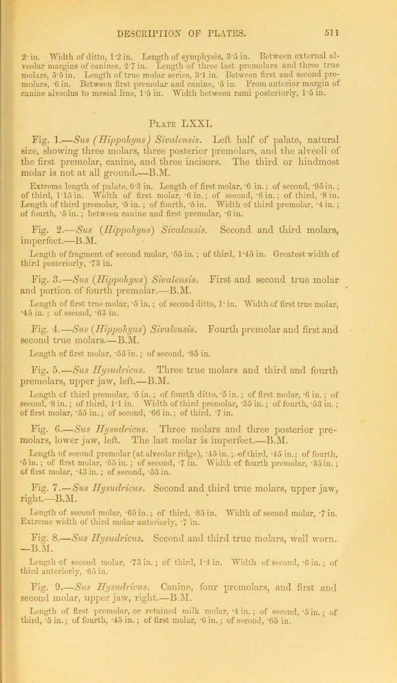 2' in. Width of ditto, 1'2 in. Length of symphysis, 3'5 in. Between external al- veolar margins of canines, 27 in. Length of three last premolars and three truo molars, 5'5 in. Length of true molar series, 3-l in. Between first and second pre- molars, '6 in. Between first premolar and canine, ’5 in. From anterior margin of canine alveolus to mesial line, Po in. Width between rami posteriorly, 1'5 in. Plate LXXI. Fig. 1.—Sus (Ilippoliyus) Sivalensis. Left half of palate, natural size, showing three molars, three posterior premolars, and the alveoli of the first preinolar, canine, and three incisors. The third or hindmost molar is not at all ground.—B.M. Extreme length of palate, 6-3 in. Length of first molar, '6 in.; of second, -95in.; of third, P15in. Width of first molar, -6 in.; of second, 8 in.; of third, '8 in. Length of third premolar, -5 in.; of fourth, 5 in. Width of third premolar, -4 in.; of fourth, -5 in.; between canine and first premolar, -6 in. Fig. 2.—Sus (Ilippoliyus) Sivalensis. Second and third molars, imperfect.—B.M. Length of fragment of second molar, ‘55 in.; of third, l-45 in. Greatest width of third posteriorly, '73 in. Fig. 3.—Sus (Ilippoliyus) Sivalensis. First and second true molar and portion of fourth premolar.—B.M. Length of first true molar, -5 in.; of second ditto, 11 in. Width of first true molar, •45 in. ; of second, -63 in. Fig. 4.—Sus (Ilippoliyus) Sivalensis. Fourth premolar and first and second true molars.—B.M. Length of first molar, ’55 in.; of second, '85 in. Fig. 5.—Sus Uysudricus. Three true molars and third and fourth premolars, upper jaw, left.—B.M. Length cf third premolar, '5 in.; of fourth ditto, '5 in. ; of first molar, '6 in.; of second, -8 in.; of third, 1-1 in. Width of third premolar, ‘35 in.; of fourth, -53 in. ; of first molar, -55 in.; of second, -66in.; of third, 7 in. Fig. G.—Sus Uysudricus. Three molars and three posterior pre- molars, lower jaw, left. The last molar is imperfect.—B.M. Length of second premolar (at alveolar ridge), -45 in.; of third,-45 in.; of fourth, •5 in.; of first molar, -55 in.; of second, 7 in. Width of fourth premolar, -35 in.; of first molar, -43 in.; of second, '53 in. Fig. 7.—Sus Uysudricus. Second and third true molars, upper jaw, right.—B.M. Length of second molar, -65 in.; of third, 85 in. Width of second molar, 7 in. Extreme width of third molar anteriorly, 7 in. Fig. 8.—Sus Uysudricus. Second and third true molars, well worn. —B.M. Length of second molar, 73 in.; of third, l'4in. Width of second, -Gin.; of third anteriorly, -65 in. Fig. 9.—Sus Uysudricus. Canine, four premolars, and first and second molar, upper jaw, right.—B.M. Length of first premolar, or retained milk molar, '4 in.; of second, '5 in.; of third, -5 in.; of fourth, '45 in.; of first molar, -C in.; of second, -65 in.