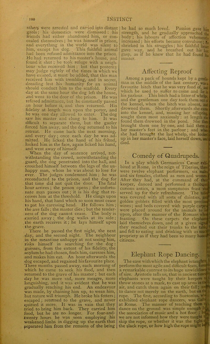 others were arrested and carded into distant gaols; his domestics were dismissed ; his friends had either abandoned him, or con- cealed themselves; he was himself in prison, and everything in the world was silent to him, except Ins dog. This faithful animal had been refused admittance into the prison. He had returned to his master’s house, and found it shut ; lie took refuge with a neigh- bour who received him ; but that posterity may judge rightly of tire times in which we have existed, it must be added, that this man received him with trembling, and in secret, dreading lest his humanity for an animal should conduct him to the scaffold. Every day at the same hour the dog left the house, and went to the door of the prison. He was yefused admittance, but he constantly passed an hour before it, and then returned. His fidelity at length won upon the porter, and he was one day allowed to enter. The dog saw his master and clung to him. It was dfficult to separate them, but the gaoler forced him away, and the dog returned to his retreat. He came back the next morning, and every day; once each day he was ad- mitted. He licked the hand of his frifend, looked him in the face, again licked his hand, and went away of himself. When the day of sentence arrived, not- withstanding the crowd, notwithstanding the guard, the dog penetrated into the hall, and crouched himself between the legs of the un- happy man, whom he was about to lose for ever. The judges condemned him ; he was reconducted to the prison, and the dog for that time did not quit the door. The fatal hour arrives ; the prison opens ; the unfortu- nate man passes out ; it is his dog that re- ceives him at the threshold. He clings upon his hand, that hand which so soon must cease to pat his caressing head. He follows him ; the axe falls ; the master dies ; but the tender- ness of the dog cannot cease. The body is carried away ; the dog walks at its side; the earth receives it; he lays himself upon the grave. There he passed the first night, the next day, and the second night. The neighbour in the meantime unhappy at not seeing him, risks himself in searching for the dog: guesses, from the extent of his fidelity, the asylum he had chosen, finds him, caresses him, and makes him eat. An hour afterwards the dog escaped, and regained his favourite place. Three months passed away, each morning of which he came to seek his food, and then returned to the grave of his inaster ; but each day he was more sad, more meagre, more languishing, and it was evident that he was gradually reaching his end. An endeavour was made, by chaining him up, to wean him, but nature will triumph. He broke his fetters ; escaped ; rettfrned to the grave, and never quitted it more. It was in vain that they tried to bring him back. They carried him food, but he ate no longer. For four-and- twenty hours he was seen employing his weakened limbs in digging up the earth that separated him from the remains of the being he had so much loved. Passion gave hira strength, and he gradually approached thc body; his labours of affection vehemently increased ; his efforts became convulsive; fj shrieked in his struggles; his faithful heart gave way, and he breathed out his h5[ gasp, as if he knew that he had found hjj master. Affecting Reproof Among a pack of hounds kept by a gentle- man in the middle of the last century, was 5 favourite bitch that he was very fond of, and which he used to suffer to come and lie in his parlour. This bitch had a litter of whelps, and the gentleman one day took them out rf the kennel, when the bitch was absent, iad drowned them. Shortly afterwards she cam into the kennel, and, missing her offspring, sought them most anxiously : at length sSC found them drowned in the pond. She then brought them one by one, and laid themat her master’s feet in the parlour ; and whea she had brought the last whelp, she looked up in her master’s face, laid herself down, and died. Comedy of Quadrupeds. In a play which Germanicus Caesar exhi- bited at Rome, in the reign of Tiberius, then were twelve elephant performers, six mala and six females, clothed as men and women. After they had, at the command of their keeper, danced and performed a thousand curious antics, a most sumptuous feast served up for their refreshment. The table was covered with all sorts of dainties, and golden goblets filled with the most precioa wines; and beds covered with purple carpet! were placed around for the animals to lit upon, after the manner of the Romans who feasting. On these carpets the elephant laid themselves down, and at a given sigiri they reached out their trunks to the tabkJ^ and fell to eating and drinking with as mi propriety as if they had been so many hon , citizens. Elephant Rope Dancing. The ease with which the elephant is taught perform the most agile and difficult feats, fori a remarkable contrast to its huge unwicldine of size. Aristotle tells us, that in ancient time- elephants were taught by their keepers tl throw stones at a mark, to cast up arms in th air, and catch them again on their fall j an' ft to dance not merely on the earth, but on th rope. The first, according to Suetonius, vh exhibited elephant rope dancers, was Galb at Rome. The manner of teaching them dance on the ground was simple enough (t>| the association of music and a hot floor' : bit we are not informed how they were taught tj skip the rope, or whether it was the tight f the slack rope, or how high the rope might b