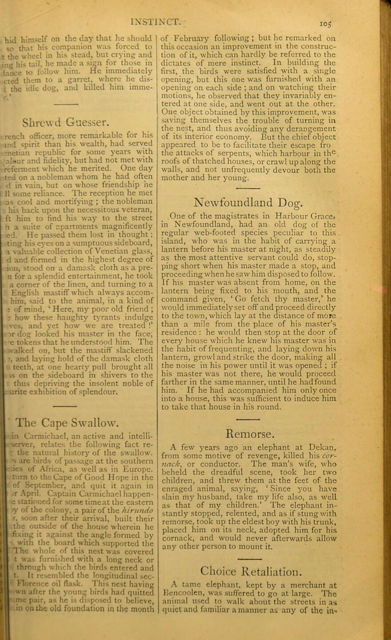 hid himself on the day that lie should sc that his companion was forced to t the wheel in his stead, but crying and im; his tail, he made a sign for those in lance to follow him. He immediately cted them to a garret, where he dis- i the idle dog, and killed him imine- Shrewd Guesser. rench officer, more remarkable for his ind spirit than his wealth, had served nietian republic for some years with a!«ur and fidelity, but had not met with referment which he merited. One day ted on a nobleman whom he had often , d in vain, but on whose friendship he I 11 some reliance. The reception he met l as cool and mortifying ; the nobleman his back upon the necessitous veteran, ft him to find his way to the street n a suite of apartments magnificently ed. He passed them lost in thought; ting his eyes on a sumptuous sideboard, a valuable collection of Venetian glass, d and formed in the highest degree of ion, stood on a damask cloth as a pre- n for a splendid entertainment, he took a comer of the linen, and turning to a English mastiff which always accom- him, said to the animal, in a kind of ; of mind, ‘ Here, my poor old friend ; i how these haughty tyrants indulge i ves, and yet how we are treated !’ rrdog looked his master in the face, : e tokens that he understood him. The . walked on, but the mastiff slackened .:, and laying hold of the damask cloth i teeth, at one hearty pull brought all ss on the sideboard in shivers to the : thus depriving the insolent noble of : urite exhibition of splendour. The Cape Swallow. .in Carmichael, an active and intclli- server, relates the following fact re- ; the natural history' of the swallow, •s are birds of passage at the southern ties of Africa, as well as in Europe, turn to the Cape of Good Hope in the of September, and quit it again in ,r April. Captain Carmichael happen- e stationed for some time at the eastern >y of the colony, a pair of the hirnndo r, soon after their arrival, built their the outside of the house wherein he fixing it against the angle formed by with the board which supported the The whole, of this nest was covered t was furnished with a long neck or through which the birds entered and t. It resembled the longitudinal scc- Florcnce oil flask. This nest having wn after the young birds had quitted I me pair, as he is disposed to believe, in on the old foundation in the month i°s of February following ; but he remarked on this occasion an improvement in the construc- tion of it, which can hardly be referred to the dictates of mere instinct. In building the first, the birds were satisfied with a single opening, but this one was furnished with an opening on each side ; and on watching their motions, he observed that they invariably en- tered at one side, and went out at the other. One object obtained by this improvement, was saving themselves the trouble of turning in the nest, and thus avoiding any derangement of its interior economy. But the chief object appeared to be to facilitate their escape fro the attacks of serpents, which harbour in the roofs of thatched houses, or crawl up along the walls, and not unfrequently' devour both the mother and her young. Newfoundland Dos;. o One of the magistrates in Harbour Grace> in Newfoundland, had an old dog of the regular web-footed species peculiar to this island, who was in the habit of carrying a lantern before his master at night, as steadily as the most attentive servant could do, stop- ping short when his master made a stop, and proceeding when he saw him disposed to follow. If his master was absent from home, on the lantern being fixed to his mouth, and the command given, ‘ Go fetch thy master,’ he would immediately set off and proceed directly to the town, which lay at the distance of more than a mile from the place of his master’s residence : he would then stop at the door of every' house which he knew his master was in the habit of frequenting, and laying clown his lantern, growl and strike the door, making all the noise in his power until it was opened ; if his master was not there, he would proceed farther in the same manner, until he had found him. If he had accompanied him only once into a house, this was sufficient to induce him to take that house in his round. Remorse. A few years ago an elephant at Dekan, from some motive of revenge, killed his cor- itack, or conductor. The man’s wife, who beheld the dreadful scene, took her two children, and threw them at the feet of the enraged animal, saying, ‘ Since you have slain my husband, take my life also, as well as that of my children.’ The elephant in- stantly stopped, relented, and as if stung with remorse, took up the eldest boy with his trunk, placed him on its neck, adopted him for his cornack, and would never afterwards allow any other person to mount it. Choice Retaliation. A tame elephant, kept by a merchant at Bencoolcn, was suffered to go at large. The animal used to walk about the streets in as cpiict and familiar a manner as any of the in-