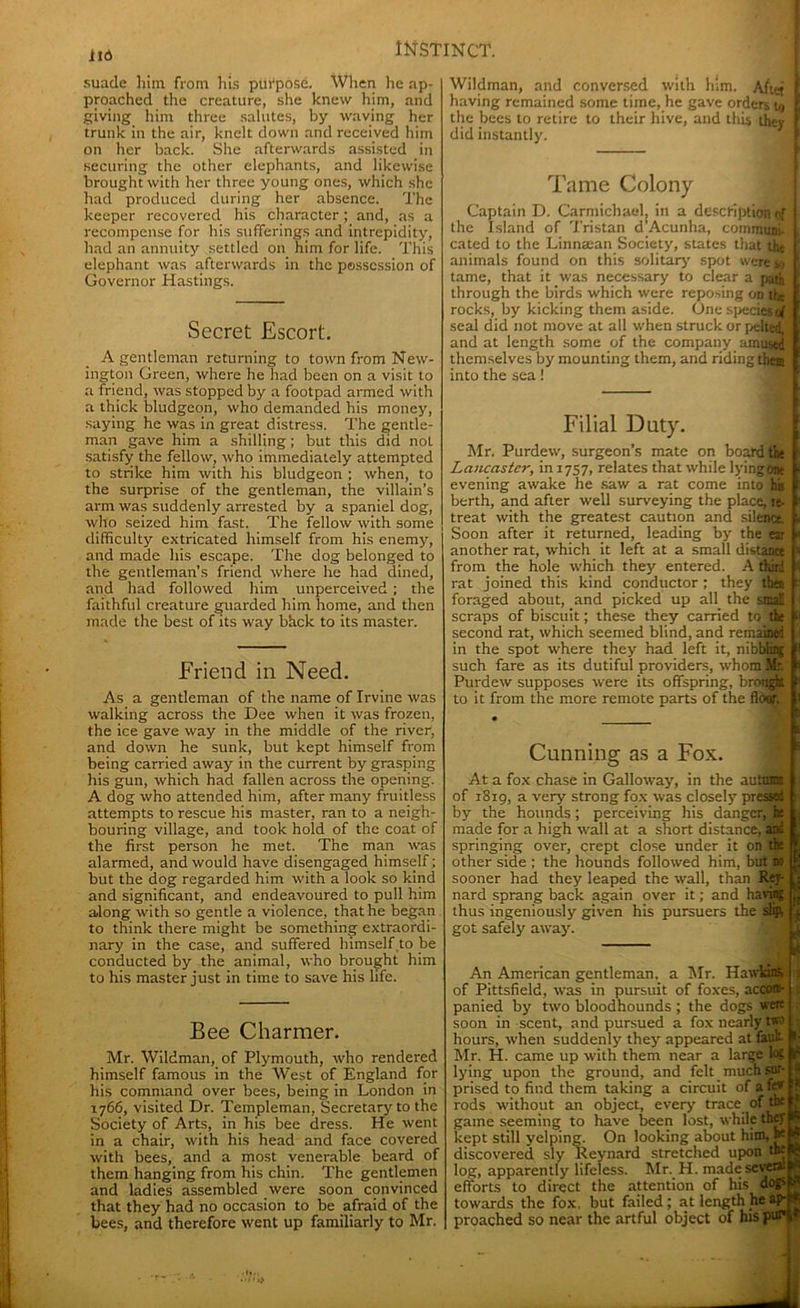 lid suade him from his purpose. When he ap- proached the creature, she knew him, and giving him three salutes, by waving her trunk in the air, knelt down and received him on her back. She afterwards assisted in securing the other elephants, and likewise brought with her three young ones, which she had produced during her absence. The keeper recovered his character; and, as a recompense for his sufferings and intrepidity, had an annuity settled on him for life. This elephant was afterwards in the possession of Governor Hastings. Secret Escort. A gentleman returning to town from New- ington Green, where he had been on a visit to a friend, was stopped by a footpad armed with a thick bludgeon, who demanded his money, saying he was in great distress. The gentle- man gave him a shilling; but this did not satisfy the fellow, who immediately attempted to strike him with his bludgeon ; when, to the surprise of the gentleman, the villain’s arm was suddenly arrested by a spaniel dog, who seized him fast. The fellow with some difficulty extricated himself from his enemy, and made his escape. The dog belonged to the gentleman’s friend where he had dined, and had followed him unperceived ; the faithful creature guarded him home, and then made the best of its way bhek to its master. Friend in Need. As a gentleman of the name of Irvine was walking across the Dee when it was frozen, the ice gave way in the middle of the river, and down he sunk, but kept himself from being carried away in the current by grasping his gun, which had fallen across the opening. A dog who attended him, after many fruitless attempts to rescue his master, ran to a neigh- bouring village, and took hold of the coat of the first person he met. The man was alarmed, and would have disengaged himself; but the dog regarded him with a look so kind and significant, and endeavoured to pull him along with so gentle a violence, that he began to think there might be something extraordi- nary in the case, and suffered himself,to be conducted by the animal, who brought him to his master just in time to save his life. Bee Charmer. Mr. Wildman, of Plymouth, who rendered himself famous in the West of England for his command over bees, being in London in 1766, visited Dr. Templeman, Secretary to the Society of Arts, in his bee dress. He went in a chair, with his head and face covered with bees, and a most venerable beard of them hanging from his chin. The gentlemen and ladies assembled were soon convinced that they had no occasion to be afraid of the bees, and therefore went up familiarly to Mr. Wildman, and conversed with him. Afiej having remained some time, he gave orders t« the bees to retire to their hive, and this they did instantly. Tame Colony Captain D. Carmichael, in a description of the Island of Tristan d’Acunha, communi- , cated to the Linnaean Society, states that the I animals found on this solitary' spot were so f tame, that it was necessary to clear a path [ through the birds which were reposing on the [ rocks, by kicking them aside. One specietaf 1 seal did not move at all when struck or pelted, I and at length some of the company amused [ themselves by mounting them, and riding them I into the sea! Filial Duty. Mr. Purdew, surgeon’s mate on board the • Lancaster, in 1757, relates that while lyingtne * evening awake he saw a rat come into his i berth, and after well surveying the place, re- fc treat with the greatest caution and silence. V Soon after it returned, leading by the ear m another rat, which it left at a small distance p from the hole which they entered. A third i rat joined this kind conductor; they tha e foraged about, and picked up all the small I scraps of biscuit; these they carried to the si second rat, which seemed blind, and remaned I in the spot where they had left it, nibbling ! such fare as its dutiful providers, whom Mr. s Purdew supposes were its offspring, brought : to it from the more remote parts of the floor. .1 Cunning as a Fox. At a fox chase in Galloway, in the autnma of 1819, a very strong fox was closely pressed i by the hounds; perceiving his danger, he , made for a high wall at a short distance, and springing over, crept close under it on the 1 other side ; the hounds followed him, but no f sooner had they leaped the wall, than Rep j: nard sprang back again over it; and having thus ingeniously given his pursuers the slip, j got safely away. — An American gentleman, a Mr. Hawkins, of Pittsfield, was in pursuit of foxes, accom- panied by two bloodhounds ; the dogs were soon in scent, and pursued a fox nearly two hours, when suddenly they appeared at fault 1 Mr. H. came up with them near a large log IIs lying upon the ground, and felt much sur- - prised to find them taking a circuit of a few ? rods without an object, every trace of the ? game seeming to have been lost, while they * kept still yelping. On looking about him, be A discovered sly Reynard stretched upon the R log, apparently lifeless. Mr. H. madesevetal A efforts to direct the attention of his dog> > towards the fox. but failed; at length he ap-* proached so near the artful object of his pufG