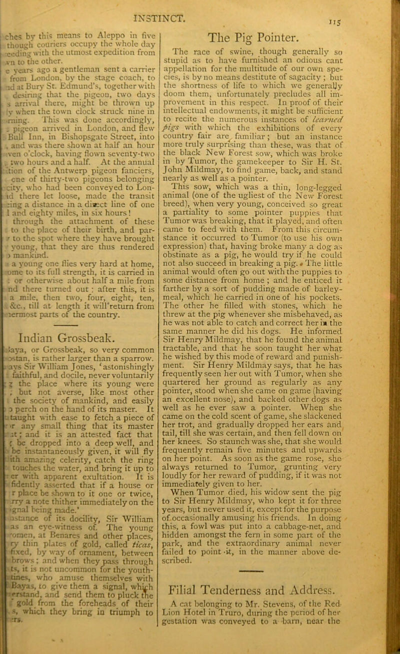 dies by this means to Aleppo in five though couriers occupy the whole clay -.ceding with the utmost expedition from jvn to the other. e years ago a gentleman sent a carrier from London, by the stage coach, to nd at Bury St. Edmund’s, together with desiring that the pigeon, two days s arrival there, might be thrown up ly when the town clock struck nine in ■ming. This was done accordingly, i pigeon arrived in London, and flew Bull Inn, in Bishopsgate Street, into , and was there shown at half an hour ven o’clock, having flown seventy-two . two hours and a half. At the annual ’tion of the Antwerp pigeon fanciers, cne of thirty-two pigeons belonging city, who had been conveyed to Lon- td there let loose, made the transit :eing a distance in a direct line of one l and eighty miles, in six hours ! through the attachment of these to the place of their birth, and par- r to the spot where they have brought young, that they are thus rendered j mankind. a young one flies very hard at home, omc to its full strength, it is carried in : or otherwise about half a mile from nd there turned out ; after this, it is a mile, then two, four, eight, ten, . &c., till at length it will'return from lermost parts of the country. Indian Grossbeak. a !aya, or Grossbeak, so very common -ostan. is rather larger than a sparrow. . ays Sir William Jones, ‘astonishingly faithful, and docile, never voluntarily ; ; the place where its young were , but not averse, like most other the society of mankind, and easily o perch on the hand of its master. It taught with ease to fetch a piece of ■r any small thing that its master :t; and it is an attested fact that ’ be dropped into a deep well, and be instantaneously given, it will fly ith amazing celerity, catch the ring touches the water, and bring it up to cr with apparent exultation. It is fidently asserted that if a house or r place be shown to it one or twice, rry a note thither immediately on the ■gnal being made.’ astance of its docility, Sir William as an eye-witness of. The young •omen, at Benares and other places, ry thin plates of gold, called ticas, fixed, by way of ornament, between brows ; and when they pass through ts, it is not uncommon for the youth- tines, who amuse themselves with Bayas, to give them a signal, whjch erstand, and send them to pluck die ' gold from the foreheads of their s, which they bring in triumph to :rs. US The Pig Pointer. The race of swine, though generally so stupid as to have furnished an odious cant appellation for the multitude of our own spe- cies, is by no means destitute of sagacity ; but the shortness of life to which we generally doom them, unfortunately precludes all im- provement in this respect. In proof of their intellectual endowments, it might be sufficient to recite the numerous instances of learned pigs with which the exhibitions of every country fair arc familiar; but an instance more truly surprising than these, was that of the black New Forest sow, which was broke in by Tumor, the gamekeeper to Sir H. St. John Mildmay, to find game, back, and stand nearly as well as a pointer. This sow, which was a thin, long-legged animal (one of the ugliest of the New Forest breed), when very young, conceived so greaL a partiality to some pointer puppies that Tumor was breaking, that it played, and often came to feed with them. From this circum- stance it occurred to Tumor (to use his own expression) that, having broke many a dog as obstinate as a pig, he would try if he could not also succeed in breaking a pig. « The little animal would often go out with the puppies to some distance from home ; and he enticed it farther by a sort of pudding made of barley- meal, which he carried in one of his pockets. The other he filled with stones, which he threw at the pig whenever she misbehaved, as he was not able to catch and correct her ia the same manner he did his dogs. He informed Sir Henry Mildmay, that he found the animal tractable, and that he soon taught her what he wished by this mode of reward and punish- ment. Sir Henry Mildmay says, that he has frequently seen her out with Tumor, when she quartered her ground as regularly as any pointer, stood when she came on game (having an excellent nose), and backed other dogs as well as he ever saw a pointer. Whep she came on the cold scent of game, she slackened her trot, and gradually dropped her ears and tail, till she was certain, and then fell down on her knees. So staunch was she, that she would frequently remain five minutes and upwards on her point. As soon as the game rose, she always returned to Tumor, grunting very loudly for her reward of pudding, if it was not immediately given to her. When Tumor died, his widow sent the pig to Sir Henry Mildmay, who kept it for three years, but never used it, except for the purpose of occasionally amusing his friends. In doing this, a fowl was put into a cabbage-net, and hidden amongst the fern in some part of the park, and the extraordinary animal never failed to point -it, in the manner above de- scribed. Filial Tenderness and Address. A cat belonging to Mr. Stevens, of the Red Lion Hotel in Truro, during the period of her gestation was conveyed to a barn, near the