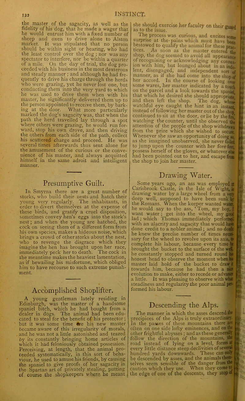 I INSTINCT. the master of the sagacity, as well as the fidelity of his dog, that he made a wager that he would entrust him with a fixed number of sheep and oxen to drive alone to Alston market. It was stipulated that no person should be within sight or hearing, who had the least control over the dog ; nor was any spectator to interfere, nor be within a quarter of a mile. On the day of trial, the dog pro- ceeded with his business in the most dexterous and steady manner ; and although he had fre- quently to drive his charge through the herds who were grazing, yet he never lost one, but conducting them into the very yard to which he was used to drive them when with his master, he significantly delivered them up to the person appointed to receive them, by bark- ing at the door. What more particularly marked the dog’s sagacity was, that when the path the herd travelled lay through a spot where others were grazing, he would run for- ward, stop his own drove, and then driving the others from each side of the path, collect his scattered charge and proceed. He was several times afterwards thus sent alone for the amusement of the curious or the conve- nience of his master, and always acquitted himself in the same adroit and intelligent manner. she should exercise her faculty on their as to the issue. The process was curious, and excites some surprise at the-pains which must have been bestowed to qualify the animal for these prac- tices. As soon as the master entered the shop, the dog seemed to avoid all appearance of recognising or acknowledging any connex- ion with him, but lounged about in an indo lent, disengaged, and independent sort of manner, as if she had come into the shop of her accord. In the course of looking over some wares, her master indicated by a touch on the parcel and a look towards the spaniel that which he desired she should appropriate and then left the shop. The dog, who* watchful eye caught the hint in an instant instead of following her master out of the shop continued to sit at the door, or lie by the fire watching the counter, until she observed thj attention of the people of the shop withdraw from the prize which she wished to secure. Whenever she saw an opportunity of doing so.! as she imagined unobserved, she never failed to jump upon the counter with her fore feet, possess herself of the gloves, or whatever else had been pointed out to her, and escape front the shop to join her master. : tit. >' I i' fr T 9 Nr ¥ u W * A i a * l P Presumptive Guilt. In Smyrna there are a great number of storks, who build their nests and hatch their young very regularly. The inhabitants, in order to divert themselves at the expense of these birds, and gratify a cruel disposition, sometimes convey hen’s eggs into the stork’s nest; and when the young are hatched, the cock on seeing them of a different form from his own species, makes a hideous noise, which brings a crowd of other storks about the nest, who to revenge the disgrace which they imagine the hen has brought upon her race, immediately peck her to death. The cock in the meantime makes the heaviest lamentation, as if bewailing his misfortune, which obliged him to have recourse to such extreme punish- ment. Accomplished Shoplifter. A young gentleman lately residing in Edinburgh, was the master of a handsome spaniel bitch, which he had bought from a dealer in dogs. The animal had been edu- cated to steal for the benefit of his protector; but it was some time #re his new master became aware of this irregularity of morals, and he was not a little astonished and teazed by its constantly bringing home articles of which it had feloniously obtained possession. Perceiving, at length, that the animal pro- ceeded systematically, in this sort of beha- viour, he used to amuse his friends, by causing the spaniel to give proofs of her sagacity in the Spartan art of privately stealing, putting of course the shopkeepers where, lie meant Drawing Water. Some years ago, an ass was employed X '' Carisbrook Castle, in the Isle of Wight, in * drawing water by a large wheel from a very deep well, supposed to have been sunk by the Romans. When the keeper wanted water, he would say to the ass, ‘ Tom, my boy, 1 want water; get into the wheel, my good lad ; which Thomas immediately perforinet with an alacrity and sagacity that would haw done credit to a nobler animal; and no douir. he knew the precise number of times neces- sary for the wheel to revolve upon its axis,# complete his labour, because every time ht brought the bucket to the surface of the weS, he constantly stopped and turned round his honest head to observe the moment when Us master laid hold of the bucket to draw k towards him, because he had then a nice evolution to make, either to recede or ad van? a little. It was pleasing to observe with what steadiness and regularity the poor animal per- formed his labour. Descending the Alps. The manner in which the asses descend the precipices of the Alps is truly extraordinary. In the passes of these mountains there are often on one side lofty eminences, and on the other frightful abysses ; and as these generally follow the direction of the mountains, the road instead of lying on a level, forms at every little distance steep declivities of several hundred yards downwards. These can only be descended by asses, and the animals them- selves seem sensible of the danger from the caution which they use. When they come to the edge of one of the descents, they stop <»