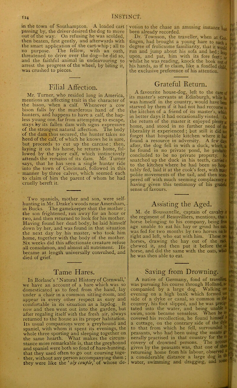 in the town of Southampton. A loaded cart passing by, the driver desired the dog to move out of the way. On refusing he was scolded, then beaten, first gently, and afterwards with the smart application of the cart-whip ; all to no purpose. The fellow, with an oath, threatened to drive over the dog—he did so, and the faithful animal in endeavouring to arrest the progress of the wheel, by biting it, was crushed to pieces. votion to the chase an amusing instance Kas P. been already recorded. Dr. Townson, the traveller, when at Got. £ tingen, had brought a young hare to such a degree of frolicsome familiarity, that it would i run and jump about his sofa and bed; W Li upon, and pat, him with its fore feet; j whilst he was reading, knock the book out of his hands, as if to claim, like a fondled child the exclusive preference of his attention. Filial Affection. Mr. Turner, who resided long in America, mentions an affecting trait in the character of the bison, when a calf. Whenever a cow bison falls by the murderous hand of the hunters, and happens to have a calf, the hap- less young one, far from attempting to escape, stays by its fallen dam with signs expressive of the strongest natural affection. The body of the dam thus secured, the hunter takes no heed of the calf, of which he knows he is sure, but proceeds to cut up the carcase ; then, laying it on his horse, he returns home, fol- lowed by the poor calf, which instinctively attends the remains of its dam. Mr. Turner says, that he has seen a single hunter ride into the town of Cincinnati, followed in this manner by three calves, which seemed each to claim of him the parent of whom he had cruelly bereft it. Grateful Return. A favourite house-dog, left to the cate of !'• its master’s servants at Edinburgh, while Ik ! was himself in the country, would have bea k starved by them if it had not had recourse t, the kitchen of a friend of its master’s, whici in better days it had occasionally visited. On the return of the master it enjoyed plenty;: home, and stood in no further need of tie liberality it experienced ; but still it did w C forget that hospitable kitchen where it had ^ found a resource in adversity. A few day. after, the dog fell in with a duck, which, L he found in no private pond, he proteUj concluded to be no private property. Ht * snatched up the duck in his teeth, carriedt to the kitchen where he had been so hosp- tably fed, laid it at the cook’s feet, with mat; polite movements of the tail, and then scan- K pered off with much seeming complacency* “ having given this testimony of his graiaii J sense of favours. Two spaniels, mother and son, were self- hunting in Mr. Drake’s woods near Amersham,. in Bucks. The gamekeeper shot the mother ; the son frightened, ran away for an hour or two, and then returned to look for his mother. Having found her dead body, he laid himself down by her, and was found in that situation the next day by his master, who took him home, together with the body of the mother. Six weeks did this affectionate creature refuse all consolation, and almost all nutriment. He became at length universally convulsed, and died of grief. Assisting the Aged. M. de Boussanelle, captain of cavalry it the regiment of Beauvilliers, mentions, that; horse belonging to his company, being, fro: age unable to eat his hay or grind his oali was fed for two months by two horses on is right and left, who eat with him. These ora horses, drawing the hay out of the ract chewed it, and then put it before the ok horse, and did the same with the oats, whki he was then able to eat. c Lb ti £ a* Tame Hares. In Borlase’s ‘Natural History of Cornwall,’ we have an account of a hare which was so domesticated as to feed from the hand, lay under a chair in a common sitting-room, and appear in every other respect as easy and comfortable in its situation as a lapdog. It now and then went out into the garden, but after regaling itself with the fresh air, always returned to the house as its proper habitation. Its usual companions were a greyhound and spaniel, with whom it spent its evenings, the whole three sporting and sleeping together on the same hearth. What makes the circum- stance more remarkable is, that the greyhound and spaniel were both so fond of hare-hunting, that they used often to go out coursing toge- ther, without any person accompanying them ; they were like the ' sly couple,' of whose de- Saving from Drowning. tr £• w fc. A native of Germany, fond of travelling, was pursuing his course through Holland, ac- companied by a large dog. Walking 9* evening on a high bank which formed o* side of a dyke or canal, so common in tW country, his foot slipped, and he was predp- tated into the water, and being unable tc swim, soon became senseless. When he re- covered his recollection, he found himself® a cottage, on the contrary side of the dyk to that from which he fell, surrounded nS peasants, who had been using the means ge l nerally practised in that country' for the re . covery of drowned persons. The accoun given by the peasants was, that one of tb® returning home from his labour, observed a considerable distance a large dog in t#! water, swimming and dragging, and some ft k n r & $ *