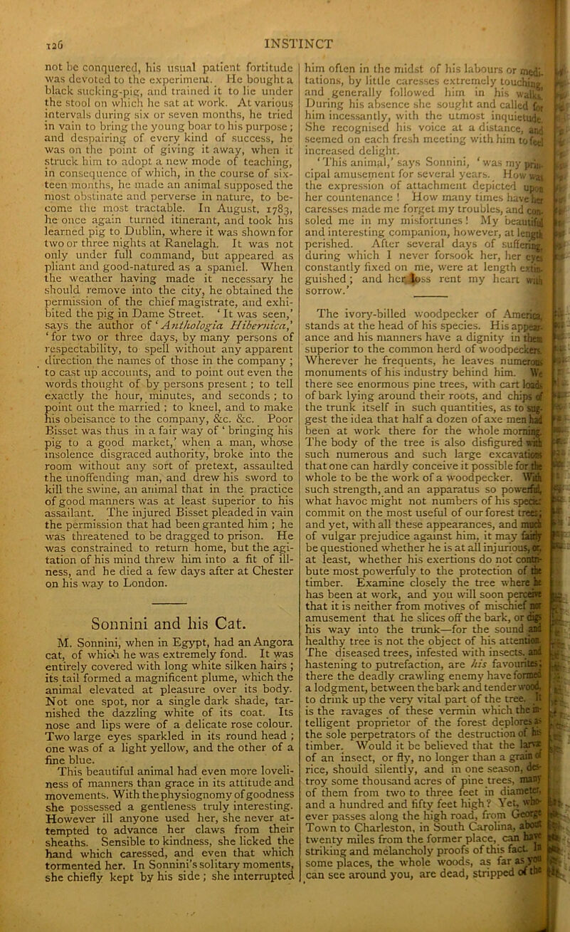 not be conquered, his usual patient fortitude was devoted to the experiment. He bought a black sucking-pig, and trained it to lie under the stool on which he sat at work. At various intervals during six or seven months, he tried in vain to bring the young boar to his purpose ; and despairing of every kind of success, he was on the point of giving it away, when it struck him to adopt a new mode of teaching, in consequence of which, in the course of six- teen months, he made an animal supposed the most obstinate and perverse in nature, to be- come the most tractable. In August, 1783, he once again turned itinerant, and took his learned pig to Dublin, where it was shown for two or three nights at Ranelagh. It was not only under full command, but appeared as pliant and good-natured as a spaniel. When the weather having made it necessary he should remove into the city, he obtained the permission of the chief magistrate, and exhi- bited the pig in Dame Street. ‘ It was seen,’ says the author of ‘ Anthologia Hibernica,' ‘ for two or three days, by many persons of respectability, to spell without any apparent direction the names of those in the company ; to cast up accounts, and to point out even the words thought of by persons present ; to tell exactly the hour, minutes, and seconds ; to point out the married ; to kneel, and to make his obeisance to the company, &c. &c. Poor Bisset was thus in a fair way of ‘ bringing his pig to a good market,’ when a man, whose insolence disgraced authority, broke into the room without any sort of pretext, assaulted the unoffending man, and drew his sword to kill the swine, an animal that in the practice of good manners was at least superior to his assailant. The injured Bisset pleaded in vain the permission that had been granted him ; he was threatened to be dragged to prison. He was constrained to return home, but the agi- tation of his mind threw him into a fit of ill- ness, and he died a few days after at Chester on his way to London. Sonnini and liis Cat. M. Sonnini, when in Egypt, had an Angora cat, of which he was extremely fond. It was entirely covered with long white silken hairs ; its tail formed a magnificent plume, which the animal elevated at pleasure over its body. Not one spot, nor a single dark shade, tar- nished the dazzling white of its coat. Its nose and lips were of a delicate rose colour. Two large eyes sparkled in its round head ; one was of a light yellow, and the other of a fine blue. This beautiful animal had even more loveli- ness of manners than grace in its attitude and movements. With the physiognomy of goodness she possessed a gentleness truly interesting. However ill anyone used her, she never at- tempted to advance her claws from their sheaths. Sensible to kindness, she licked the hand which caressed, and even that which tormented her. In Sonnini’s solitary moments, she chiefly kept by his side ; she interrupted him often in the midst of his labours or mejj. u tations, by little caresses extremely touching w and generally followed him in his walks’ p» During his absence she sought and called for S him incessantly, with the utmost inquietude She recognised his voice at a distance, and seemed on each fresh meeting with him to fed increased delight. ‘ This animal,’ says Sonnini, ‘wasmyprin. I cipal amusement for several years. How wat I f the expression of attachment depicted upon her countenance I How many times have ha L. caresses made me forget my troubles, and con- ft soled me in my misfortunes! My beautiful *r and interesting companion, however, at length R perished. After several days of sufferm? U during which 1 never forsook her, her eves * - constantly fixed on me, were at length extin. I guished ; and her, loss rent my heart wai sorrow.’ The ivory-billed woodpecker of America, stands at the head of his species. His appear- ance and his manners have a dignity in them superior to the common herd of woodpecktjfc! Wherever he frequents, he leaves numerous monuments of his industry behind him. Vc there see enormous pine trees, with cart loads of bark lying around their roots, and chips <tf the trunk itself in such quantities, as to sug- gest the idea that half a dozen of axe men had been at work there for the whole morning. The body of the tree is also disfigured with such numerous and such large excavations that one can hardly conceive it possible for flit whole to be the work of a woodpecker. With such strength, and an apparatus so powerful, what havoc might not numbers of his speaK commit on the most useful of our forest treet; and yet, with all these appearances, and much of vulgar prejudice against him, it may fairiy be questioned whether he is at all injurious, or, at least, whether his exertions do not contri- bute most powerfuly to the protection of the timber. Examine closely the tree where he has been at work, and you will soon percent that it is neither from motives of mischief nor amusement that he slices off the bark, or digs his way into the trunk—for the sound and healthy tree is not the object of his attention. The diseased trees, infested with insects, and hastening to putrefaction, are his favourites; there the deadly crawling enemy have formed a lodgment, between thebarkand tenderwood, to drink up the very vital part of the tree. It is the ravages of these vermin which the in- telligent proprietor of the forest deplores as the sole perpetrators of the destruction of hs timber. Would it be believed that the larv* of an insect, or fly, no longer than a grain « rice, should silently, and in one season, des- troy some thousand acres of pine trees, many of them from two to three feet in diameter, and a hundred and fifty feet high? Vet, wM; ever passes along the high road, from George Town to Charleston, in South Carolina, abew twenty miles from the former place, can baj* striking and melancholy proofs of this fact I11 some places, the whole woods, as far as yon can see around you, are dead, stripped of tns l K. *. Sr ■ i f t-.t- X: fe. * & -'5 g