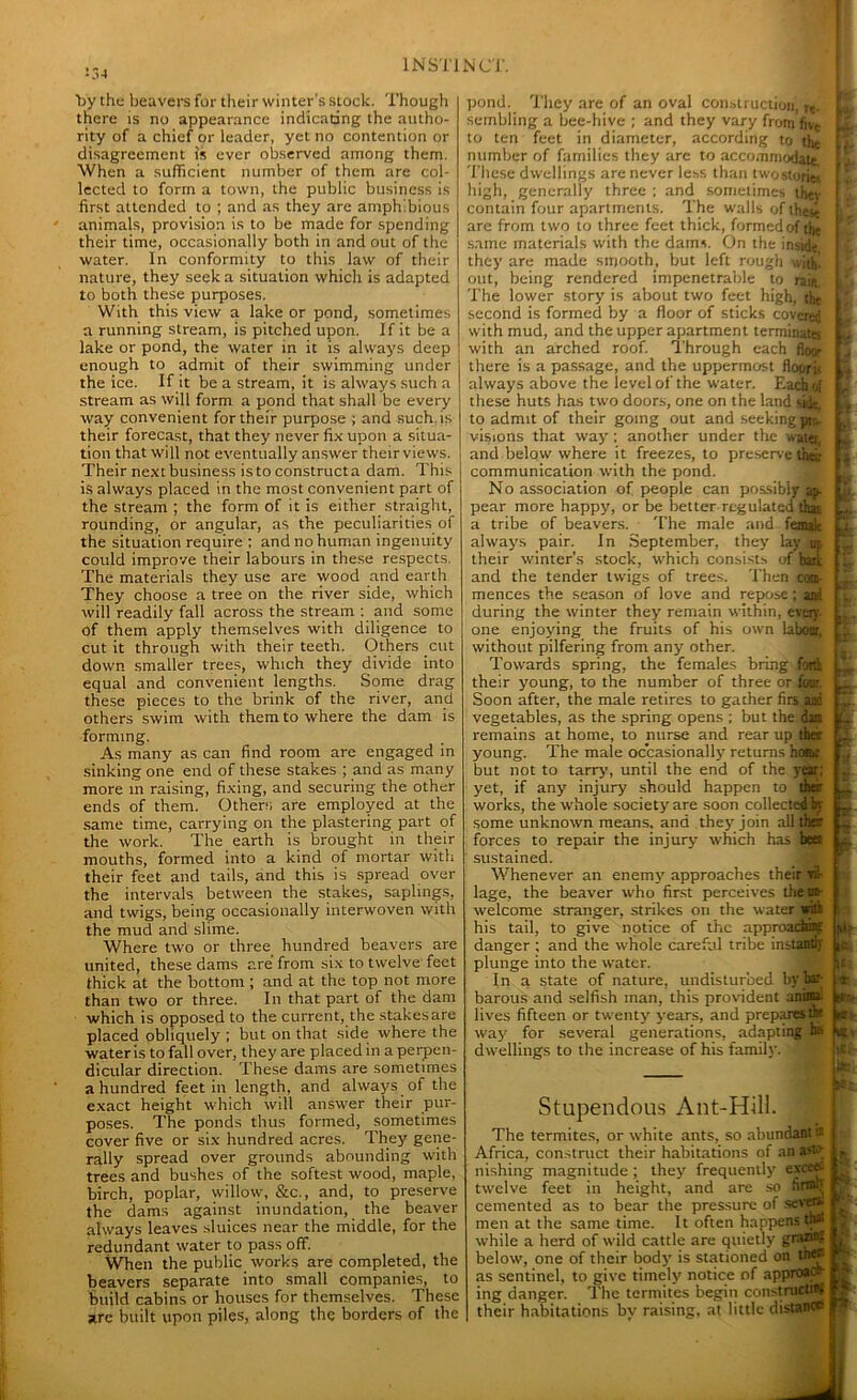 :34 by the beavers for their winter’s stock. Though there is no appearance indicating the autho- rity of a chief or leader, yet no contention or disagreement is ever observed among them. When a sufficient number of them are col- lected to form a town, the public business is first attended to ; and as they are amphibious animals, provision is to be made for spending their time, occasionally both in and out of the water. In conformity to this law of their nature, they seek a situation which is adapted to both these purposes. With this view a lake or pond, sometimes a running stream, is pitched upon. If it be a lake or pond, the water in it is always deep enough to admit of their swimming under the ice. If it be a stream, it is always such a stream as will form a pond that shall be every way convenient for their purpose ; and such, is their forecast, that they never fix upon a situa- tion that will not eventually answer their views. Their next business is to construct a dam. This is always placed in the most convenient part of the stream ; the form of it is either straight, rounding, or angular, as the peculiarities of the situation require ; and no human ingenuity could improve their labours in these respects The materials they use are wood and earth They choose a tree on the river side, which will readily fall across the stream : and some of them apply themselves with diligence to cut it through with their teeth. Others cut down smaller trees, which they divide into equal and convenient lengths. Some drag these pieces to the brink of the river, and others swim with them to where the dam is forming. As many as can find room are engaged in sinking one end of these stakes ; and as many more in raising, fixing, and securing the other ends of them. Others are employed at the same time, carrying on the plastering part of the work. The earth is brought in their mouths, formed into a kind of mortar with their feet and tails, and this is spread over the intervals between the stakes, saplings, and twigs, being occasionally interwoven with the mud and slime. Where two or three hundred beavers are united, these dams are from six to twelve feet thick at the bottom ; and at the top not more than two or three. In that part of the dam which is opposed to the current, the stakes are placed obliquely ; but on that side where the water is to fall over, they are placed in a perpen- dicular direction. These dams are sometimes a hundred feet in length, and always of the exact height which will answer their pur- poses. The ponds thus formed, sometimes cover five or six hundred acres. They gene- rally spread over grounds abounding with trees and bushes of the softest wood, maple, birch, poplar, willow, &c., and, to preserve the dams against inundation, the beaver always leaves sluices near the middle, for the redundant water to pass off. When the public works are completed, the beavers separate into small companies, to build cabins or houses for themselves. These are built upon piles, along the borders of the pond. They are of an oval construction, re- scmbling a bee-hive ; and they vary from fivc to ten feet in diameter, according to the number of families they are to accommodate These dwellings are never less than twostoriei high, generally three ; and sometimes thev contain four apartments. The walls of these are from two to three feet thick, formed of the same materials with the dams. On the inside, they are made smooth, but left rough with! out, being rendered impenetrable to rain. The lower story is about two feet high, the second is formed by a floor of sticks covered with mud, and the upper apartment terming; with an arched roof. Through each floor there is a passage, and the uppermost floor is always above the level of the water. Each of these huts has two doors, one on the land side, to admit of their going out and seeking pt». visions that way; another under the wate, and below where it freezes, to preserve their communication with the pond. No association of people can possibly ap- pear more happy, or be better regulated that a tribe of beavers. The male and femak always pair. In September, they lay m their winter’s stock, which consists of baa and the tender twigs of trees. Then com- mences the season of love and repose ; ami during the winter they remain within, even one enjoying the fruits of his own labour, without pilfering from any other. Towards spring, the females bring fork their young, to the number of three or four. Soon after, the male retires to gather firs aid vegetables, as the spring opens ; but the dam remains at home, to nurse and rear up their young. The male occasionally returns hoar but not to tarry7, until the end of the year; ymt, if any injury should happen to gp works, the whole society7are soon collectedly some unknown means, and they7 join all that forces to repair the injury7 which has beet sustained. Whenever an enemy7 approaches their vil- lage, the beaver who first perceives the un- welcome stranger, strikes on the water with his tail, to give notice of the approacha? danger ; and the whole careful tribe instantly plunge into the water. In a state of nature, undisturbed by bar- barous and selfish man, this provident aninn lives fifteen or twenty years, and prepares the way7 for several generations, adapting hs dwellings to the increase of his family, 'll JL ■ 'd- ff r ■t i' s i Stupendous Ant-Hill. •V The termites, or white ants, so abundant it Africa, construct their habitations of an astir nishing magnitude ; they7 frequently7 exccec twelve feet in height, and are so finnh j cemented as to bear the pressure of severs- ’ men at the same time. It often happens while a herd of wild cattle are quietly grazui? below, one of their body7 is stationed on th<® as sentinel, to give timely notice of approach ing danger. The termites begin constructinf their habitations by raising, at little distance