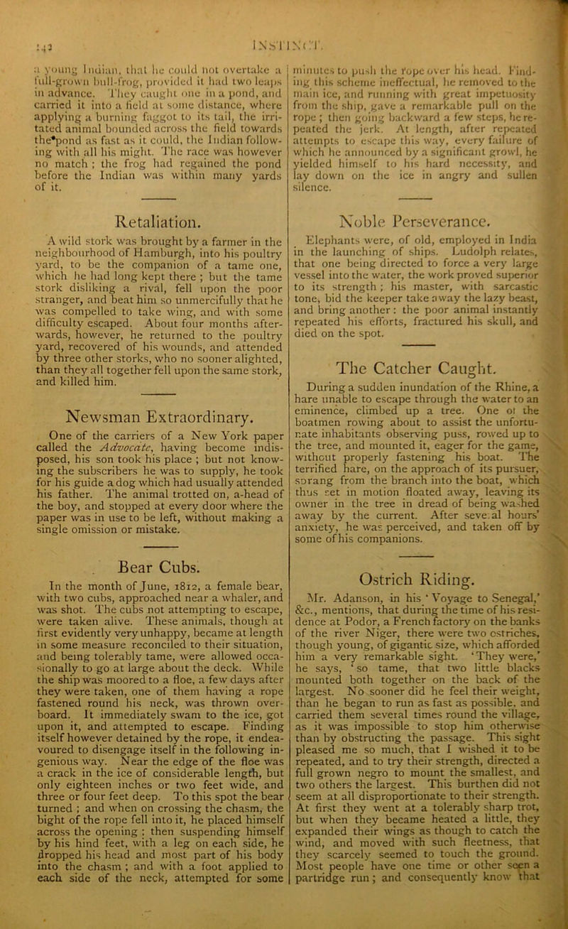IN.STINV.T M3 a young Indian, that he could not overtake a j lull-grown hull-frog, provided it had two leaps j in advance. They caught one in a pond, and carried it into a field at some distance, where applying a burning faggot to its tail, the irri- tated animal bounded across the field towards the’pnnd as fast as it could, the Indian follow- ing with all his might. The race was however no match ; the frog had regained the pond before the Indian was within many yards of it. Retaliation. A wild stork was brought by a farmer in the neighbourhood of Hamburgh, into his poultry yard, to be the companion of a tame one, which he had long kept there ; but the tame stork disliking a rival, fell upon the poor stranger, and beat him so unmercifully that he was compelled to take wing, and with some difficulty escaped. About four months after- wards, however, he returned to the poultry yard, recovered of his wounds, and attended by three other storks, who no sooner alighted, than they all together fell upon the same stork, and killed him. Newsman Extraordinary. One of the carriers of a New York paper called the Advocate, having become indis- posed, his son took his place ; but not know- ing the subscribers he was to supply, he took for his guide a dog which had usually attended his father. The animal trotted on, a-head of the boy, and stopped at every door where the paper was in use to be left, without making a single omission or mistake. Bear Cnbs. In the month of June, 1812, a female bear, with two cubs, approached near a whaler, and was shot. The cubs not attempting to escape, were taken alive. These animals, though at first evidently very unhappy, became at length in some measure reconciled to their situation, and being tolerably tame, were allowed occa- sionally to go at large about the deck. While the ship was moored to a floe, a few days after they were taken, one of them having a rope fastened round his neck, was thrown over- board. It immediately swam to the ice, got upon it, and attempted to escape. Finding itself however detained by the rope, it endea- voured to disengage itself in the following in- genious way. Near the edge of the floe was a crack in the ice of considerable length, but only eighteen inches or two feet wide, and three or four feet deep. To this spot the bear turned ; and when on crossing the chasm, the bight of the rope fell into it, he placed himself across the opening ; then suspending himself by his hind feet, with a leg on each side, he dropped his head and most part of his body into the chasm ; and with a foot applied to each side of the neck, attempted for some minutes to push the I'ope over his head. Find- ing this scheme ineffectual, he removed to the main ice, and running with great impetuosity from the ship, gave a remarkable pull on the rope ; then going backward a few steps, he re- peated the jerk. At length, after repeated attempts to escape this way, every failure of which lie announced by a significant growl, he yielded himself to his hard necessity, and lay down on the ice in angry and sullen silence. Noble Perseverance. Elephants were, of old, employed in India in the launching of ships. Ludolph relates, that one being directed to force a very large vessel into the water, the work proved superior to its strength; his master, with sarcastic tone, bid the keeper takeaway the lazy beast, and bring another : the poor animal instantly repeated his efforts, fractured his skull, and died on the spot. The Catcher Caught. During a sudden inundation of the Rhine, a hare unable to escape through the water to an eminence, climbed up a tree. One ot the boatmen rowing about to assist the unfortu- nate inhabitants observing puss, rowed up to the tree, and mounted it, eager for the game, without properly fastening his boat. The terrified hare, on the approach of its pursuer, sorang from the branch into the boat, which thus set in motion floated away, leaving its owner in the tree in dread of being wa-hed away by the current. After seve. al hours’ anxiety, he was perceived, and taken off by some of his companions. Ostrich Riding. Mr. Adanson, in his ‘Voyage to Senegal,’ &c., mentions, that during the time of his resi- dence at Podor, a French factory on the banks of the river Niger, there were two ostriches, though young, of gigantic size, which afforded him a very remarkable sight. ‘ They were,’ he says, ‘ so tame, that two little blacks mounted both together on the back of the largest. No sooner did he feel their weight, than he began to run as fast as possible, and carried them several times round the village, as it was impossible to stop him otherwise than by obstructing the passage. This sight pleased me so much, that I wished it to be repeated, and to try their strength, directed a full grown negro to mount the smallest, and two others the largest. This burthen did not seem at all disproportionate to their strength. At first they went at a tolerably sharp trot, but when they became heated a little, they expanded their wings as though to catch the wind, and moved with such fleetness, that they scarcely seemed to touch the ground. Most people have one time or other seen a partridge run; and consequently know that