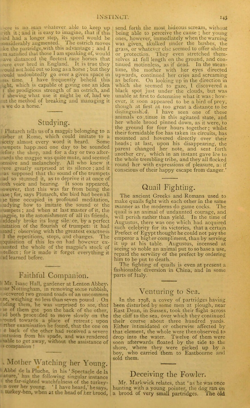 Arc is no man whatever able to keep up ith it; and it is easy to imagine, that if this ird had a longer step, its speed would be onsiderably augmented. The ostrich moves ke the partridge,with this advantage : and I m satisfied that those 1 am speaking of, would ave distanced the fleetest race horses that -ere ever bred in England. It is true they .oukl not hold out so long as a horse ; but they .•ould undoubtedly go over a given space in ;ss time. 1 have frequently beheld this aht. which is capable ot giving one an idea t the prodigious strength of an ostrich, and f shewing what use it might be of, had we :t the method of breaking and managing it s we do a horse.’ Studying. Plutarch tells us of a magpie belonging to a arber at Rome, which could imitate to a icety almost every word it heard. Some : umpets happ.ned one day to be sounded efore the shop, and for a day or two after- ards the magpie was quite mute, and seemed ensive and melancholy. All who knew it ■ere greatly surprised at its silence ; and it as supposed that the sound of the trumpets ad so stunned it, as to deprive it at once of oth voice and hearing. It soon appeared, owever, that this was far from being the ise ; for, says Plutarch, the bird had been all le time occupied in profound meditation, udying how to imitate the sound ol the umpets; and when at last master of it, the lagpie, to the astonishment of all its friends, lddenly broke its long sile. ce, by a perfect aitation of the flourish of trumpets it had iard ; observing with the greatest exactness 1 the repetitions, stops, and changes. The ::quisition of this les on had however ex- msted the whole of the magpie’s stock of teilect; for it made it forget everything it id learned before. Faithful Companion. Mr. Isaac Hall, gardener at Lenton Abbey> ar Nottingham, in removing some rubbish, -ccvered two ground toads of an uncommon re, weighing no less than seven pound . On ■ iding them, he was surprised to see, that le of them got pon the back of the other, id both proceeded to move slowly on the ' otind towards a place of retreat; upon ' rthcr examination he found, that the one on e back of the other had received a severe mtusion from his spade, and was rendered ■ Table to get away, without the assistance of ! companion ! . Mother Watching her Young. Abbe cie la Pluche, in his ‘ Spectacle de la aturc,’ has the following singular instance the far-sighted watchfulness of the turkey- n over her young. ‘ I have heard,’ he says, turkey-hen, when at the head of her brood, send forth the most hideous scream, without being able to perceive the cause ; her young ones, however, immediately when the warning was given, skulked under the bushes, the grass, or whatever else seemed to olfer shelter or protection. They even stretched them- selves at full length on the ground, and con- tinued motionless, as if dead. In the mean- time, the mother with her eyes directed upwards, continued her cries and screaming as before. On looking up in the direction in which she seemed to gaze, I discovered a black spot just under the clouds, but was unable at first to determine what it was ; how- ever, it soon appeared to be a bird of prey, though at first at too great a distance to be distinguished. I have seen one of these animals co tinue in this agitated state, and her whole brood pinned down, as it were, to the ground for four hours together; whilst their formidable foe has taken its circuits, has mounted and hovered directly over their heads; at last, upon his disappearing, the parent changed her note, and sent forth another cry, which in an instant gave Ike to the whole trembling tribe, and they all flocked round her with expressions of pleasure, a; if conscious of their happy escape from danger.’ Quail Fighting. The ancient Greeks and Romans used to make quails fight with each other in the same manner as the moderns do game cocks. The quail is an animal of undaunted courage, and will perish rather than yield. In the time of Augustus, there was one which had acquired such celebrity for its victories, that a certain Prefect of Egypt thought he could not pay the emperor a higher compliment, than by serving it up at his table. Augustus, incensed at seeing so noble an animal put to so base a use, repaid the servility of the prefect by ordering him to be put to death. The fighting of quails is even at present a fashionable diversion in China, and in some parts of Italy. Venturing to Sea. Tn the 1798, a covey of partridgeshaving been disturbed by some men at plough, near East Dean, in Sussex, took their flight across the cliff to the sea, over which they continued their course about three hundred yards. Either intimidated or otherwise affected by that element, the whole were then observed to drop into the water. Twelve of them were soon afterwards floated by the tide to the shore, where they were picked up by a boy, who carried them to Eastbourne and sold them. Deceiving the Fowler. Mr. Markwick relates, that ‘as he was once hunting with a young pointer, the dog ran on a brood of very small partridges. The old