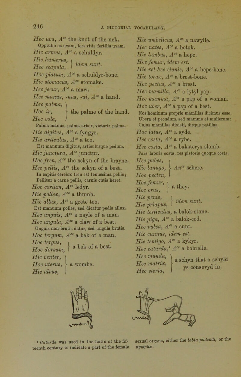 Tlec uva, A“ the knot of the nek. Opptulio os uvam, fert vitis fertilis uvam. Ilic armus, a schuldyr. Hie humems, ] Ilee scap,Ua, I Hoc platum, A“ a schuldyr-bone. Hie stomaeus, A“ stomake. Heejeeur, A‘“ a maw. Hee manus, -nus, -ui, A'^ a hand. Hee palma, ] Hoe ir, ^ the palme of the hand. Hee vola, ) Palma manus, palma arbor, victoria palma. Hie digitus, A‘ a fyngyr. Hie artieulus, A^ a too. Est manuum digitus, articulusque pedum. Hiejunetura, .4“junctur. Hoc fren, A“ the sekyn of the brayne. Hee pellis, A‘ the sekyn of a best. In capitis cerebro fren est tenussima pellis; Fellitur a came pellis, carnis cutis beret. Hoc corium, A“ ledyr. Hie pollex, A‘“ a thumb. Hie allux, A“ a grete too. Est manuum polles, sed dicatur pedis allux. Hee unguis, .4“ a nayle of a man. Hee lingula, A‘ a claw of a best. Unguis non brutis datur, sed ungula brutis. a bak of a best. Hoc tergum, A‘‘ a bak of a man. Hoc tergus, Hoc dorsum. Hie venter. Hoc uterus, 1- a wombe. Hie alvus. Hie umbelicus, A‘ a nawylle. Hee nates, A“ a botok. Hie lumbus, .4 a hepe. Hoc femur, idem est. Hie vel hec clunis, A“ a hepe-bone. Hie torax, A‘’ a brest-bone. Hoc pectus, A‘‘ a brest. Hec mamilla, A‘* a lytyl pap. Hec mamma, A“ a pap of a woman. Hoc uber, .4“ a pap of a best. Nos hominum proprie mamillas dicimus esse, Ubera et pecudum, sed mamme et mulierum; Cujus mamillas dixisti, dicque patillas. Hoc latus, .4“ a syde. Hec costa, A“ a rybe. Hec costa, A‘ a baksterys slomb. Pars lateris costa, res pistoris quoque costa. ■ An‘ schere. a they. I idem sunt. Hec pubes. Hie lanugo. Hoc pecten. Hoc femur. Hoc crus. Hie penis. Hie priapus. Hie testiculus, a balok-stone. Hie piga, 4.“ a balok-cod. Hec vulva, 4®* a cunt. Hie cunnus, idem est. Hie tentigo, 4®® a kykyr. Hec caturda,^ 4®® a bobrelle. Hec munda. Hec matiix, Hec steria. a schyn that a schyld ys consevyd in. 1 Caturda was used in the Latin of the fif- sexual organs, either the labia pudendi, or the teenth century to indicate a part of the female nympha.